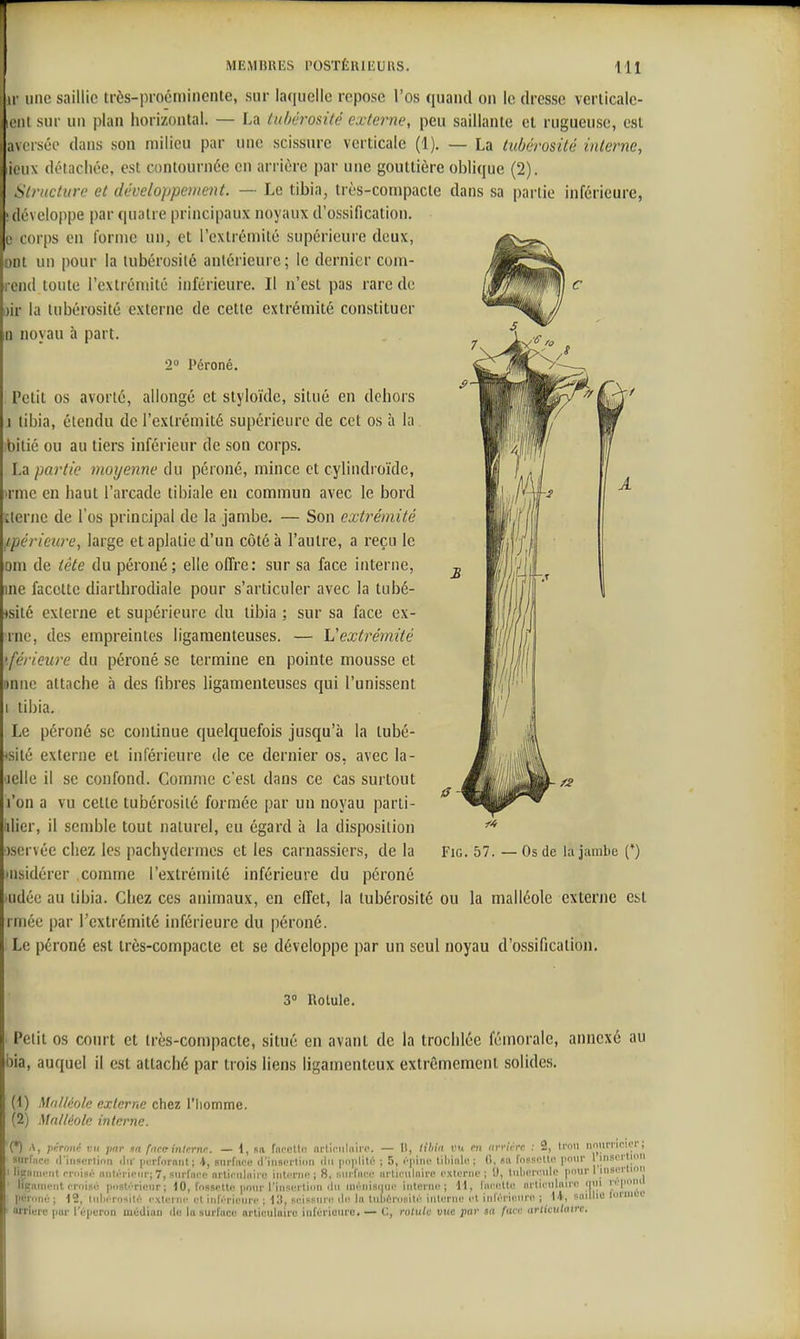 ir imc saillie très-procmincnte, sur laquelle repose l'os quand on le dresse veriicale- iiMii sur un plan horizontal. — La tuhéi-osité externe, peu saillante et rugueuse, est ,i\risée dans son milieu par une scissure verticale (1). — La tubérosilé iiUerne, Il ii\ détachée, est contournée en arrière par une gouttière oblique (2). Structure et développeruent. — Le tibia, très-con»pacte dans sa partie inférieure, ! développe par quatre principaux noyaux d'ossification, e corps on l'ornie un, et l'extrémité supérieure deux, ont un pour la tubérosilé antérieure; le dernier com- end toute l'extrémité inférieure. Il n'est pas rare de )ir la lubérosité externe de cette extrémité constituer n noyau à part. 2 Péroné, l'etit os avorté, allongé et styloïde, situé en dehors I tibia, étendu de l'extrémité supérieure de cet os à la bilié ou au tiers inférieur de son corps. La partie moyenne du péroné, mince et cylindroïde, ■rmc eu haut l'arcade tibiale en commun avec le bord ilernc de l'os principal de la jambe. — Son extrémité tpéricwe, large et aplatie d'un côté à l'autre, a reçu le om de tète du péroné; elle offre: sur sa face interne, ine facette diarthrodiale pour s'articuler avec la tubé- <slté externe et supérieure du tibia ; sur sa face ex- rne, des empreintes ligamenteuses. — L'extrémité '.férieure du péroné se termine en pointe mousse et onnc attache à des fibres ligamenteuses qui l'unissent I tibia. Le péroné se continue quelquefois jusqu'à la tubé- sité externe et inférieure de ce dernier os, avec la- jellc il se confond. Comme c'est dans ce cas surtout l'on a vu cette tubérosilé formée par un noyau parti- tilier, il semble tout naturel, eu égard à la disposition jservée chez les pachydermes et les carnassiers, de la iisidérer comme l'extrémité inférieure du péroné ■udée au tibia. Chez ces animaux, en effet, la tubérosilé ou la malléole externe est rmée par l'extrémité inférieure du péroné. Le péroné est très-compacte et se développe par un seul noyau d'ossification. FiG. 57. — Os de la jambe (*) 3° Rotule. Petit os court et très-compacte, situé en avant de la trochlée fémorale, annexé au bia, auquel il est attaché par trois liens ligamenteux extrêmement solides. (1) Malléole externe chez l'homme. (2) Malléole interne. (*) A, iièronc vu pnr na fiice inlernr. — 1, sa fiiccttn ni'liriilniiT. — II, tihia vu m iirvirrc : 2, li'oii nniiri iwei'; surface (t'inserlinn du' iicrforniit j snrfiice d'inscrlioii ilii poiilili; ; 5, (■pine libinle ; G, fo. fossclln pour 1 inscrlioii I liirnmiMil rmisé iintiTiciir; 7, surfnpe nrtinilnii'e iuti/rnc ; 8, Burfacu ui'liriilniro l'xtenic ; 9, tiiliGiv.nlo pnur 1 inserlion liiçniiiciit rroisé poslvrienr ; 10, fossette pour l'insertion du in(Mii9(|Ui' interne; 11, fiieclta nrlienlairi' iim n'piini^ péroné ; 12, luliiTosilé cxlerin' et inférieure ; 111, seissure cl(^ In lubérosité interne et inférieure ; 1*, saillie lormee arrière par l'éperon médian de la surface articulaire inférieure. — C, rolulc vue par sa faci: articulaire.