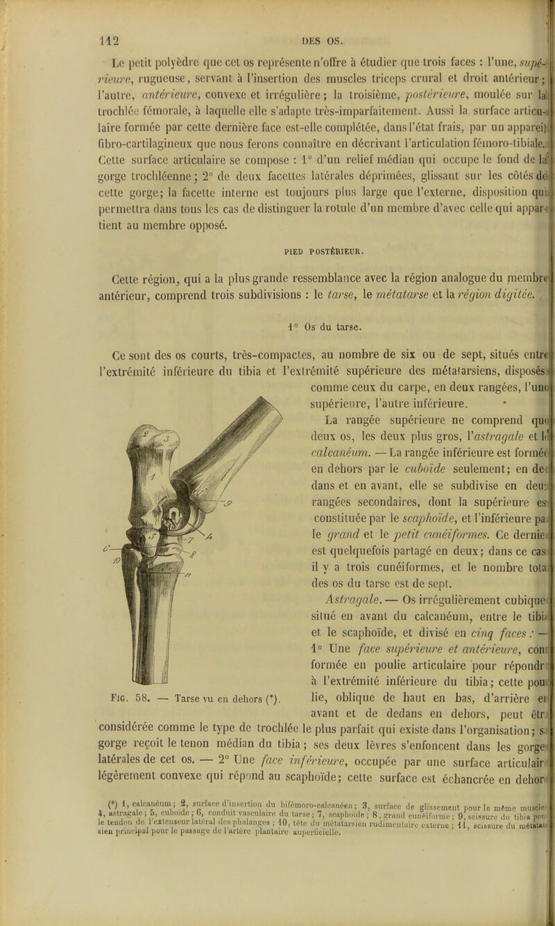 Le petit polyèdre que cet os représenle n'offre à étudier que trois faces : l'une, suj»' rieiire, rugueuse, servant à l'insertion des muscles triceps crural et droit antérieur ; l'autre, antérieure, convexe et irrégulière ; la troisième, postérievre, moulée sur la trochléc fémorale, à laquelle elle s'adapte très-imparfaitement. Aussi la surface ariicn laire forniée par cette dernière face est-elle complétée, dans l'état frais, par un appar( fibro-cartilagineux que nous ferons connaître en décrivant l'articulation fémoro-libiai* Celte surface articulaire se compose : 1° d'un relief médian qui occupe le fond de ! gorge trocliléeune ; 2 de deux facettes latérales déprimées, glissant sur les côtés il celte gorge; la facette interne est toujours plus large que l'externe, disposition qii permettra dans tous les cas de distinguer la rotule d'un membre d'avec celle qui appai tient au membre opposé. PIED POSTÉRIEUR. Cette région, qui a la plus grande ressemblance avec la région analogue du nienibrt antérieur, comprend trois subdivisions : le ?arse^ le métatarse et la 7'égion dùjitée. 1° Os du tarse. Ce sont des os courts, très-compactes, au nombre de six ou de sept, situés enli i l'extrémité inférieure du tibia et l'extrémité supérieure des métatarsiens, disposé> comme ceux du carpe, en deux rangées, Vum supérieure, l'autre inférieure. La rangée supérieure ne comprend qii' deux os, les deux plus gros, Vastragale et caleanéum. — La rangée inférieure est form» en dehors par le cuboide seulement; en dt dans et en avant, elle se subdivise en dci rangées secondaires, dont la supérieure i constituée par le scaijhoïde, et l'inférieure pa le grand et le j)6tit cunéiformes. Ce dei nio est quelquefois partagé en deux; dans ce cas il y a trois cunéiformes, et le nombre toin des os du tarse est de sept. Asti^agale.— Os irrégulièrement cubique situé en avant du caleanéum, entre le tibi. et le scaphoïde, et divisé en cinq faces : — 1 Une face supéi^ieure et antérieure, con formée en poulie articulaire pour répondr à l'extrémité inférieure du tibia ; cette pou lie, oblique de haut en bas, d'arrière ei avant et de dedans en dehors, peut ctr considérée comme le type de trochlée le plus parfait qui existe dans l'organisation; gorge reçoit le tenon médian du tibia ; ses deux lèvres s'enfoncent dans les gorgt latérales de cet os. — 2° Une face inférieure, occupée par une surface articulair légèrement convexe qui répond au scaphoïde; cette surface est échancrée en dchor (*) 1, caleanéum ; 2, surface d'itiscrtion du bifémoro-calennéeu ; 3, surface de glissement pour le mfme muscle i, astragale j 5, cuboide ; 6, conduit vasculaire du tarse ; 7, seaphoide ; 8, grand cnnéirm-mc ; 9 scissure du tibia PO. le tendon de 1 extenseur lati'ral des phalanges ; 10, tète du métatarsien rudimeutaire exlerue ; M, scissure du môlatai sien pnni-ipal pour le passage de 1 artère plantaire au])erlieielle. FiG. 58. — Tarse vu en deliors (*).