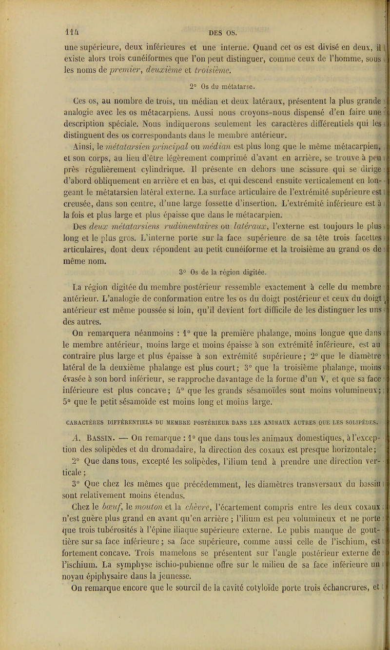 une supérieure, deux inférieures et une interne. Quand cet os est divisé en deux, il ; existe alors trois cunéiformes que l'on peut distinguer, comme ceux de l'homme, sous les noms do premier, deuxième et troisième. 2° Os du métatarse. Ces os, au nombre de trois, un médian et deux latéraux, présentent la plus grande analogie avec les os métacarpiens. Aussi nous croyons-nous dispensé d'en faire une ' description spéciale. Nous indiquerons seulement les caractères différentiels qui les distinguent des os correspondants dans le membre antérieur. Ainsi, le métatarsien principal ou médian est plus long que le même métacarpiei!, et son corps, au lieu d'être légèrement comprimé d'avant en arrière, se trouve à peu près régulièrement cylindrique. Il présente en dehors une scissure qui se dirige d'abord obliquement en arrière et en bas, et qui descend ensuite verticalement en lon- geant le métatarsien latéral externe. La surface articulaire de l'extrémité supérieure est;; creusée, dans son centre, d'une large fossette d'insertion. L'extrémité inférieure est à la fois et plus large et plus épaisse que dans le métacarpien. ' Des deux métatarsiens rudimentaires on latéraux, l'externe est toujours le plus i long et le plus gros. L'interne porte sur la face supérieure de sa tête trois facettes i articulaires, dont deux répondent au petit cunéiforme et la troisième au grand os de même nom. 3° Os de la région digitée. La région digitée du membre postérieur ressemble exactement à celle du membre • antérieur. L'analogie de conformation entre les os du doigt postérieur et ceux du doigt i antérieur est même poussée si loin, qu'il devient fort difficile de les distinguer les uns « des autres. On remarquera néanmoins : 1° que la première phalange, moins longue que dans- le membre antérieur, moins large et moins épaisse à son extrémité inférieure, est au contraire plus large et plus épaisse à son extrémité supérieure ; 2 que le diamètre •! latéral de la deuxième phalange est plus court; 3° que la troisième phalange, moins 1 évasée à son bord inférieur, se rapproche davantage de la forme d'un V, et que sa face ; inférieure est plus concave; h° que les grands sésamoïdes sont moins volumineux;: 5° que le petit sésamoïde est moins long et moins large. CARACTÈRES DIFFÉRENTIELS DU MEMBRE POSTÉRIEUR DANS LES ANIMAUX AUTRES QUE LES SOLIPÈDES. A. Bassin. — On remarque : 1° que dans tous les animaux domestiques, àl'excep- \ tiou des solipèdes et du dromadaire, la direction des coxaux est presque horizontale; : 2° Que dans tous, excepté les solipèdes, l'ilium lend à prendre une direction ver- i ticale ; 3 Que chez les mêmes que précédemment, les diamètres transversaux du bassin ;: sont relativement moins étendus. Chez le bœuf, le mouton et la chèvre, l'écartement compris entre les deux coxaux.I n'est guère plus grand en avant qu'en arrière ; l'ilium est peu volumineux et ne porte ; que trois tubérosités à l'épine iliaque supérieure externe. Le pubis manque de gout- tière sur sa face inférieure; sa face supérieure, comme aussi celle de l'ischium, csni fortement concave. Trois mamelons se présentent sur l'angle postérieur externe de Tischium. La symphyse ischio-pubienne offre sur le milieu de sa face inférieure un noyau épiphysaire dans la jeunesse. I On remarque encore que le sourcil de la cavité cotyloïde porte trois échancrures, et