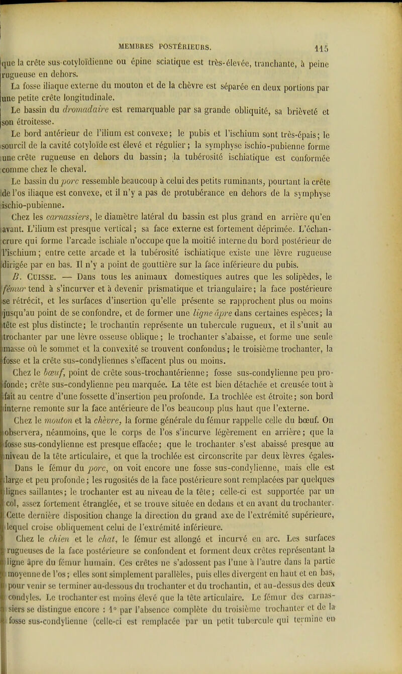 que la crête sus cotyioïdienne ou épine sciatique est très-élevée, tranchante, à peine rugueuse en dehors. La fosse iliaque externe du mouton et de la chèvre est séparée en deux portions par une petite crête longitudinale. Le bassin du dromadaire est remarquable par sa grande obliquité, sa brièveté et son étroitesse. Le bord antérieur de l'ilium est convexe; le pubis et l'ischium sont très-épais; le «sourcil de la cavité cotyloïdecst élevé et régulier; la symphyse ischio-pubienne forme lunecrête rugueuse eu dehors du bassin; la tubérosilé ischialique est conformée conuiie chez le cheval. Le bassin àn porc ressemble beaucoup à celui des petits ruminants, pourtant la crête ide l'os iliaque est convexe, et il n'y a pas de protubérance en dehors de la symphyse .ischio-pubienne. Chez les carnassiers, le diamètre latéral du bassin est plus grand en arrière qu'eu avant. L'ilium est presque vertical; sa face externe est fortement déprimée. L'échan- crure qui forme l'arcade ischiale n'occupe que la moitié interne du bord postérieur de l'ischium ; entre cette arcade et la tubérosité ischiatique existe une lèvre rugueuse idirigée par en bas. Il n'y a point de gouttière sur la face inférieure du pubis. B. Cuisse. — Dans tous les animaux domestiques autres que les solipèdes, le fémur tend à s'incurver et à devenir prismatique et triangulaire ; la face postérieure se rétrécit, et les surfaces d'insertion qu'elle présente se rapprochent plus ou moins ijusqu'au point de se confondre, et de former une ligne âpre dans certaines espèces; la itête est plus distincte ; le trochantin représente uu tubercule rugueux, et il s'unit au itrochanter par une lèvre osseuse oblique ; le trochanter s'abaisse, et forme une seule imasse où le sommet et la convexité se trouvent confondus; le troisième trochanter, la fosse et la crête sus-condyliennes s'effacent plus ou moins. Chez le bœuf, point de crête sous-trochantérienne ; fosse sus-condylienne peu pro- fonde; crête sus-condyhenne peu marquée. La tête est bien détachée et creusée tout à ifait au centre d'une fossette d'insertion peu profonde. La trochlée est étroite ; son bord linterne remonte sur la face antérieure de l'os beaucoup plus haut que l'externe. Chez le mouton et la chèvre, la forme générale du fémur rappelle celle du bœuf. On lobservera, néanmoins, que le corps de l'os s'incurve légèrement en arrière ; que la ifossc sus-condylienne est presque effacée; que le trochanter s'est abaissé presque au iniveau de la tête articulaire, et que la trochlée est circonscrite par deux lèvres égales- Dans le fémur du porc, on voit encore une fosse sus-condylienne, mais elle est ilarge et peu profonde; les rugosités de la face postérieure sont remplacées par quelques ihgnes saillantes; le trochanter est au niveau de la tôle; celle-ci est supportée par un col, assez fortement étranglée, et se trouve située en dedans et en avant du trochanter. Cette dernière disposition change la direction du grand axe de l'extrémité supérieure, • lequel croise obliquement celui de l'extrémité inférieure. Chez le chien et le chat, le fémur est allongé et incurvé en arc. Les surfaces rugueuses de la face postérieure se confondent et forment deux crêtes représentant la iligne âpre du fémur humain. Ces crêtes ne s'adossent pas l'une à l'autre dans la partie I moyenne de l'os ; elles sont simplement parallèles, puis elles divergent en haut et en bas, ipour venir se Ici miner au-dessous du trochanter et du trochantin, et au-dessus des deux condyles. Le trochanter est moins élevé que la tète articulaire. Le fémur des carnas- isiers se distingue encore : 1 par l'absence complète du troisième trochanter et de la fosse sus-condylienne (celle-ci est remplacée par un petit lubfirculc qui termine eu