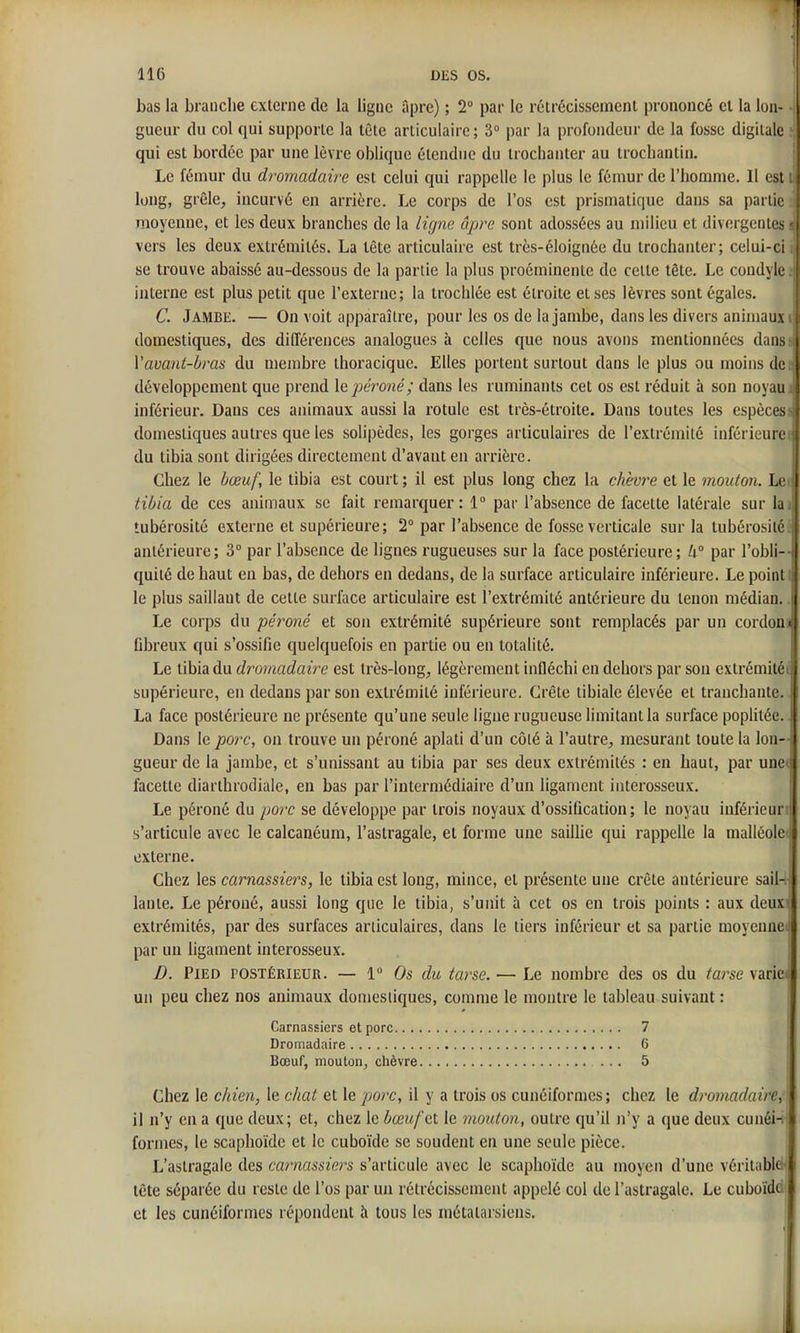 bas la branche externe de la ligne âpre) ; 2° par le rétrécissement prononcé et la lon- gueur du col qui supporte la tête articulaire; 3» par la profondeur de la fosse digitale qui est bordée par une lèvre oblique étendue du troclianter au trochantin. Le fémur du dromadaire est celui qui rappelle le plus le fémur de l'homme. Il est long, grêle, incurvé en arrière. Le corps de l'os est prismatique dans sa partie moyenne, et les deux branches do la ligne âpre sont adossées au milieu et divergentes vers les deux extrémités. La tête articulaire est très-éloignée du trochanter; celui-ci se trouve abaissé au-dessous de la partie la plus proéminente de cette tête. Le coudyk' interne est plus petit que l'externe; la trochlée est étroite et ses lèvres sont égales. C. Jambe. — On voit apparaître, pour les os de la jambe, dans les divers animaux domestiques, des différences analogues à celles que nous avons mentionnées dan Vavant-bras du membre thoracique. Elles portent surtout dans le plus ou moins de développement que prend \Qj)éroné; dans les ruminants cet os est réduit à son noyau inférieur. Dans ces animaux aussi la rotule est très-étroite. Dans toutes les espèces domestiques autres que les solipèdes, les gorges articulaires de l'extrémité inférieure du tibia sont dirigées directement d'avant en arrière. Chez le bœuf, le tibia est court ; il est plus long chez la chèvre et le mouton. Le tibia de ces animaux se fait remarquer: 1 par l'absence de facette latérale sur la tubérosité externe et supérieure; 2° par l'absence de fosse verticale sur la tubérosiir antérieure; 3 par l'absence de lignes rugueuses sur la face postérieure; k° par l'obli- quité de haut en bas, de dehors en dedans, de la surface articulaire inférieure. Le poinl le plus saillant de cette surface articulaire est l'extrémité antérieure du tenon médian. Le corps du péroné et son extrémité supérieure sont remplacés par un cordon fibreux qui s'ossifie quelquefois en partie ou en totalité. Le tibia du dromadaire est très-long, légèrement infléchi en dehors par son extrémité supérieure, en dedans par son extrémité inférieure. Crête tibiale élevée et tranchante. La face postérieure ne présente qu'une seule ligne rugueuse Umitantla surface poplitée. Dans le //orc, on trouve un péroné aplati d'un côté à l'autre, mesurant toute la lon- gueur de la jambe, et s'unissant au tibia par ses deux extrémités : en haut, par une facette diarthrodiale, en bas par l'intermédiaire d'un ligament interosseux. Le péroné du porc se développe par trois noyaux d'ossification; le noyau inférieur s'articule avec le calcanéum, l'astragale, et forme une saillie qui rappelle la malléole externe. Chez les carnassiers, le tibia est long, mince, et présente une crête antérieure sail- lante. Le péroné, aussi long que le tibia, s'unit à cet os en trois points : aux deux extrémités, par des surfaces articulaires, dans le tiers inférieur et sa partie moyenne par un ligament interosseux. D. Pied postérieur. — 1 Os du tarse. — Le nombre des os du tarse varie un peu chez nos animaux domestiques, comme le montre le tableau suivant : Carnassiers et porc 7 Dromadaire G Bœuf, mouton, chèvre 5 Chez le chien, le chat et le porc, il y a trois os cunéiformes ; chez le dromadaire, il n'y en a que deux; et, chez le bœuf et le mouton, outre qu'il n'y a que deux cunén formes, le scaphoïde et le cuboïde se soudent en une seule pièce. L'astragale des WHai'A'zers s'articule avec le scaphoïde au moyen d'une véritable tête séparée du reste de l'os par un rétrécissement appelé col de l'astragale. Le cuboïde. et les cunéiformes répondent à tous les métatarsiens.
