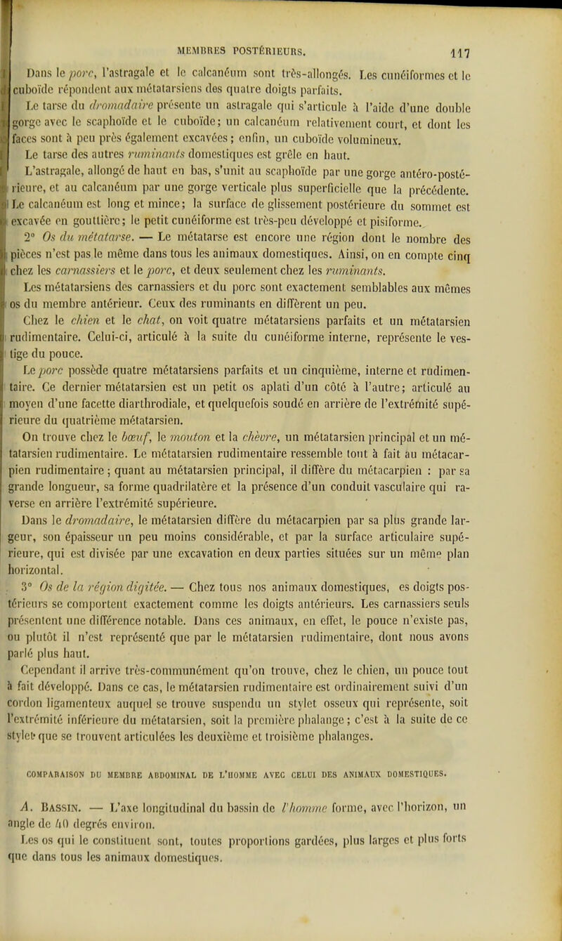 I Dans le porc, l'astragale et lo cnicanéum sont très-allongés. Les cunéiformes et le cnboïdc répondent aux métatarsiens des quatre doigts parfaits. Le tarse du dromadaire présente un astragale qui s'articule h l'aide d'une double ^orgcavec le scaphoïde et le cuboïde; un caicanéum relativement court, et dont les : faces sont îi peu près également excavées; enfin, un cuboïde volumineux. Le tarse des autres ruminants domestiques est grêle en haut. L'astragale, allongé de haut en bas, s'unit au scaphoïde par une gorge antéro-posté- I icure, et au caicanéum par une gorge verticale plus superficielle que la précédente, i.e caicanéum est long et mince; la surface de glissement postérieure du sommet est l'xcavée on gouttière; le petit cunéiforme est très-peu développé et pisiforme., T Os du métatarse. — Le métatarse est encore une région dont le nombre des pièces n'est pas le môme dans tous les animaux domestiques. Ainsi, on en compte cinq I chez les carnassiers et le po7T, et deux seulement chez les ruminants. Les métatarsiens des carnassiers et du porc sont exactement semblables aux mêmes (OS du membre antérieur. Ceux des ruminants en diffèrent un peu. Chez le chien et le chat, on voit quatre métatarsiens parfaits et un métatarsien I rudimentaire. Celui-ci, articulé h la suite du cunéiforme interne, représente le ves- ! tige du pouce. Le p07'c possède quatre métatarsiens parfaits el un cinquième, interne et rudimen- taire. Ce dernier métatarsien est un petit os aplati d'un côte h l'autre; articulé au moyen d'une facette diarthrodiale, et quelquefois soudé en arrière de l'extrémité supé- rieure du quatrième métatarsien. On trouve chez le /jceuf, le mouton et la chèvre, un métatarsien principal et un mé- tatarsien rudimentaire. Le métatarsien rudimentaire ressemble tout à fait au métacar- pien rudimentaire ; quant au métatarsien principal, il diffère du métacarpien : par sa grande longueur, sa forme quadrilatère et la présence d'un conduit vasculaire qui ra- verse en arrière l'extrémité supérieure. Dans le dromadaire, le métatarsien diffère du métacarpien par sa plus grande lar- geur, son épaisseur un peu moins considérable, et par la surface articulaire supé- rieure, qui est divisée par une excavation en deux parties situées sur un même plan horizontal. . 3° Os de la région dirjitée. — Chez tous nos animaux domestiques, es doigts pos- térieurs se comportent exactement comme les doigts antérieurs. Les carnassiers seuls présentent une différence notable. Dans ces animaux, en effet, le pouce n'existe pas, ou plutôt il n'est représenté que par le métatarsien rudimentaire, dont nous avons parlé plus haut. Cependant il arrive très-communément qu'on trouve, chez le chien, un pouce tout 5 fait développé. Dans ce cas, le métatarsien rudimentaire est ordinairement suivi d'un cordon ligamenteux auquel se trouve suspendu un stylet osseux qui représente, soit l'extrémité inférieure du métatarsien, soit la première phalange ; c'est à la suite de ce stylet'que se trouvent articulées les deuxième et troisième phalanges. COMPARAISON DU MEMBRE ABDOMINAL DE L'UOMME AVEC CELUI DES ANIMAUX DOMESTIQUES. A. Bassin. — L'axe longitudinal du bassin de /'Aomme forme, avec l'horizon, un angle de /lO degrés environ. Les os qui le constituent sont, toutes proportions gardées, plus larges et plus forts que dans tous les animaux domestiques.