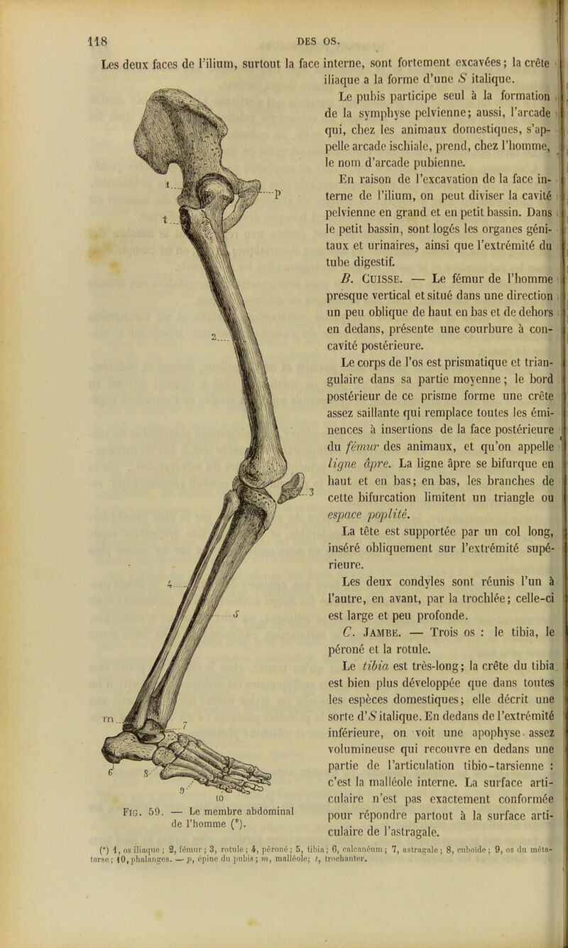 Les deux faces de Tilium, surtout la face interne, sont fortement cxcavées; la crête iliaque a la forme d'une S italique. Le pubis participe seul à la formation de la symphyse pelvienne; aussi, l'arcade qui, chez les animaux domestiques, s'ap- pelle arcade ischiale, prend, chez l'homme, le nom d'arcade pubienne. En raison de l'excavation de la face in- terne de l'ilium, on peut diviser la cavité pelvienne en grand et en petit bassin. Dans . le petit bassin, sont logés les organes géni- taux et urinaires, ainsi que l'extrémité du tube digestif. B. Cuisse. — Le fémur de l'homme • presque vertical et situé dans une direction un peu oblique de haut en bas et de dehors en dedans, présente une courbure à con- cavité postérieure. Le corps de l'os est prismatique et trian- gulaire dans sa partie moyenne ; le bord postérieur de ce prisme forme une crête assez saillante qui remplace toutes les émi- nences à insertions de la face postérieure du fémw- des animaux, et qu'on appelle ligne âpre. La ligne âpre se bifurque en haut et en bas; en bas, les branches de cette bifurcation limitent un triangle ou espace poplité. La tête est supportée par un col long, inséré obliquement sur l'extrémité supé- rieure. Les deux condyles sont réunis l'un à l'autre, en avant, par la trochlée; celle-ci est large et peu profonde. C. Jambe. — Trois os : le tibia, le péroné et la rotule. Le tibia est très-long; la crête du tibia est bien plus développée que dans toutes les espèces domestiques; elle décrit une sorte d'S italique. En dedans de l'extrémité inférieure, on voit une apophyse assez volumineuse qui recouvre en dedans une partie do l'articulation tibio-tarsienne : c'est la malléole interne. La surface arti- culaire n'est pas exactement conformée pour répondre partout à la surface arti- culaire de l'astragale. FiG. 59. — Le membre abdominal de riiomme (*). () d, os iliaque ; 2, f(5iinir ; 3, rotule ; 4, péroric ; 5, tiljin ; G, cnlcnnoiim ; 7, astragale ; 8, cuboido ; 9, os du mùta- turse; iO, phalanges.—épine du [lubis ; IH, malléole; t, trochantcr.
