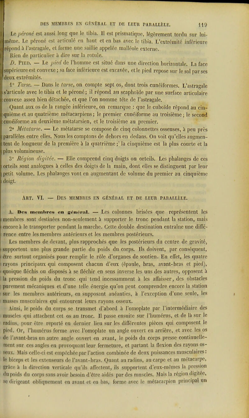 i Le péroné est aussi long que le tibia. II est prismatique, légèrement tordu sur lui- I même. Le péroné est articulé en haut et en bas avec le tibia. L'extrémité inférieure I épond h l'astragale, et forme une saillie appelée malléole externe. Rien de particulier à dire sur la rotule. B. Pied. — Le pied de l'homme est situé dans une direction horizontale. La face 9 supérieure est convexe; sa face inférieure est excavée, et le pied repose sur le sol par ses deux extrémités. 1° larse. — Dans le ta7'se, on compte sept os, dont trois cunéiformes. L'astragale s'articule avec le tibia et le péroné; il répond au scaphoïde par une surface articulaire . convexe assez bien détachée, et que l'on nomme tôte de l'astragale. Quant aux os de la rangée inférieure, on remarque : que le cuboïde répond au cin- quième et au quatrième métacarpiens ; le premier cunéiforme au troisième ; le second xunéiforme au deuxième métatarsien, et le troisième au premier. 2° Métatarse. — Le métatarse se compose de cinq colonnettes osseuses, à peu près parallèles entre elles. Nous les comptons de dehors en dedans. On voit qu'elles augmen- tent de longueur de la première à la quatrième;' la cinquième est la plus courte et la plus volumineuse. 3° Région digitée. — Elle comprend cinq doigts ou orteils. Les phalanges de ces orteils sont analogues à celles des doigts de la main, dont elles se distinguent par leur petit volume. Les phalanges vont en augmentant de volume du premier au cinquième doigt. Art. VL — Des membres en général et de leur parallèle. A. Des membres en général. — Les coloniies brisées que représentent les (membres sont destinées non-seulement à supporter le tronc pendant la station, mais ' encore à le transporter pendant la marche. Cette double destination entraîne une diffé- rence entre les membres antérieurs et les membres postérieurs. Les membres de devant, plus rapprochés que les postérieurs du centre de gravité, • supportent une plus grande partie du poids du corps. Ils doivent, par conséquent, ! être surtout organisés pour remplir le rôle d'organes de soutien. En effet, les quatre I rayons principaux qui composent chacun d'eux (épaule, bras, avant-bras et pied), I ([uoique fléchis ou disposés à se fléchir en sens inverse les uns des autres, opposent à la pression du poids du tronc qui tend incessamment à les affaisser, des obstacles I purement mécaniques et d'une telle énergie qu'on peut comprendre encore la station ! sur les membres antérieurs, en supposant anéanties, à l'exception d'une seule, les I masses musculaires qui entourent leurs rayons osseux. Ainsi, le poids du corps se transmet d'abord îi l'omoplate par l'intermédiaire des : muscles qui attachent cet os au tronc. Il passe ensuite sur l'humérus, et de là sur le radius, pour être reporté en dernier lieu sur les différentes pièces qui composent le pied. Or, l'humérus forme avec l'omoplate un angle ouvert en arrière, et avec les os de l'avant-bras un autre angle ouvert en avant, le poids du corps presse continuelle- ment sur ces angles en provoquant leur fermeture, et partant la flexion des rayons os- seux. Mais celle-ci est empêchée par l'action combinée de deux puissances musculaires: le biceps et les extenseurs de l'avant-bras. Quant au radius, au carpe et au métacarpe, grâce à la direction verticale qu'ils afi'cctent, ils supportent d'eux-mêmes la pression du poids du corps sans avoir besoin d'être aidés par des muscles. Mais la région digitée, se dirigeant obliquement en avant et en bas, forme avec le métacarpien principal un