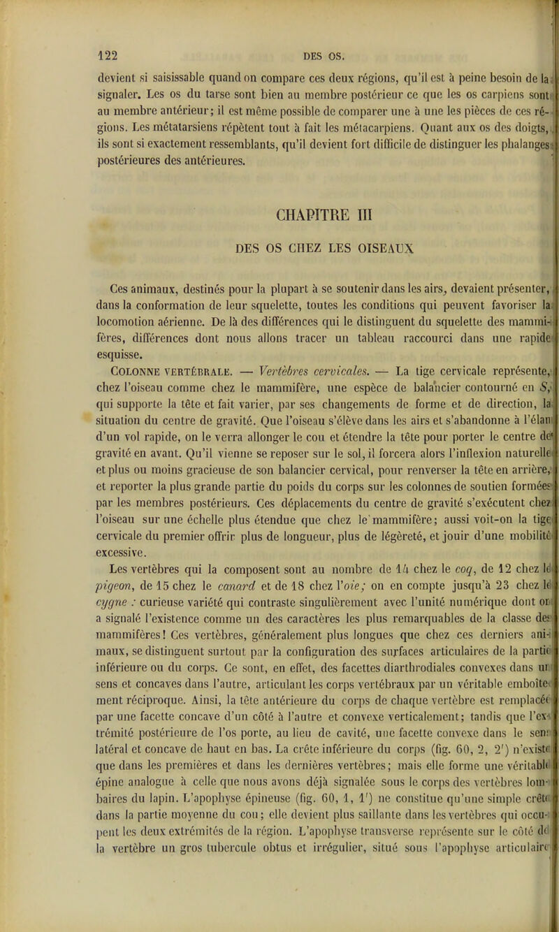 devient si saisissable quand on compare ces deux régions, qu'il est à peine besoin de la i signaler. Les os du tarse sont bien au membre postérieur ce que les os carpiens sont [ au membre antérieur; il est même possible de comparer une à une les pièces de ces rO gions. Les métatarsiens répètent tout îi fait les métacarpiens. Quant aux os des doigts ils sont si exactement ressemblants, qu'il devient fort difficile de distinguer les phalangt postérieures des antérieures. CHAPITRE III DES OS CHEZ LES OISEAUX Ces animaux, destinés pour la plupart h se soutenir dans les airs^ devaient présenter, dans la conformation de leur squelette, toutes les conditions qui peuvent favoriser lai locomotion aérienne. De là des différences qui le distinguent du squelette des mammi-i fères, différences dont nous allons tracer un tableau raccourci dans une rapide esquisse. Colonne vertébrale. — Vertèbres cervicales. — La tige cervicale représente, chez l'oiseau comme chez le mammifère, une espèce de balancier contourné en S, qui supporte la tête et fait varier, par ses changements de forme et de direction, la situation du centre de gravité. Que l'oiseau s'élève dans les airs et s'abandonne à l'élan d'un vol rapide, on le verra allonger le cou et étendre la tête pour porter le centre de' gravité en avant. Qu'il vienne se reposer sur le sol, il forcera alors l'inflexion naturel^ et plus ou moins gracieuse de son balancier cervical, pour renverser la tête en arrière, et reporter la plus grande partie du poids du corps sur les colonnes de soutien formées par les membres postérieurs. Ces déplacements du centre de gravité s'exécutent che^ l'oiseau sur une échelle plus étendue que chez le'mammifère; aussi voit-on la tige cervicale du premier offrir plus de longueur, plus de légèreté, et jouir d'une mobilit excessive. , Les vertèbres qui la composent sont au nombre de 14 chez le coq, de 12 chez k i pigeon, de 15 chez le canard et de 18 chez Voie; on en compte jusqu'à 23 chez k \ cygne : curieuse variété qui contraste singulièrement avec l'unité numérique dont oi a signalé l'existence comme un des caractères les plus l'emarquables de la classe de.' mammifères! Ces vertèbres, généralement plus longues que chez ces derniers ani- maux, se distinguent surtout par la configuration des surfaces articulaires de la parti( inférieure ou du corps. Ce sont, en effet, des facettes diarthrodiales convexes dans ui sens et concaves dans l'autre, articulant les corps vertébraux par un véritable emboîte ment réciproque. Ainsi, la tête antérieure du corps de chaque vertèbre est remplacée par une facette concave d'un côté à l'autre et convexe verticalement; tandis que l'cx trémité postérieure de l'os porte, au lieu de cavité, une facette convexe dans le sen; latéral et concave de haut en bas. La crête inférieure du corps (fig. 60, 2, 2') n'cxistr que dans les premières et dans les dernières vertèbres; mais elle forme une vériiabk épine analogue à celle que nous avons déjà signalée sous le corps des vertèbres lom- baires du lapin. L'apophyse épineuse (fig. 60, 1, 1') ne constitue qu'une simple crêtci; dans la partie moyenne du cou; elle devient plus saillante dans les vertèbres qui occu-i peut les deux extrémités de la région. L'apophyse transverse représente sur le côté dci la vertèbre un gros tubercule obtus et irrégulier, situé sous l'apophyse articulaire