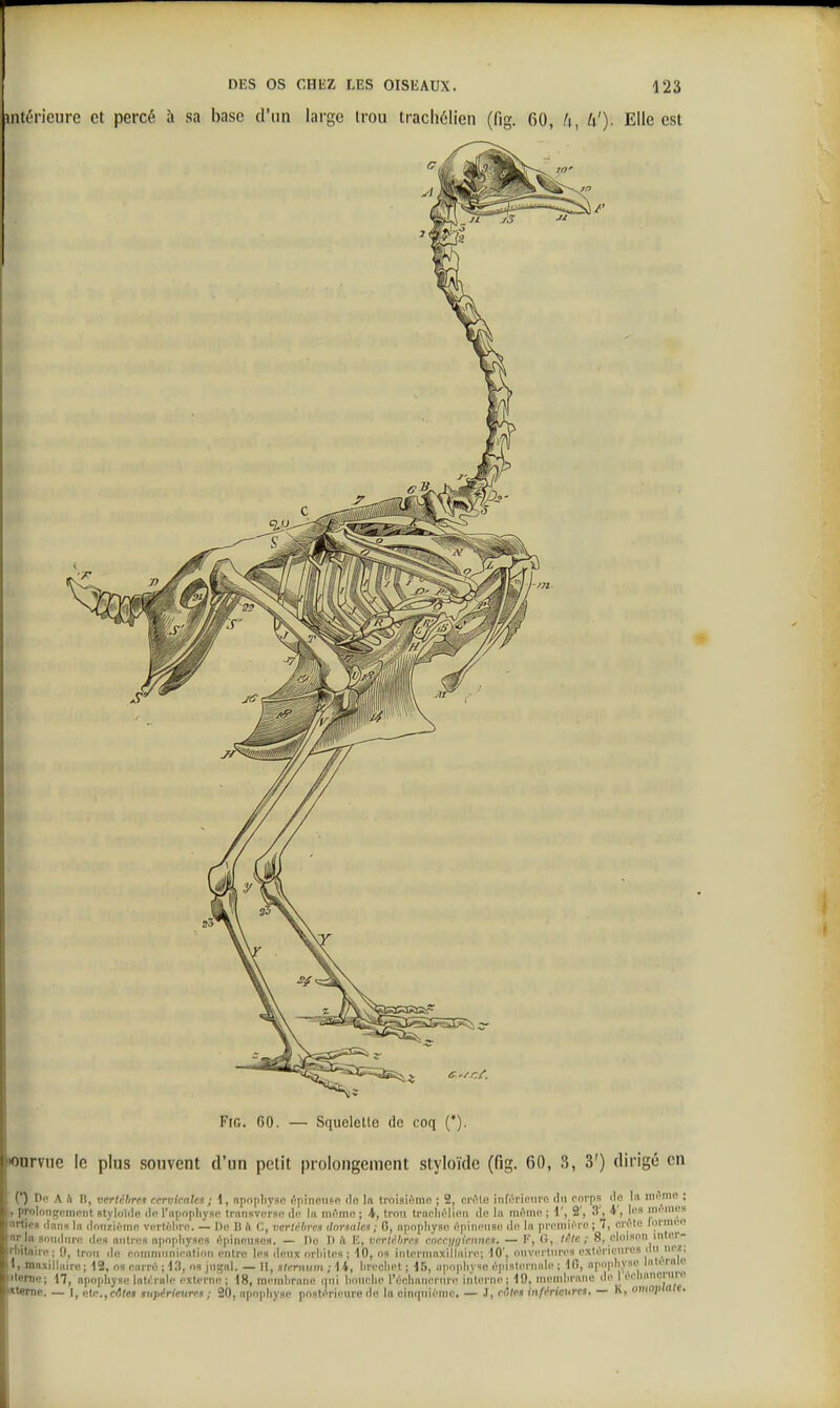 intérieure et percé à sa base d'un large trou tracliélicn (fig. 60, !\, W). Elle est e.'/.r.{. Fifi. 60. — Squelelle de coq (*). •onrvue le plus souvent d'un petit prolongement styloïde (fig. 60, .S, 3') dirigé en (*) Do A A n, vartcUrun ccrvimlca ; 4, fipnpliyse ôpinnupp (lo In troisuMllo ; 2, ci'i'^te infiTiniiro <lii rnrps iln lu iin^mû ; prnlnngeinnnt styloiile ilo l'npnpliysc trniiRversn de In nii'mn j \, trou traplicMinn de la iik'-ihc ; 1', 2', 3', K', li's mi'ine» nrties dnim In dnnzinmc vcrtùhriï. — Di; 1) k C, vcrlèhrnu ilnrmlea ; G, npnpliyai! npincnsn de In pnMiiii'ro ; 7, criMi; loniUM» nr ift anudiin! dcsi nntrtis npopliyses i''pinniiso9. — Mo I) il V,, vfrlnlirrs mccyninincu. — I', Cr, /('/c; 8, cloison inlci'- rbitairn ; 9, trou do cnmninnip'ntioii mlvi; 1ns deux nrliiti-s ; 10, os intonnnxilinin'; 10', oiivi'i liiros oxtc'rieiin-'S 1, maxillaire; 12, 09 enrré ; 13, os jiignl. — II, siernum ; 14, lireoliet ; iTy, npoplivso épislonudo ; 10, npoplivse Inli rnle iterne; 17, apophyse lotcirolc externe ; 18, membrane (|ni lioiielie l'écliniienirn interne; 19, membrane de 1 iVlianoriire Kterne. — I, cte.,c<)(e» lupérieuns ; 20, npophyae pnsti^rienre de la eimpiième. — .1, rôles infMciires. — h, omo;i(a(e.