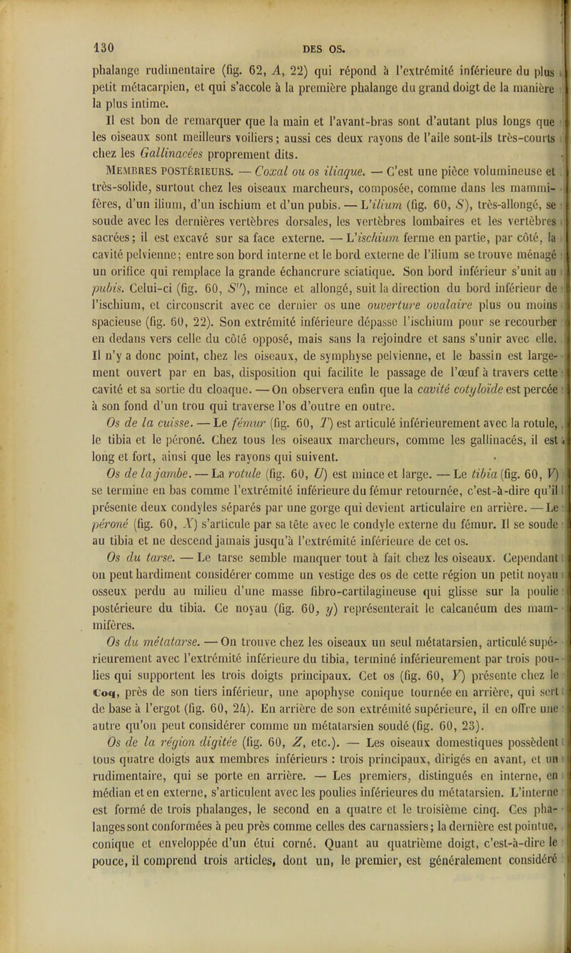 phalange rudiineiitaire (fig. 62, A, 22) qui répond à l'extrémité inférieure du plus • petit métacarpien, et qui s'accole à la première phalange du grand doigt de la manière la plus intime. Il est bon de remarquer que la main et l'avant-bras sont d'autant plus longs que ■ les oiseaux sont meilleurs voiliers ; aussi ces deux rayons de l'aile sont-ils très-courts • chez les Gallinacées proprement dits. •; Membres postérieurs. — Coxal ou os iliaque. — C'est une pièce volumineuse et. très-solide, surtout chez les oiseaux marcheurs, composée, comme dans les mammi- fères, d'un ilium, d'un ischium et d'un pubis. — Vilium (fig. 60, S), très-allongé, se soude avec les dernières vertèbres dorsales, les vertèbres lombaires et les vertèbres sacrées; il est excavé sur sa face externe. —Vischium ferme en partie, par côté, la cavité pelvieime; entre son bord interne et le bord externe de l'ilium se trouve ménagé un orifice qui remplace la grande échancrure sciatique. Son bord inférieur s'unit au pubis. Celui-ci (fig. 60, S), mince et allongé, suit la direction du bord inférieur de l'ischium, et circonscrit avec ce dernier os une ouverture ovalaire plus ou moins spacieuse (fig. 60, 22). Son extrémité inférieure dépasse l'ischium pour se recourber en dedans vers celle du côté opposé, mais sans la rejoindre et sans s'unir avec elle. Il n'y a donc point, chez les oiseaux, de symphyse pelvienne, et le bassin est large- ment ouvert par en bas, disposition qui facilite le passage de l'œuf h travers celte cavité et sa sortie du cloaque. —On observera enfin que la cavité cotyloïde est percée à son fond d'un trou qui traverse l'os d'outre en outre. Os de la cuisse. — Le fémur (fig, 60, T) est articulé inférieurement avec la rotule, le tibia et le péroné. Chez tous les oiseaux marcheurs, comme les gallinacés, il est « long et fort, ainsi que les rayons qui suivent. Os de la jambe. — La rotule (fig. 60, U) est mince et large. —Le tibia (fig. 60, V) se termine en bas comme l'extrémité inférieure du fémur retournée, c'est-à-dire qu'il! présente deux condyles séparés par une gorge qui devient articulaire en arrière. —Le : péroné (fig. 60, X) s'articule par sa tête avec le condyle externe du fémur. Il se soude au tibia et ne descend jamais jusqu'à l'extrémité inférieure de cet os. Os du tarse. — Le tarse semble manquer tout à fait chez les oiseaux. Cependant i on peut hardiment considérer comme un vestige des os de cette région un petit noyau i osseux perdu au milieu d'une masse ûbro-cartilagineuse qui glisse sur la poulie postérieure du tibia. Ce noyau (fig. 60, y) représenterait le calcanéum des mam- mifères. Os du métatarse. —Ou trouve chez les oiseaux un seul métatarsien, articulé supé- rieurement avec l'extrémité inférieure du tibia, terminé inférieurement par trois pou- lies qui supportent les trois doigts principaux. Cet os (fig. 60, Y) présente chez le Coq, près de son tiers inférieur, une apophyse conique tournée en arrière, qui sert • de base à l'ergot (fig. 60, 2(x). En arrière de son extrémité supérieure, il en oITre une autre qu'on peut considérer comme un métatarsien soudé (fig. 60, 23). Os de la région digitée (fig. 60, Z, etc.). — Les oiseaux domestiques possèdent i tous quatre doigts aux membres inférieurs : trois principaux, dirigés en avant, et un ' rudimentaire, qui se porte en arrière. — Les premiers, distingués en interne, en iTiédian et en externe, s'articulent avec les poulies inférieures du métatarsien. L'interne est formé de trois phalanges, le second en a quatre et le troisième cinq. Ces plia- • langes sont conformées à peu près comme celles des carnassiers; la dernière est pointue,. conique et enveloppée d'un étui corné. Quant au quatrième doigt, c'esl-à-dire le pouce, il comprend trois articles, dont un, le premier, est généralement considéré