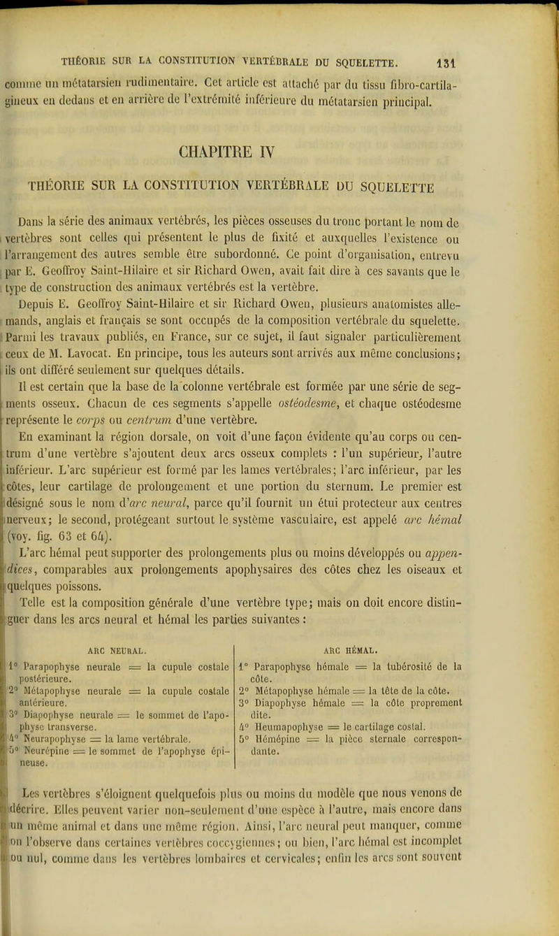 comme un métatarsien rudimentaiie. Cet article est altacliô par du tissu fibro-cartila- •jiiieux eu dedans et en arrière de l'extrémité inférieure du métatarsien principal. CHAPITRE IV THÉORIE SUR LA CONSTITUTION VERTÉBRALE DU SQUELETTE Dans la série des animaux vertébrés, les pièces osseuses du tronc portant le nom de I vertèbres sont celles qui présentent le plus de fixité et auxquelles l'existence ou . l'arrangement des autres semble être subordonné. Ce point d'organisation, entrevu par E, GeolVroy Saint-Ililairc et sir Richard Owen, avait fait dire à ces savants que le type de construction des animaux vertébrés est la vertèbre. Depuis E. Geoll'roy Saint-Hilaire et sir Richard Owen, plusieurs anatomistes alle- mands, anglais et français se sont occupés de la composition vertébrale du squelette. Parmi les travaux publiés, en France, sur ce sujet, il faut signaler particulièrement I ceux de M. Lavocat. En principe, tous les auteurs sont arrivés aux même conclusions; ils ont différé seulement sur quelques détails. Il est certain que la base de la colonne vertébrale est formée par une série de seg- ments osseux. Chacun de ces segments s'appelle ostéodesme, et chaque ostéodesme représente le co?'ps ou centriim d'une vertèbre. En examinant la région dorsale, on voit d'une façon évidente qu'au corps ou ceu- trum d'une vertèbre s'ajoutent deux arcs osseux complets : l'uu supérieur, l'autre inférieur. L'arc supérieur est formé par les lames vertébrales; l'arc inférieur, par les : côtes, leur cartilage de prolongement et une portion du sternum. Le premier est Idésigné sous le nom d'arc neural, parce qu'il fournit un étui protecteur aux centres inerveux; le second, protégeant surtout le système vasculaire, est appelé arc liémal (voy. fig. 63 et 64). L'arc hémal peut supporter des prolongements plus ou moins développés ou appen- 'dices, comparables aux prolongements apophysaires des côtes chez les oiseaux et quelques poissons. Telle est la composition générale d'une vertèbre type; mais on doit encore distin- guer dans les arcs neural et hémal les parties suivantes : Ane NEURAL. 1° Parapophyse neurale = la cupule costale postérieure. '2' Mélapophyse neurale = la cupule costale antérieure. 3 Diapophyse neurale = le sommet de l'apo- physe Iransverse. 4 Neurapophyse = la lame vertébrale. 5' Neurôpinc = le sommet de l'apopliyse épi- neuse. ARC HÉMAL. 1° Parapophyse hémale = la lubérosilé de la côte. 2° Métapophyse hémale = la tête de la côte. 3° Diapophyse hémale = la côte proprement dite. Il Hcumapophyse = le cartilage coslal. 5° Hcmépine = la pièce sternale correspon- dante. Les vertèbres s'éloignent quelquefois plus ou moins du modèle que nous venons de décrire. Elles peuvent varier non-seulenient d'une espèce à l'autre, mais encore dans lun même animal et dans une même région. Ainsi, l'arc neural peut manquer, comme on l'observe dans certaines vertèbres coccygienncs; ou bien, l'arc hémal est incomplet ou nul, comme dans les vertèbres lombaires et cervicales; enfin les arcs sont souvent