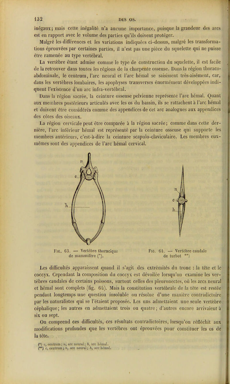 inégaux; mais celte inégalité n'a aucune importance, puisque la grandeur des arcs est en rapport avec le volume des parties qu'ils doivent protéger. Malgré les différences et les variations indiquées ci-dessus, malgré les transforma- tions éprouvées par certaines parties, il n'est pas une pièce du squelette qui ne puisse être ramenée au type vertébral, La vertèbre étant admise comme le type de construction du squelette, il est facile de la retrouver dans toutes les régions de la charpente osseuse. Dans la région tlioraco- abdominale, le centrum, l'arc nenral et l'arc hémal se saisissent très-aisément, car, dans les vertèbres lombaires, les apophyses transverses énormément développées indi- quent l'existence d'un arc infra-vertébral. Dans la région sacrée, la ceinture osseuse pelvienne représente l'arc hémal. Quant aux membres postérieurs articulés avec les os du bassin, ils se rattachent à l'arc hémal et doivent être considérés comme des appendices de cet arc analogues aux appendices des côtes des oiseaux. La région cervicale peut être comparée à la région sacrée; comme dans cette der- nière, l'arc inférieur hémal est représenté par la ceinture osseuse qui supporte les membres antérieurs, c'est-à-dire la ceinture scapulo-claviculaire. Les membres eux- mêmes sont des appendices de l'arc hémal cervical. Les difficultés apparaissent quand il s'agit des extrémités du tronc : la tête et le coccyx. Cependant la composition du coccyx est dévoilée lorsqu'on examine les ver- tèbres caudales de certains poissons, surtout celles des pleuronectcs, où les arcs neural et hémal sont complets (fig. 64). Mais la constitution vertébrale de la tête est restée pendant longtemps une question insoluble ou résolue d'une manière contradictoire par les naturalistes qui se l'étaient proposée. Les uns admettaient une seule vertèbre céphalique; les autres en admettaient trois ou quatre; d'autres encore arrivaient à six ou sept. On comprend ces difficultés, ces résultats contradictoires, lorsqu'on réfléchit aux modifications profondes que les vertèbres ont éprouvées pour constituer les os de la tête. FiG. 63. — Vertèbre ttioraciquc de mammifère (*). Fig. 6i. — Vertèbre caudale de turbot **) (*) c, centrum; n, arc neural; II, ai'c liémal. (**) c, centrum ; n, arc noural j h, urc hémal. f I i