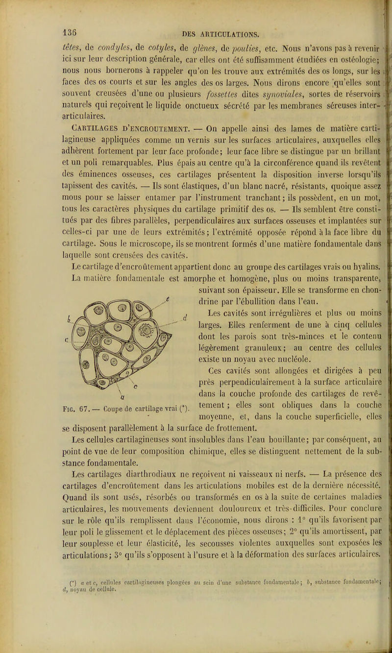 têtes, de condyles, de cotyles, de glènes, de poulies, etc. Nous n'avons pas à revenir ici sur leur description générale, car elles ont été suffisamment étudiées en ostéologie; nous nous bornerons à rappeler qu'on les trouve aux extrémités des os longs, sur les faces des os courts et sur les angles des os larges. Nous dirons encore 'qu'elles sont souvent creusées d'une ou plusieurs fossettes dites synoviales, sortes de réservoirs naturels qui reçoivent le liquide onctueux sécrété par les membranes séreuses inter- articuiaires. Cartilages d'encroûtement. — On appelle ainsi des lames de matière carti- lagineuse appliquées comme un vernis sur les surfaces articulaires, auxquelles elles adhèrent fortement par leur face profonde; leur face libre se distingue par un brillant et un poli remarquables. Plus épais au centre qu'à la circonférence quand ils revêtent des éminences osseuses, ces cartilages présentent la disposition inverse lorsqu'ils tapissent des cavités. — Ils sont élastiques, d'un blanc nacré, résistants, quoique assez mous pour se laisser entamer par l'instrument tranchant; ils possèdent, en un mot, tous les caractères physiques du cartilage primitif des os. — Ils semblent être consti- tués par des fibres parallèles, perpendiculaires aux surfaces osseuses et implantées sur celles-ci par une de leurs extrémités ; l'extrémité opposée répond à la face libre du cartilage. Sous le microscope, ils se montrent formés d'une matière fondamentale dans laquelle sont creusées des cavités. Le cartilage d'encroûtement appartient donc au groupe des cartilages vrais ou hyalins. La matière fondamenlale est amorphe et homogène, plus ou moins transparente-, suivant son épaisseur. Elle se transforme en chon- drine par l'ébullition dans l'eau. m Les cavités sont irrégulières et plus ou moins ' larges. Elles renferment de une à cinq cellules dont les parois sont très-minces et le contenu légèrement granuleux; au centre des cellules existe un noyau avec nucléole. Ces cavités sont allongées et dirigées à peu ' près perpendiculairement à la surface articulaire dans la couche profonde des cartilages de revê- FiG. 67.-Coupe de cartilage vrai O. t^ment ; elles sont obliques dans la couche moyenne, et, dans la couche superficielle, elles se disposent parallèlement à la surface de frottement. Les cellules cartilagineuses sont insolubles dans l'eau bouillante; par conséquent, au point de vue de leur composition chimique, elles se distinguent nettement de la sub- ( stance fondamentale. Les cartilages diarthrodiaux ne reçoivent ni vaisseaux ni nerfs. — La présence des cartilages d'encroûtement dans les articulations mobiles est de la dernière nécessité. ' Quand ils sont usés, résorbés ou transformés en os à la suite de certaines maladies ! articulaires, les mouvements deviennent douloureux et très-difficiles. Pour conclure sur le rôle qu'ils remplissent dans l'économie, nous dirons : 1 qu'ils favorisent par leur poli le glissement et le déplacement des pièces osseuses; T qu'ils amortissent, par leur souplesse et leur élasticité, les secousses violentes auxquelles sont exposées les articulations; 3 qu'ils s'opposent à l'usure et à la déformation des surlaces articulaires. (*) acte, pelliiles corliliigineuses plongûcs on sein il'une substance fondomentnlo; h, substance fondonicntolo; rf, noyau de cellule. ^1