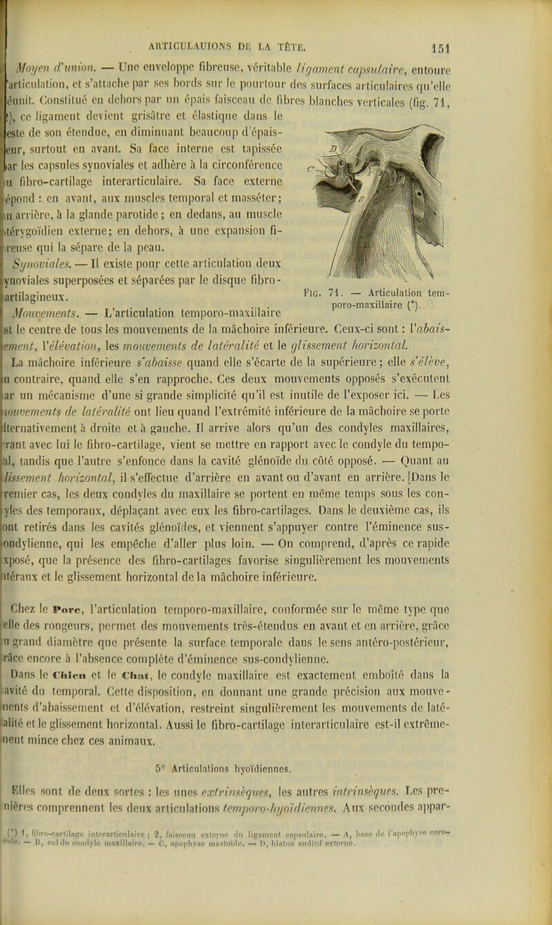 .)/o//en d'union. — Une envcloppo fibrcnso, véritable ligament cupsulaire, entoure articulation, et s'attache par ses bords sur le pourtour des surfaces articulaires qu'elle L'iiiiit. Constitué en dehors par un épais faisceau de fibres blanches verticales (fig. 71, ), ce ligament devient grisâtre et élastique dans le este de son étendue, en diminuant beaucoup d'épais- enr, surtout en avant. Sa face interne est tapissée ir les capsules synoviales et adhère \\ la circonférence M fibro-cartilage interarticulaire. Sa face externe l'poiid :. en avant, aux muscles temporal et massétcr; Il arrière, h la glande parotide ; en dedans, au muscle Il rygoïdien externe; en dehors, à une expansion fi- I liise qui la sépare de la peau. S//noviales. — Il existe pour cette articulation deux \ noviales superposées et séparées par le disque fibro- 1 iiui-iui^ui — Articulation tem- ,r° ' ' ^, . , . .,1 • poro-maxillaire (*). Mouvements. — L articulation temporo-maxillaire ist le centre de tous les mouvements de la mâchoire inférieure. Ceux-ci sont : Vabais- ement, Vélévation, les mouvements de latéralité et le glissement horizontal. La mâchoire inférieure s'abaisse quand elle s'écarte de la supérieure ; elle s'élève, a contraire, quand elle s'en rapproche. Ces deux mouvements opposés s'exécutent ar un mécanisme d'une si grande simplicité qu'il est inutile de l'exposer ici. — Les lovvements de latéralité ont lieu quand l'extrémité inférieure de la mâchoire se porte Iternativement à droite et à gauche. Il arrive alors qu'un des condyles maxillaires. Tant avec lui le fibro-cartilage, vient se mettre en rapport avec le condyle du tempo- bl, tandis que l'autre s'enfonce dans la cavité glénoïde du côté opposé. — Quant au lissement horizontal, il s'effectue d'arrière en avant ou d'avant en arrière. [Dans le remier cas, les deux condyles du maxillaire se portent en même temps sous les con- yles des temporaux, déplaçant avec eux les fibro-cartilages. Dans le deuxième cas, ils ont retirés dans les cavités glénoïdes, et viennent s'appuyer contre l'éminence sus- ondylienne, qui les empêche d'aller plus loin. — On comprend, d'après ce rapide xposé, que la présence des fibro-carlilages favorise singulièrement les mouvements ïtéraux et le glissement horizontal delà mâchoire inférieure. Chez le Porc, l'articulation teinporo-maxillaire, conformée sur le même type que ielle des rongeurs, permet des mouvements très-étendus en avant et en arrière, grâce n grand diamètre que présente la surface temporale dans le sens antéro-postérieur, irâce encore à l'absence complète d'éminencc sus-condylienne. Dans le Chien et le Chat, le condvie maxillaire est exactement emboîté dans la avité du temporal. Cette disposition, en donnant une grande précision aux mouve- nents d'abaissement et d'élévation, restreint singulièrement les mouvements de laté- aliié et le glissement horizontal. Aussi le fibro-cartilage interarticulaire est-il extrême- nent mince chez ces animaux. 5 Articulations hyoïdiennes. Elles sont de deux sortes : les unes extrinsèques, les autres intrinsèques. Les prc- Tiières comprennent les deux articulations tem.poro-hyoïdiennes. Aux secondes a])par- (*) I, filirn-onrlilnu;n iiilcrnrticiilnirc ; 2, fnisopnn nxlorno ilii lignmnnl cnpsiilnii'n. — A, linsi- ilc l'apnpliypc foro- nlile. — 11, col (lu ™navli> timjcilliiiro. — iipnpliyse mnstoliln. — I), liintiis niiditif cxtpriie.