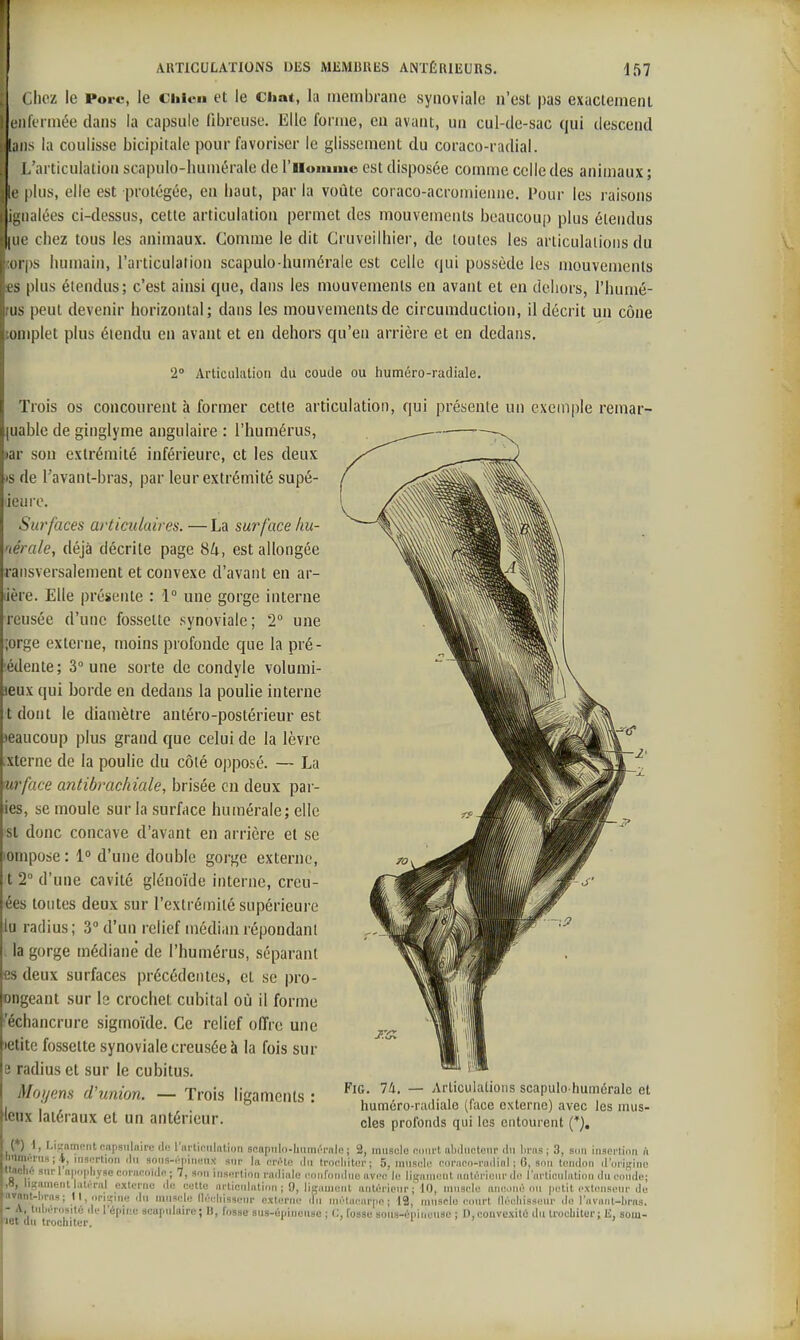 Clicz le Porc, le Chien et le Chat, la membrane synoviale n'est pas exactement L'iilcmiée dans la capsule (ibreiise. Elle forme, en avant, un cul-de-sac qui descend ans la coulisse bicipitale pour favoriser le glissement du coraco-radial. l/articulation scapulo-luimérale de l'iloniiuc est disposée comme celle des animaux ; (■ plus, elle est protégée, en haut, par la voûte coraco-acromienne. Pour les raisons ii;iialées ci-dessus, cette articulation permet des mouvements beaucoup plus étendus HU' chez tous les animaux. Comme le dit Cruvcilhier, de toutes les articulations du i i ps humain, l'articulation scapulo-humérale est celle qui possède les mouvements ls plus étendus; c'est ainsi que, dans les mouvements en avant et en dehors, l'humé- iis peut devenir horizontal; dans les mouvements de circumduction, il décrit un cône complet plus étendu en avant et en dehors qu'en arrière et en dedans. 2° Articulation du coude ou huméro-radiale. Trois os concourent à former cette articulation, qui présente un exemple remar- quable de ginglyme angulaire : l'humérus, »ar son extrémité inférieure, et les deux is de Pavant-bras, par leur extrémité supé- ieure. Surfaces articulaires. — La surface hu- nérale, déjà décrite page 84, est allongée raiisversalement et convexe d'avant en ar- lière. Elle présente : 1° une gorge interne reusée d'une fossette synoviale; 2° une ;orge externe, moins profonde que la pré- 'édente; 3° une sorte de condyle volumi- ieux qui borde en dedans la poulie interne t dont le diamètre antéro-postérieur est •eaucoup plus grand que celui de la lèvre xterne de la poulie du côté opposé. — La nrface antibrachiale, brisée en deux par- ies, se moule sur la surface humérale; elle st donc concave d'avant en arrière et se ompose : 1» d'une double gorge externe, t 2 d'une cavité glénoïde interne, creu- ées toutes deux sur l'extrémité supérieure lu radius; 3 d'un relief médian répondant la gorge médiane de l'humérus, séparant es deux surfaces précédentes, et se pro- ongeant sur le crochet cubital où il forme 'échancrure sigmoïde. Ce relief offre une letite fossette synoviale creusée à la fois sur e radius et sur le cubitus. Moyens d'union. — Trois ligaments : leux latéraux et un antérieur. Fi6. 74. — Articulations scapulo-humérale et hunaéro-radialo (face externe) avec les mus- cles profonds qui les entourent ( ) I, Lir^nmciit pnpsulaire df: l'nrtifMilatiou scapiiln-luuni'rnle i 2, muscle noiirt abducteur du liras ; 3, son iiisertinn à BMni.'i-iis ; 1, insnrtion cMi sons-.'pineux sur la enHe ilu tronliitei'; 5, muscle conico-railinl ; 6, smi lontlon d'ori^^ino tinc le sur 1 npiipliyse cofaeoide ; 7, sou inseftion rndiule coiirouilue avec le llk'nuieul autérieiu' de l'urticnlatiou du eeude; lameutlaléral externe de cette nrticuintinn ; 9, ligament antOriour 10, muscle anc.iné nu rietit extenseur de •liras; 11,1)--- ' 1. if- . ' . ..... ' . .. iiliénisilé dt let du trochiter. vant-liras; Il .)ris;ine du muscle llétdiisseur c.Kturne du métacarpe; 42, muscle court llécliisseiir île l'avant-lirns. - A, luljcrosilé delepiiie acttpulaire; 1), fosse sus-épineuse ; C, fosse sous-épineuse ; D,eonve.\llé du trocbiter; E, som-