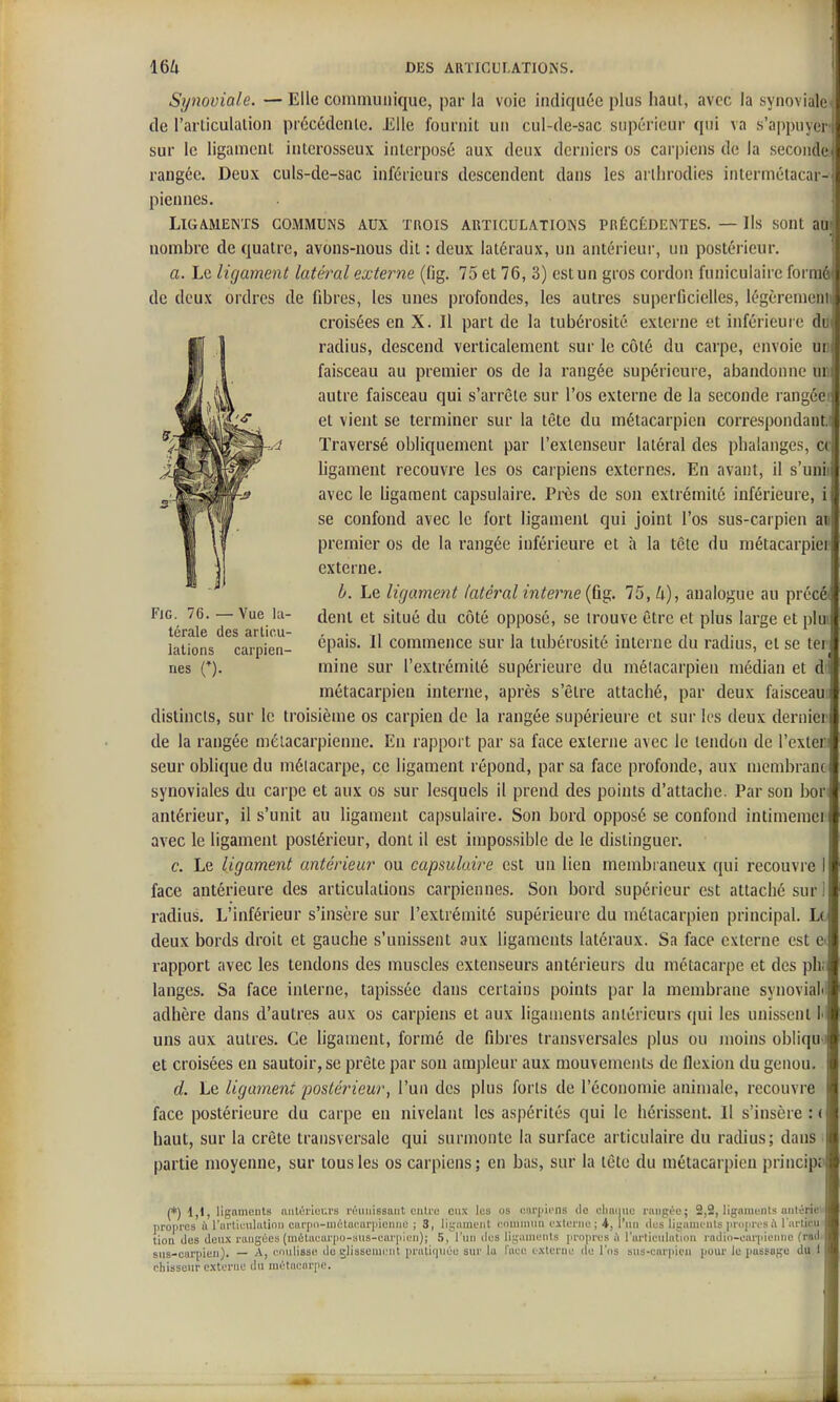 Synoviale. — Elle communique, par la voie indiquée plus haut, avec la synoviale ■ de l'articulation précédente. Elle fournit un cul-de-sac supérieur qui va s'appuyer sur le ligament interosseux interposé aux deux derniers os carpiens de la seconde^ rangée. Deux culs-de-sac inférieurs descendent dans les arlhrodies intermétacar- piennes. Ligaments communs aux trois articulations précédentes. — Ils sont au nombre de quatre, avons-nous dit : deux latéraux, un antérieur, un postérieur. a. Le ligament latéral externe (fig. 75 et 76, 3) estun gros cordon funiculaire formé de deux ordres de fibres, les unes profondes, les autres superficielles, légèremeiii croisées en X. Il part de la tubérosité externe et inférieur e di; radius, descend verticalement sur le côté du carpe, envoie ui faisceau au premier os de la rangée supérieure, abandonne ui autre faisceau qui s'arrête sur l'os externe de la seconde rangée | et vient se terminer sur la tête du métacarpien correspondant. Traversé obliquement par l'extenseur latéral des phalanges, c< ligament recouvre les os carpiens externes. En avant, il s'unii avec le hgament capsulaire. Près de son extrémité inférieure, i se confond avec le fort ligament qui joint l'os sus-carpien an premier os de la rangée inférieure et à la tête du métacarpiei externe. b. Le ligament latéral interne {ùg:. 75, U), analogue au précé FiG. 76. — Vue kl- et situé du côté opposé, se trouve être et plus large et plur IcrQlc des srticU lations caipien- <^P''>'s. H commence sur la tubérosité interne du radius, et se ter nés (*). mine sur l'extrémité supérieure du métacarpien médian et d métacarpien interne, après s'être attaché, par deux faisceau distincts, sur le troisième os carpien de la rangée supérieure et sur les deux dernier de la rangée métacarpienne. En rapport par sa face externe avec le tendon de l'exter seur oblique du mélacar-pe, ce ligament répond, par sa face profonde, aux membrane synoviales du carpe et aux os sur lesquels il prend des points d'attache. Par son bor antérieur, il s'unit au ligament capsulaire. Son bord opposé se confond intimemei avec le ligament postérieur, dont il est impossible de le distinguer. c. Le ligament antérieur ou capsulaire est un lien membraneux qui recouvre face antérieure des articulations carpiennes. Son bord supérieur est attaché sur radius. L'inférieur s'insèi'e sur l'extrémité supérieure du métacarpien principal. Le deux bords droit et gauche s'unissent aux ligaments latéraux. Sa face externe est et rapport avec les tendons des muscles extenseurs antérieurs du métacarpe et des ph; langes. Sa face interne, tapissée dans certains points par la membrane synovial adhèi-e dans d'autres aux os carpiens et aux ligaments antérieurs qui les unissent l uns aux autres. Ce ligament, formé de fibres transversales plus ou moins obiiqU' et croisées en sautoir, se prête par son ampleur aux mouvements de flexion du genou. d. Le ligament postérieur, l'un des plus forts de l'économie animale, recouvre face postérieure du carpe eu nivelant les aspérités qui le hérissent. Il s'insère : ( haut, sur la crête transversale qui surmonte la sui'face articulaii-e du i-adius; dans partie moyenne, sur tous les os carpiens; en bas, sur la tête du métacarpien princip; (*) 1,1, ligaments nntérleva's l'éiiiiiBsaiit entre eux les os eai'ijiiMis île cliaiiiio rangée; 2,2, lignnienls aiiléric propres à l'artieulation carpii-métacarpionne ; 3, ligament ('omnnin csleriie ; i, l'nn îles liganiunts priipri^sà 1 arlicu tioa (les dcu.\ rangées (métiii;arpo-3us-ear[Hen); 5, l'nn îles ligaments propres à l'articnlation railio-earpienne (rail, sns-earpieii). — A, coulisse du glissement pratiquée sur la fiiee externe île l'os sns-enrpicn pour le passage du i chisseur externe du métaenrpe.