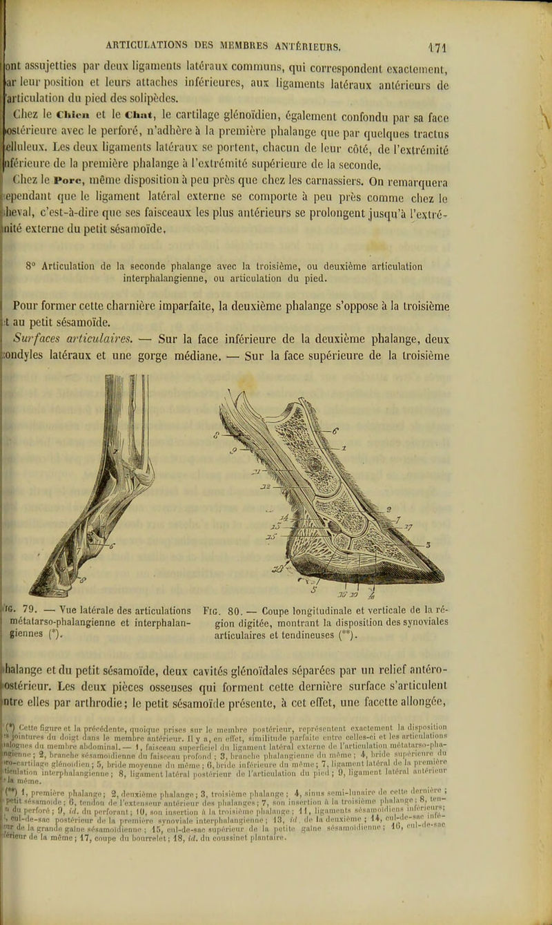 ARTICULATIONS DES MEMBRES ANTÉRIEURS. 171 ont assujetties par deux ligamenis latéraux communs, qui correspondent cxaclcmcnt, ar leur position et leurs attaches inférieures, aux ligaments latéraux antérieurs de ' 'articulation du pied des solipèdes. Cliez le Chîcn et le chat, le cartilage glénoïdien, également confondu par sa face loslérieurc avec le perforé, n'adhère à la première phalange que par quelques traclus eiltileux. Les deux ligaments latéraux se portent, chacun de leur côté, de l'extrémité rieure de la première phalange ;i l'extrémité supérieure de la seconde, Chez le Porc, même disposition à peu près que chez les carnassiers. On remarquera 1 IHiidant que le ligament latéral externe se comporte à peu près comme chez le licval, c'est-à-dire que ses faisceaux les plus antérieurs se prolongent jusqu'à l'extré- iiité externe du petit sésainoïde. 8 Articulation de la seconde phalange avec la troisième, ou deuxième articulation interphalangienne, ou articulation du pied. Pour former cette charnière imparfaite, la deuxième phalange s'oppose à la troisième !t au petit sésamoïde. Suj'faces articulaires. — Sur la face inférieure de la deuxième phalange, deux londyles latéraux et une gorge médiane. — Sur la face supérieure de la troisième lie 79. — Vue latérale des articulations métatarso-ptialangienne et interphalan- giennes (*), Fie. 80. — Coupe longitudinale et verticale de la ré- gion digitée, montrant la disposition des synoviales articulaires et tendineuses (**). lhalange et du petit sésamoïde, deux cavités glénoïdales séparées par un relief antéro- lOStérieur. Les deux pièces osseuses qui forment cette dernière surface s'articulent ntre elles par arthrodie; le petit sésamoïde présente, à cet effet, une facette allongée, '(*) '-elle ri?urp et In nrfojÉdentn, (MiniqiK! prises giir le meinlii'o nnslùr'iRnr, représentent e.xnetcnient In ilispnsilion '9 jointures du doi^çt diins le membre nntf'rieur. Il y n, en ed'et, similitinle pnrfnile entre celles-ei et les nrlicnliilioiis lalognes du memlire nlidominni.— 1, fniscenii superfieiel du lignment latéral externe de l'nrtieulntion mélnlnrsii-plin- sn^ienne ; 2, brnnelie sésnmnidienne du fniseemi jirofnnd ; 3, liriinelie pludnnsienne d(i nn^me ; briile snpéncnre du iriilnse glénonlien ; 5, bride moyenne du même ; 0, bride inférieure dn'niéme ; 7, li.ïnment latéral du In première 'ion interphnlaniçienne ; 8, liiçnmenl latéral pnslérienr du rarticulatiou du pied; 9, ligament Intérnl nnténeur M^me. () I, première plinlaniçn; 2, deuxième phalange; 3, troisième plinlangc ; 4, sinus semi-lumiire de eelti! ilerniere ; [■lit nésamoide; 6, tendon de l'extfînseur antérieur des plialnniçes ; 7, son insertion A In troisième plininnge ; «, len- lin perforé; 9, id. du perforant; 10, son insertion fi In troisièliie plialniie;e ; il, ligaments sésnnioldiens inlerieiirs; ■, md-de-sae postérieur de la nremière synoviale interplinlnniiienne ; 1,3, Ul. de In den.\ième ; d4, ^'''''''i',1 - - synoviale interplialnngi In grande gaine sésnmoidienne ; 15, eul-do-sne supérieur dn la petite gaine ir de In même ; 17, coupe du bourrelet; 18, iil. du coussinet plantoire. sésunioidienne l(i eul-de-snc 1