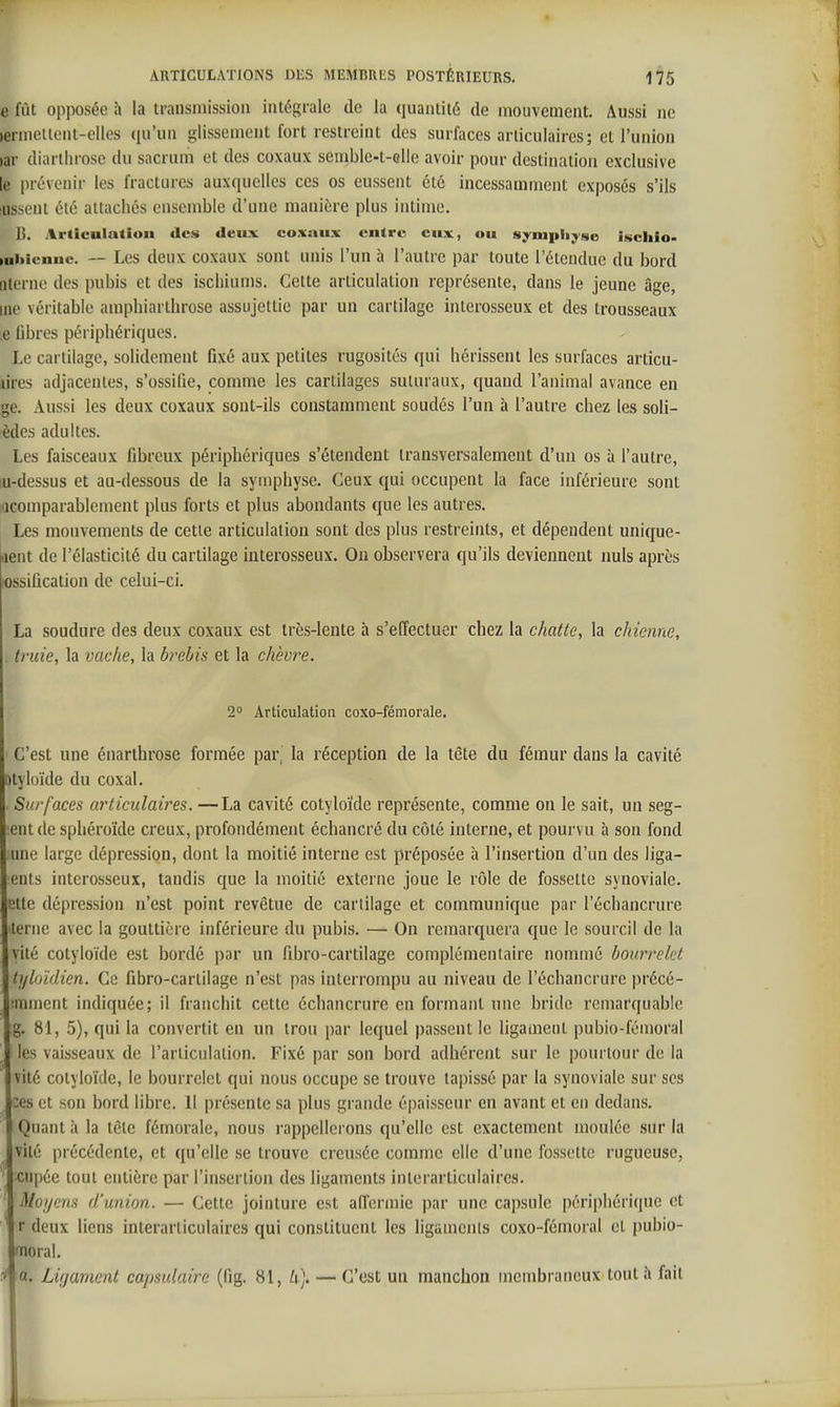 e fût opposée à la transmission intégrale de la quantité de mouvement. Aussi ne )ennellent-elles qu'un glissement fort restreint des surfaces articulaires; et l'union )ar diarllirose du sacrum et des coxaux semble-t-cl!e avoir pour destination exclusive le prévenir les fractures auxquelles ces os eussent été incessamment exposés s'ils lussent été attachés ensemble d'une manière plus intime. 1]. Articulation des deux coxaux entre eux, ou sympliyse ischio- tabionuc. — Lc'S dcux coxaux sont unis l'un à l'autre par toute l'étendue du bord nlernc des pubis et des iscliiums. Cette articulation représente, dans le jeune âge, me véritable amphiarthrose assujettie par un cartilage interosseux et des trousseaux Le libres périphériques. Le cartilage, solidement fixé aux petites rugosités qui hérissent les surfaces articu- ïires adjacentes, s'ossifie, comme les cartilages suluraux, quand l'animal avance en ge. Aussi les deux coxaux sout-ils constamment soudés l'un à l'autre chez les soli- èdes adultes. Les faisceaux fibreux périphériques s'étendent transversalement d'un os à l'autre, lu-dessus et au-dessous de la symphyse. Ceux qui occupent la face inférieure sont acomparablement plus forts et plus abondants que les autres. Les mouvements de cette articulation sont des plus restreints, et dépendent unique- aent de l'élasticité du cartilage interosseux. On observera qu'ils deviennent nuls après lOssiûcalion de celui-ci. La soudure des deux coxaux est très-lente à s'effectuer chez la chatte, la chienne, . truie, la vache, la brebis et la chèvre. 2° Articulation coxo-fémorale. C'est une énarlhrose formée par, la réception de la tête du fémur dans la cavité Dtyloïde du coxal. . Surfaces articulaires. —La cavité cotyloide représente, comme on le sait, un seg- ■ent de spliéroïde creux, profondément échancré du côté interne, et pourvu à son fond lunc large dépression, dont la moitié interne est préposée à l'insertion d'un des liga- ents interosseux, tandis que la moitié externe joue le rôle de fossette synoviale. Ette dépression n'est point revêtue de cartilage et communique par l'échancrure ■terne avec la gouttière inférieure du pubis. — On remarquera que le sourcil de la yité cotyloïde est bordé par un fibro-cartilage complémentaire nommé bourrelet ti/loïdien. Ce fibro-cartilage n'est pas interrompu au niveau de l'échancrure précé- Mnment indiquée; il franchit cette échancrure en formant une bride remarquable g. 81, 5), qui la convertit en un trou par lequel passent le ligament pubio-féuioral les vaisseaux de l'articulation. Fixé par son bord adhérent sur le pourtour de la vité cotyloïde, le bourrelet qui nous occupe se trouve tapissé par la synoviale sur ses :es et son bord libre. Il présente sa plus grande épaisseur en avant et en dedans. Quant à la tête fémorale, nous rappellerons qu'elle est exactement moulée sur la vilé précédente, et qu'elle se trouve creusée comme elle d'une fossette rugueuse, cupée tout entière par l'insertion des ligaments interarticulaires. ' Moyens d'union. — Cette jointure est affermie par une capsule périphérique et ' r deux liens interarticulaires qui constituent les ligaments coxo-fémoral et pubio- moral. * a. Lifjamcnt capsulaire (fig. 81, li], — C'est un manchon membraneux tout à fait