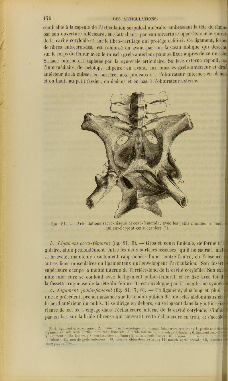 semblable à la capsule de l'aiiicululion scapulo-liiiinéralc, cnibrassani la lête du fému par son ouveiliire inférieure, et s'altachant, par son ouverlure o|)posée, sur le sourc de la cavité cotyloïde et sur le fibro-carlilage qui protège celui-ci. Ce ligament, forint de fibres entrecroisées, est renforcé en avant par un faisceau oblique qui desceui sur le corps du fémur avec le muscle grêle antérieur pour se fixer auprès de ce musclel Sa face interne est tapissée par la synoviale articulaire. Sa face externe répond, pai l'intermédiaire de pelotojis adipeux : en avant, aux muscles grêle antérieur et droi antérieur de la cuisse; en arrière, aux jumeaux et à l'obturateur interne; en dehou et en haut, au petit fessier; en dedans et en bas, à l'obturateur externe. i'iG. 8J. — Articulations sacro-iliaque et coxo-fémorale, avec les petits muscles profoudsi qui enveloppent celle dernière (*). b. Ligament coxo-fémoral (fig. 81, 6). — Gros et court funicule, de forme iriii gulairc, situé profondément entre les deux surfaces osseuses, qu'il ne saurait, mal. sa brièveté, maintenir exactement rapprochées l'une contre l'autre, en l'absence autres liens musculaires ou ligamenteux qui enveloppent l'arliculatiou. Sou inscrt supérieure occupe la moitié interne de l'arrière-fond de la cavité cotyloïde. Son ext mité inférieure se confond avec le ligament pubio-fémoral; et se fixe avec lui d la fossette rugueuse de la tête du fémur. Il est enveloppé par la membrane synovij c. Ligament jmbio-fémoral (fig. 81, 7, 8). — Ce ligament, plus long et plus que le précédent, prend naissance sur le tendon pubien des muscles abdominaux etll le bord antérieur du pubis. Il se dirige en dehors, en se logeant dans la gouttière itif rieure de cet os, s'engage dans l'échancrure interne de la cavité cotyloïde, s'innéii par en bas sur la bride fibreuse qui convertit celle échancrure en trou, et s'accoldl (*) 1, ligauiuiit sacro-ilia((uc ; 2, ligament SQcro-aciatique ; 3, graiidu ijelmiicniro si'iatique; 4, purlio aiitrricw ligament capBuluiic de l'ailienlution coxo-ltmornle ; 5, lii'ido interne dn lioui-i'clct i nlyloulicn ; C, ligament co.\o-féD| 7, ligament ]iid)i(i-fùiu(n'al ; 8, son insertinii au rùinui- ; D, muselé jielit lessier ; 10, origine du muselé dniit anlcriel laiMiisse; 11, muselé grêle uulériuur ; muselé obturateur externe ; 14, muscle'carré crural ; 15, uiuscle!| coccygiou iulérieur.