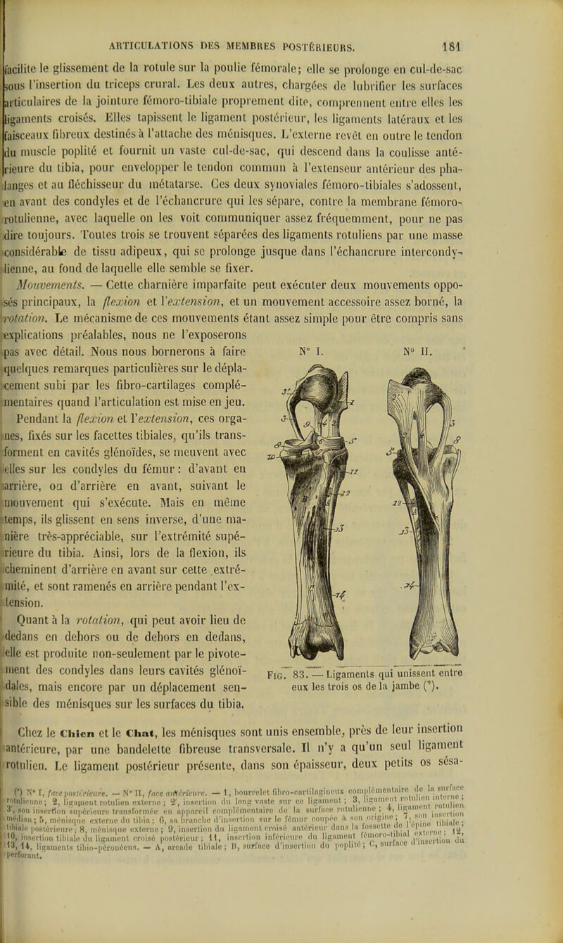N I. N II. facilite le glissement de la rotule sur la poulie fémorale; elle se prolonge en cul-cle-sac <0HS l'insertion du triceps crural. Les deux autres, chargées de lubrifier les surfaces articulaires de la jointure fùmoro-tibiale proprement dite, comprennent entre elles les ligaments croisés. Elles tapissent le ligament postérieur, les ligaments latéraux et les faisceaux fibreux destinés à l'attache des ménisques. L'externe revèl en outre le tendon du muscle poplité et fournit un vaste cul-de-sac, qui descend dans la coulisse anlé- ieure du tibia, pour envelopper le tendon commun à l'extenseur antérieur des pha- langes et au fléchisseur du métatarse. Ces deux synoviales fémoro-tibiales s'adossent, len avant des condyles et de l'échancrure qui les sépare, contre la membrane fémoro- .rotulienne, avec laquelle on les voit communiquer assez fréquemment, pour ne pas dire toujours, 'l'ouïes trois se trouvent séparées des ligaments rotuliens par une masse considérable de tissu adipeux, qui se prolonge jusque dans l'échancrure inlercondy- lienne, au foud de laquelle elle semble se fixer. Mouvements. — Cette charnière imparfaite peut exécuter deux mouvements oppo- sés principaux, la flexion et Vextension, et un mouvement accessoire assez borné, la rotation. Le mécanisme de ces mouvements étant assez simple pour être compris sans cexplicaiions préalables, nous ne l'exposerons ipas avec détail. Nous nous bornerons à faire quelques remarques particulières sur le dépla- cement subi par les fibro-cartilages complé- mentaires quand l'articulation est mise en jeu. Pendant la flexion et Vextension, ces orga- nes, fixés sur les facettes tibiales, qu'ils trans- forment en cavités glénoïdes, se meuvent avec |(elles sur les condyles du fémur : d'avant en larrière, ou d'arrière en avant, suivant le inonvement qui s'exécute. Mais en même temps, ils glissent en sens inverse, d'une ma- nière très-appréciable, sur l'extrémité supé- iricure du tibia. Ainsi, lors de la flexion, ils cheminent d'arrière en avant sur celte extré- milé, et sont ramenés en arrière pendant l'ox- i tension. I Quant à la rotation, qui peut avoir lieu de •dedans en dehors ou de dehors en dedans, ielle est produite non-seulement par le pivote- ment des condyles dans leurs cavités glénoï- (lalcs, mais encore par un déplacement sen- sible des ménisques sur les surfaces dti tibia. Chez le Chien et le Chat, les ménisques sont unis ensemble, près de leur insertion iiantérieure, par une bandelette fibreuse transversale. Il n'y a qu'un seul ligament rolulien. Le ligament postérieur présente, dans son épaisseur, deux petits os sésa- I (') N» 1, frtcepnstMeure. - N II, frtce ay/tcrieurc. — i, ImiiiToli't ni.ro-cnrlilogiiiciu fioninlémontniro (le ' li''nnn; 2, lic-npicnt rotiilicn externe; 2', i..sintion .lu Im.i; vi.ste sur ce ligninenl ; 3, V , m 1 rohilien -n iiiserrtoii snf.trieiirc: Irirnsfonnée en n(i|mreil enmipl.'nic'iitniiM! ilo la Biirfncc niliilnMine ; *, li?;nii ^^^^^^.j.^^^^ Mi; 5, mr-nis(nie externe ilii tili'm ; 0, su liraiiclie il'lnsi'rliiin sur le lennu- eonpée il smi onpine ; ' ; ' ,ii,|nle • l'ostérieiire ; 8, ieénisf|iie externe; 9, insertion du lignnienl rrnisé nntériiMn' (liina la losselle i e 'I' . ■ insertion tiliiale (lu ligament émisé iiosf'riciir ; H, insertion inférienre iln ligament f'^''™''!''' jù H, ligaments libio-péroiiécns. — A, nrcntlo tiliiale ; », surface d'inserliiMi dn poplile ; snriaei n lierforant. FiG. 83. — Ligaments qui unissent entre eux les trois os de li\ jambe (*).