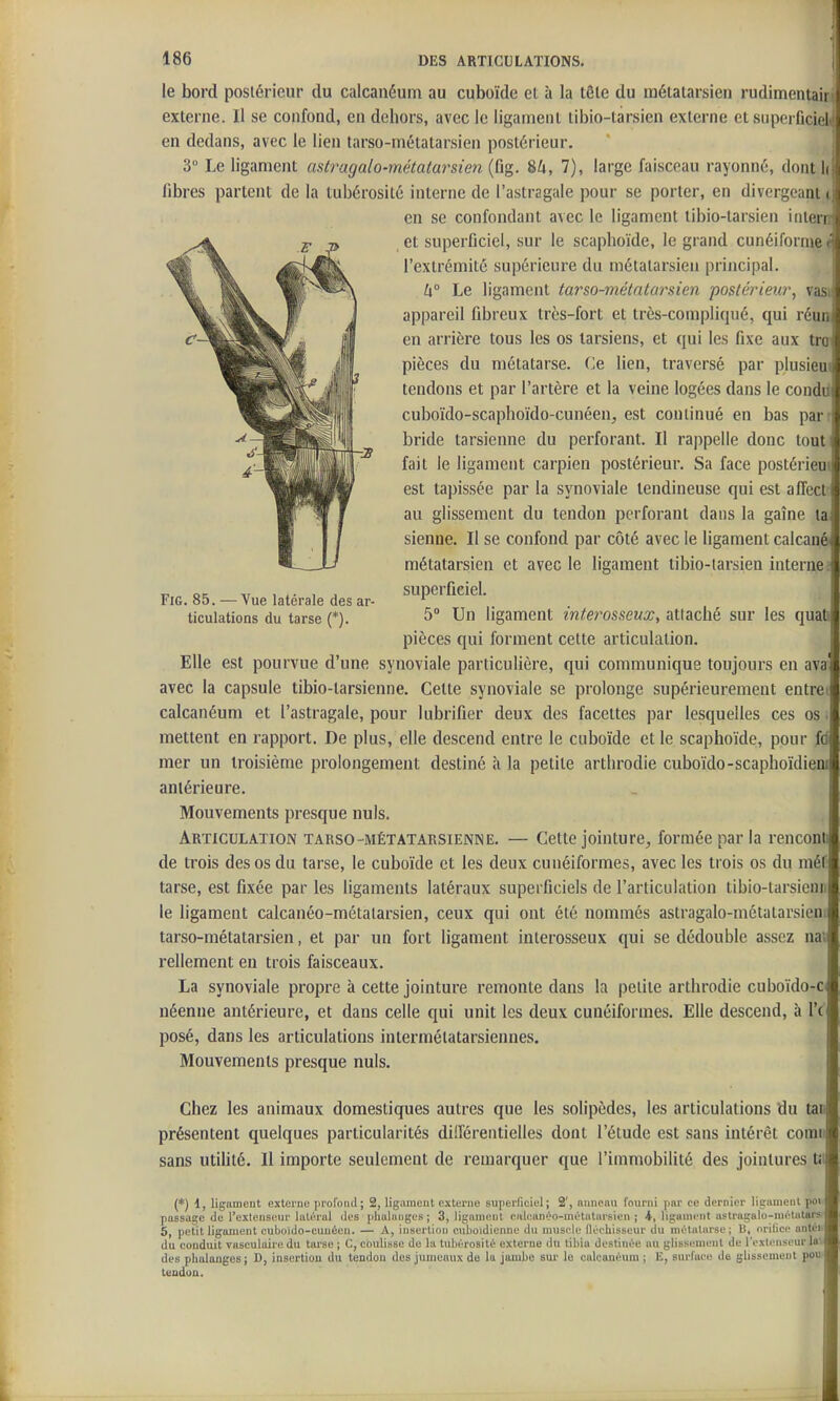le bord poslérieur du calcanéum au cuboïde et à la tête du raélalarsien rudimentairi externe. Il se confond, en dehors, avec le ligaineiit tibio-tarsien externe et superficiel en dedans, avec le lien tarso-métatarsien postérieur. 3° Le ligament astragalo-métatarsien (fig. 84, 7), large faisceau rayonné, dont h fibres partent de la tubérosilé interne de l'astragale pour se porter, en divergeant i en se confondant avec le ligament liI)io-tarsien iiilern et superficiel, sur le scaphoïde, le grand cunéiforme < l'extrémité supérieure du métatarsien principal. h° Le ligament tarso-métatarsien postérieur, vasi appareil fibreux très-fort et très-compliqué, qui réun en arrière tous les os tarsiens, et qui les fixe aux trc pièces du métatarse, (^e lien, traversé par plusieui tendons et par l'artère et la veine logées dans le condii cuboïdo-scaphoïdo-cunéen, est continué en bas par : bride tarsienne du perforant. Il rappelle donc tout fait le ligament carpien postérieur. Sa face postérieui est tapissée par la synoviale tendineuse qui est affect' au glissement du tendon perforant dans la gaîne la sienne. Il se confond par côté avec le ligament calcané métatarsien et avec le ligament tibio-tarsiea interne; Fig. 85. — Vue latérale des ar- ^'^P*^' ficiel. ticulations du tarse (*). 5° Un ligament interosseux, attaché sur les quati pièces qui forment cette articulation. Elle est pourvue d'une synoviale particulière, qui communique toujours en ava avec la capsule tibio-tarsienne. Cette synoviale se prolonge supérieurement entrei calcanéum et l'astragale, pour lubrifier deux des facettes par lesquelles ces os • mettent en rapport. De plus, elle descend entre le cuboïde et le scaphoïde, pour fd mer un troisième prolongement destiné à la petite arthrodie cuboïdo-scaphoïdiem antérieure. Mouvements presque nuls. Articulation tarso-métatarsienne. — Cette jointure^ formée par la renconii de trois des os du tarse, le cuboïde et les deux cunéiformes, avec les trois os du méf tarse, est fixée par les ligaments latéraux superficiels de l'articulation tibio-larsienu le ligament calcanéo-métalarsien, ceux qui ont été nommés astragalo-métatarsieui tarso-métatarsien, et par un fort ligament interosseux qui se dédouble assez na'. rellement en trois faisceaux. La synoviale propre à cette jointure remonte dans la petite arthrodie cuboïdo-Ci néenne antérieure, et dans celle qui unit les deux cunéiformes. Elle descend, à l'( posé, dans les articulations intermétatarsiennes. Mouvements presque nuls. Chez les animaux domestiques autres que les solipèdes, les articulations du tas présentent quelques particularités diiïérentielles dont l'élude est sans intérêt coraii sans utiUté. 11 importe seulement de remarquer que l'immobilité des jointures tii (*) d, ligament externo profond; 2, ligament externe superficiel; 2', niincnu fourni par ce dernier lignmenl poi passade de l'extenseur latéral des phalanges ; 3, ligament eiileanéo-métutarsien ; 4, ligament astragalo-inélatars 5, petit ligament cuboido-cuuéen. — A, insertion cuboidienne du muselé Iléeliisseur du métatarse; lî, orilice unléi du conduit vnsculaire du tarso ; C, coulisse de la tubérosité externe du tibia destinée au glissement de l'extenseur la' des phalanges; D, insertion du tendon des jtimeaux de lu jambo sur le caleauéum ; lî, surfaee de glissement pou teodou.