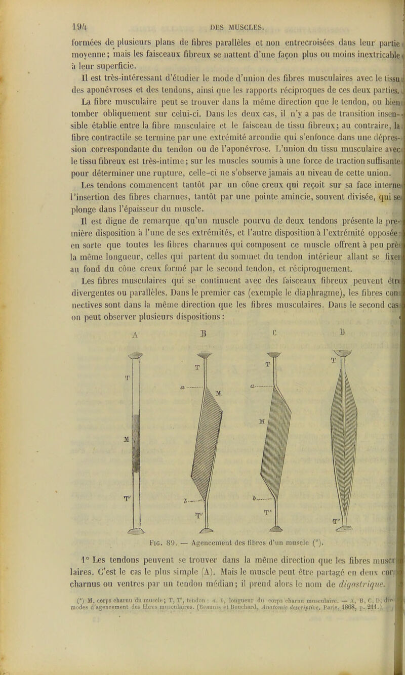 formées de plusieurs plans de fibres parallèles et non entrecroisées dans leur partie t moyenne; mais les faisceaux fibreux se nattent d'une façon plus ou moins inextricable» à leur superficie. Il est très-iutéressanl d'étudier le mode d'union des fibres musculaires avec le tissu des aponévroses et des tendons, ainsi que les rapports réciproques de ces deux partie La fibre musculaire peut se trouver dans la môme direction que le tendon, ou bien tomber obliquement sur celui-ci. Dans les deux cas, il n'y a pas de transition inseu-i sible établie entre la fibre musculaire et le faisceau de tissu fibreux; au contraire, la fibre contractile se termine par une extrémité arrondie qui s'enfonce dans une déprc sion correspondante du tendon ou de l'aponévrose. L'uuion du tissu musculaire avec le tissu fibreux est très-intime; sur les muscles soumis à une force de tractionsuflisanl' pour déterminer une rupture, celle-ci ne s'observe jamais au niveau de cette union. Les tendons commencent tantôt par un cône creux qui reçoit sur sa face intern l'insertion des fibres charnues, tantôt par une pointe amincie, souvent divisée, qui si plonge dans l'épaisseur du muscle. Il est digne de remarque qu'un muscle pom vu de deux tendons présente la |)re mière disposition à l'une de ses extrémités, et l'autre disposition à l'extrémité o|)posée en sorte que toutes les fibres charnues qui composent ce muscle offrent à peu pre la môme longueur, celles qui partent du sommet du tendon intérieur allant se fixei. au fond du cône creux formé par le second tendon, et réciproquement. Les fibres musculaires qui se continuent avec des faisceaux fibreux peuvent ètr divergentes ou parallèles. Dans le premier cas (exemple le diaphragme), les fibres coni nectives sont dans la même direction que les fibres musculaires. Dans le second C(^s on peut observer plusieurs dispositions : t. 1° Les tendons peuvent se trouver dans la même direction que les fibres nmscr laires. C'est le cas le plus simple (A). Mais le muscle peut cire partagé on deux corj charnus ou ventres par un tendon médian ; il prend alors le nom de digostrique. ■ (') M, corps charnii du miiscli'; T, T', tendon • a. b, longueur du corps chainu musculaire. — A, B, C. D, divi modes d'agencement des libres musculaires. (lîcuuiiis et Bouchard, .-InaJomic dcscnptitc. Parie, 1868, p. 211.) y