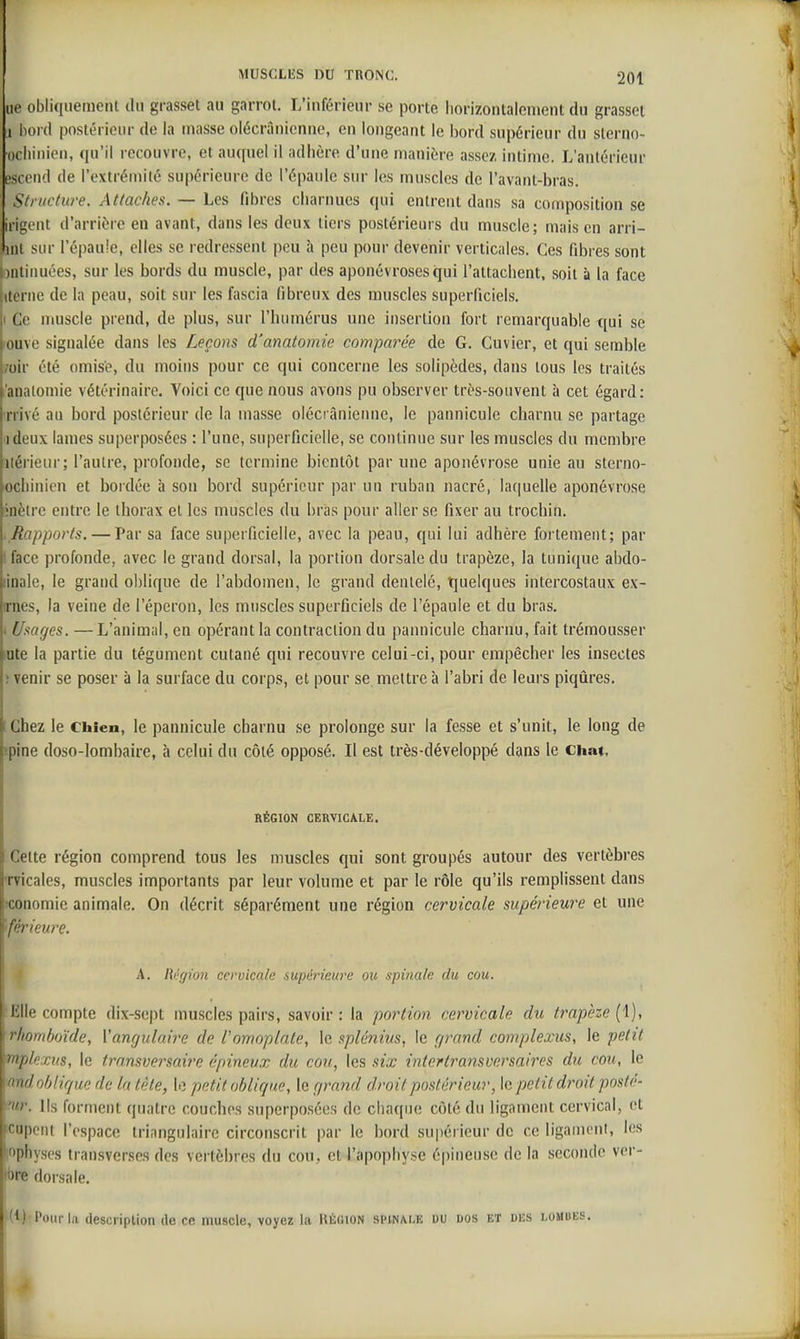 lie obliquement du grasset au garrot. L'inférieur se porte horizontalement du grasseï 1 iiord postérieur de la masse olécranicnne, en longeant le bord supérieur du slerno- ocliinien, qu'il recouvre, et auquel il adhère d'une manière assez intime. L'antérieur escend de l'extrémité supérieure de l'épaule sur les muscles de l'avant-bras. Structure. Attaches. — Les fibres charnues qui entrent dans sa composition se irigent d'arrière en avant, dans les deux tiers postérieurs du muscle; mais en arri- fjnl sur l'épaule, elles se redressent peu à peu pour devenir verticales. Ces fibres sont i)ntinuées, sur les bords du muscle, par des aponévroses qui l'attachent, soit à la face (iterne de la peau, soit sur les fascia fibreux des muscles superficiels. |i Ce nmscle prend, de plus, sur l'humérus une insertion fort remarquable t[ui se jouve signalée dans les Leçons d'anatomie comparée de G. Cuvier, et qui semble i/oir été omise, du moins pour ce qui concerne les solipèdes, dans tous les traités 'analomie vétérinaire. Voici ce que nous avons pu observer très-souvent à cet égard: nivé au bord postérieur de la masse olécràniemic, le pannicule charnu se partage ideux lames superposées : l'une, superficielle, se continue sur les muscles du membre iiérieur; l'autre, profonde, se termine bientôt par une aponévrose unie au sterno- ocliinien et bordée à son bord supérieur par un ruban nacré, laquelle aponévrose •nèlre entre le thorax et les muscles du bras pour aller se fixer au trochin. .Rapports. — Par sa face superficielle, avec la peau, qui lui adhère fortement; par ! face profonde, avec le grand dorsal, la portion dorsale du trapèze, la tunique abdo- linale, le grand ol)lique de l'abdomen, le grand dentelé, tjuelques intercostaux ex- omes, la veine de l'éperon, les muscles superficiels de l'épaule et du bras. I Usages. —L'animal, en opérant la contraction du pannicule charnu, fait trémousser inte la partie du tégument cutané qui recouvre celui-ci, pour empêcher les insectes ; venir se poser à la surface du corps, et pour se mettre à l'abri de leurs piqûres, 1 Chez le Chien, le pannicule charnu se prolonge sur la fesse et s'unit, le long de ipine doso-lomhaire, à celui du côté opposé. Il est très-développé dans le cha*, RÉGION GERyiCALE. Cette région comprend tous les muscles qui sont groupés autour des vertèbres 'rricales, muscles importants par leur volume et par le rôle qu'ils remplissent dans iconomic animale. On décrit séparément une région cervicale supérieure et une ''férieure. ■ A. Ri'fjion cervicale supérieure ou spinale du cou. lîlle compte dix-sept muscles pairs, savoir: la portion cervicale du trapèze {\), rhomboïde, {'angulaire de l'omoplate, le splénius, le grand complexus, le petit rnpkxus, le transversaire épineux du cou, les six intcrtransversaires du cou, le 1 oblique de la tête, le petit oblique, le grand droit postérieur, \c petit droit posté- ■ Ils forment quatre couches superposées de chaque côté du ligament cervical, et '|'nl l'espace triangulaire circonscrit par le bord supérieur de ce ligament, les lyses transverses des vertèbres du cou, et l'apophyse épineuse de la seconde ver- dure dorsale. (^) Pour la (lescriplion de en muscle, voyez lu UÉGioN sihnane uu dos et des lomues.