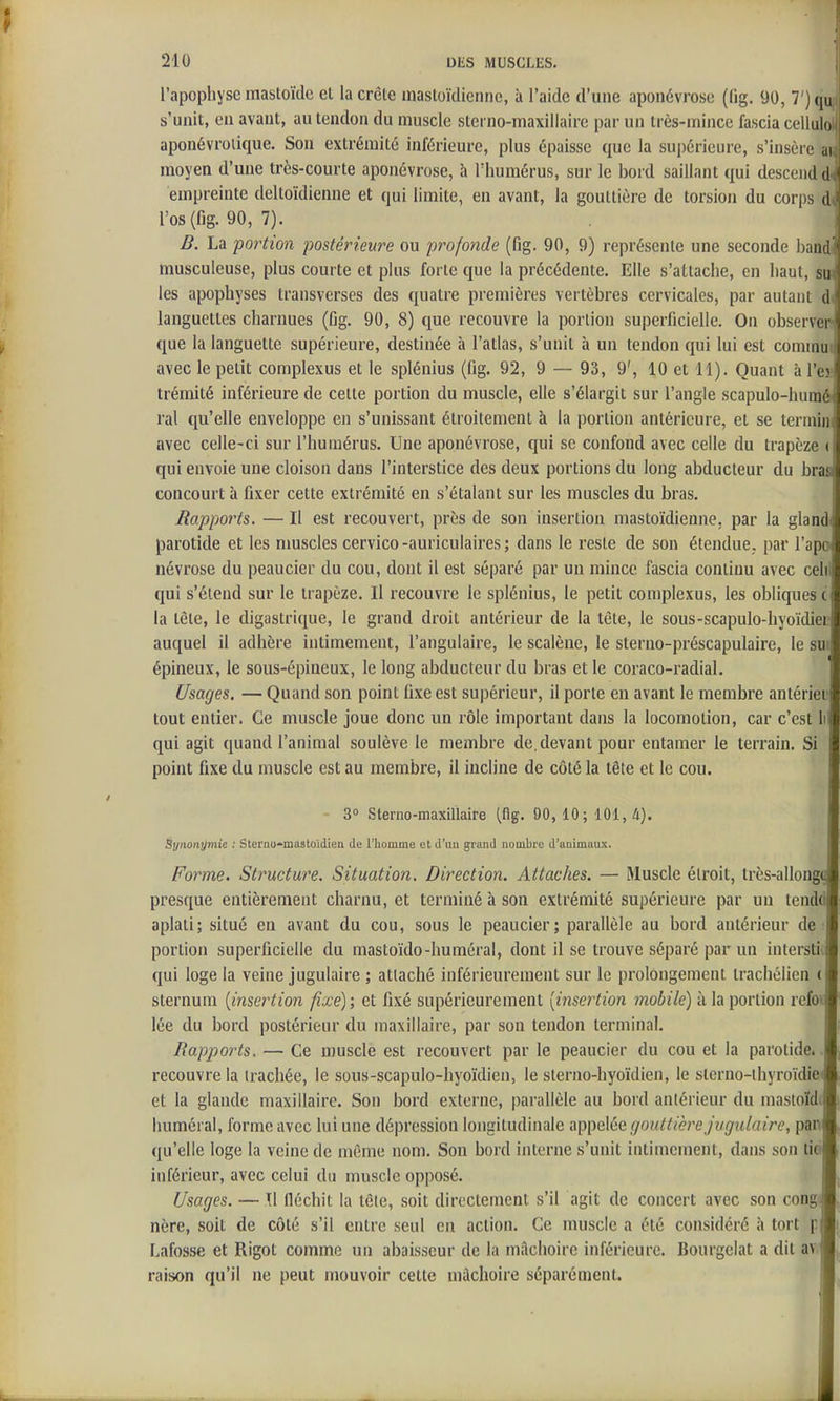 l'apophyse mastoïdc el la crête mastoïdienne, à l'aide d'une aponévrose (fig. 90, 7')qu s'unit, eu avant, au tendon du muscle sterno-maxillaire par un très-mince fascia ccUuId aponévroiique. Son extrémité inférieure, plus épaisse que la sujjérieure, s'insère av moyen d'une très-courte aponévrose, à l'humérus, sur le bord saillant qui descend dj empreinte deltoïdienne et qui limite, en avant, la gouttière de torsion du corps d( ros(fig. 90, 7). 1 B. La portion postérieure ou profonde (fig. 90, 9) représente une seconde ])andi musculeuse, plus courte et plus forte que la précédente. Elle s'attache, en haut, su les apophyses transverses des quatre premières vertèbres cervicales, par autant d languettes charnues (fig. 90, 8) que recouvre la portion superficielle. On observen que la languette supérieure, destinée à l'atlas, s'unit à un tendon qui lui est commui avec le petit complexus et le splénius (fig. 92, 9 — 93, 9', 10 et 11). Quant à l'es trémité inférieure de celte portion du muscle, elle s'élargit sur l'angle scapulo-humè ral qu'elle enveloppe en s'unissant étroitement à la portion antérieure, et se lermini avec celle-ci sur l'humérus. Une aponévrose, qui se confond avec celle du trapèze (j qui envoie une cloison dans l'interstice des deux portions du long abducteur du bras concourt à fixer cette extrémité en s'étalant sur les muscles du bras. ■ Rapports. — Il est recouvert, près de son insertion mastoïdienne, par la gland» parotide et les nmscles cervico-auriculaires; dans le reste de son étendue, par l'apo névrose du peaucier du cou, dont il est séparé par un mince fascia continu avec cehl qui s'étend sur le trapèze. Il recouvre le splénius, le petit complexus, les obliques c la tète, le digastrique, le grand droit antérieur de la tète, le sous-scapulo-hyoïdiei auquel il adhère intimement, l'angulaire, le scalène, le sterno-préscapulaire, le sut épineux, le sous-épiueux, le long abducteur du bras et le coraco-radial. Usages. — Quand son point fixe est supérieur, il porte en avant le membre antérier tout entier. Ce muscle joue donc un rôle important dans la locomotion, car c'est li qui agit quand l'animal soulève le membre de, devant pour entamer le terrain. Si point fixe du muscle est au membre, il incline de côté la tête et le cou. 3 Sterno-maxillaire (flg. 90, 10; 101, A). Synonymie : Sterao*mastoïdiea de l'homme et d'un grand nombre d'animaux. Forme. Structure. Situation. Direction. Attaches. — Muscle étroit, très-allongq presque entièrement charnu, et terminé à son extrémité supérieure par uu tend(i| aplati; situé en avant du cou, sous le peaucier; parallèle au bord antérieur de portion superficielle du mastoïdo-huméral, dont il se trouve séparé par un inlerstid qui loge la veine jugulaire ; attaché inférieurement sur le prolongement irachélien (| sternum [insertion fixe); et fixé supérieurement [insertion mobile) à la portion refoii lée du bord postérieur du maxillaire, par son tendon terminal. Rapports, — Ce muscle est recouvert par le peaucier du cou et la parotide. .Ij recouvre la trachée, le sous-scapulo-hyoïdien, le sterno-hyoïdien, le sterno-ihyroïdiej^ et la glande maxillaire. Son bord externe, parallèle au bord antérieur du masloIdJ iiuméral, forme avec lui une dépression longitudinale appelée gouttière jugulaire, panf qu'elle loge la veine de même nom. Son bord interne s'unit intimement, dans son ticij inférieur, avec celui du muscle opposé. Usages. — W fléchit la tête, soit directement s'il agit de concert avec son congij nère, soit de côté s'il entre seul en action. Ce muscle a été considéré à tort plj. Lafosse et Rigot comme un abaisseur de la mflchoire inférieure. Bourgelat a dit avi raison qu'il ne peut mouvoir cette mâchoire séparément.