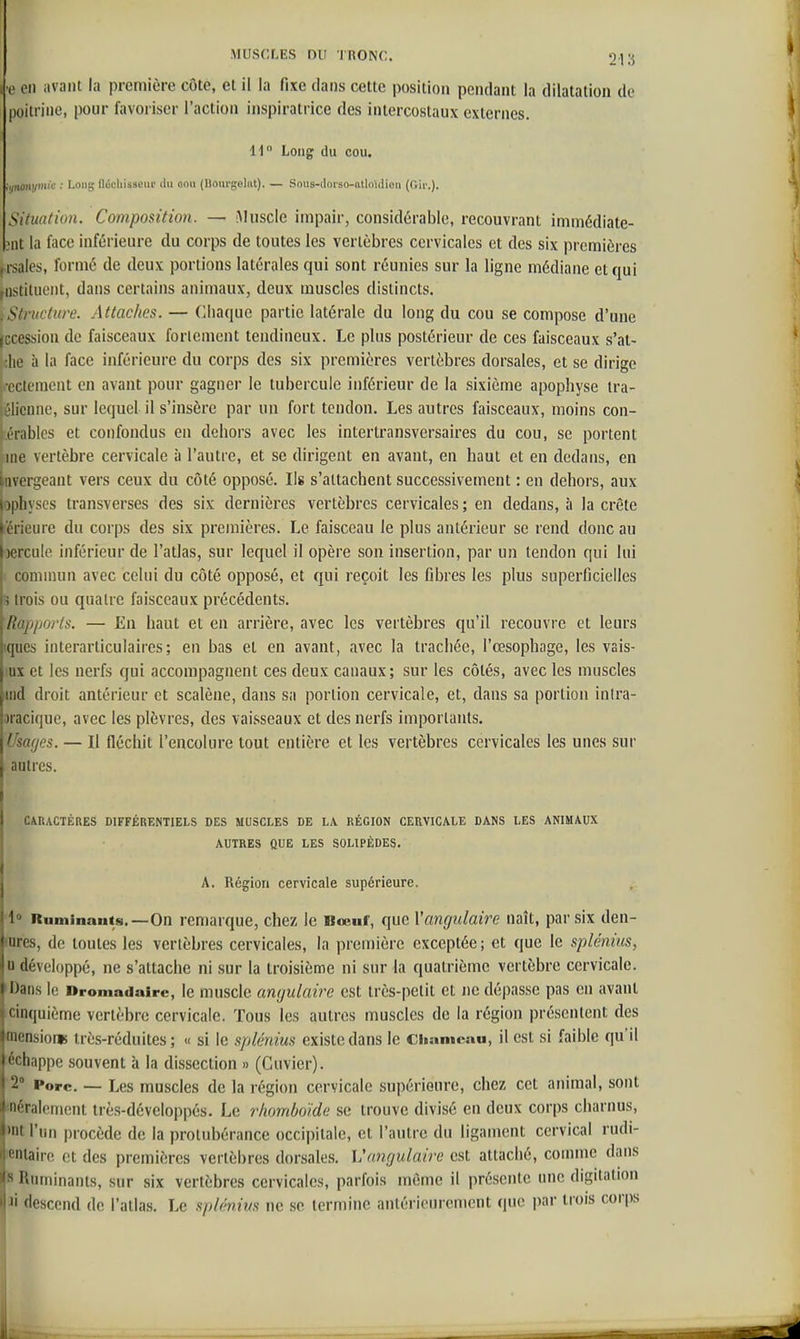 e eu avant la première côte, et il la fixe clans cette position pendant la dilatation de poitrine, pour favoriser l'action inspiratrice des intercostaux externes. 11 Long du cou. Uinonymie : Long flécliisseiii ilu non (Doiirgelnt). — Sous-clorso-atloulien (Gii.). Situation. Composition. — iMuscie impair, considérable, recouvrant immédiate- 3iit la face inférieure du corps de toutes les vertèbres cervicales et des six premières ,rsales, formé de deux portions latérales qui sont réunies sur la ligne médiane et qui fiistituent, dans certains animaux, deux muscles distincts. iStructure. Attaches. — Chaque partie latérale du long du cou se compose d'une jccession de faisceaux fortement tendineux. Le plus postérieur de ces faisceaux s'al- ,the à la face inférieure du corps des six premières vertèbres dorsales, et se dirige ji-eclement en avant pour gagner le tubercule inférieur de la sixième apophyse tra- élicnne, sur lequel il s'insère par un fort tendon. Les autres faisceaux, moins con- .érables et confondus en dehors avec les intertransversaires du cou, se portent me vertèbre cervicale à l'autre, et se dirigent en avant, en haut et en dedans, en overgeant vers ceux du côté opposé. Ils s'attachent successivement : en dehors, aux ophyscs transverses des six dernières vertèbres cervicales ; en dedans, à la crête ►'érieure du corps des six premières. Le faisceau le plus antérieur se rend donc au jercule inférieur de l'atlas, sur lequel il opère son insertion, par un tendon qui lui ( commun avec celui du côté opposé, et qui reçoit les fibres les plus superficielles •5 trois ou quatre faisceaux précédents. Rapports. — En haut et en arrière, avec les vertèbres qu'il recouvre et leurs iques interarticulaires; en bas et en avant, avec la trachée, l'œsophage, les vais- ux et les nerfs qui accompagnent ces deux canaux; sur les côtés, avec les muscles tnd droit antérieur et scalène, dans sa portion cervicale, et, dans sa portion inlra- Dracique, avec les plèvres, des vaisseaux et des nerfs importants. Usafjes. — Il fléchit l'encolure tout entière et les vertèbres cervicales les unes sur autres. CARACTÈRES DIFFÉRENTIELS DES MUSCLES DE LA RÉGION CERVICALE DANS LES ANIMAUX AUTRES QUE LES SOLIPÈDES. A. Région cervicale supérieure. Rnminauts.—On remarque, chez le Bœuf, que Vangulaire naît, par six den- lures, de toutes les vertèbres cervicales, la première exceptée ; et que le splénius, u développé, ne s'attache ni sur la troisième ni sur la quatrième vertèbre cervicale. 'Dans le Dromadaire, le muscle angulaire est très-petit et ne dépasse pas en avant cinquième vertèbre cervicale. Tous les autres muscles de la région présentent des œensioni irès-réduites ; « si le splénius existe dans le Cliameau, il est si faible qu'il ■échappe souvent à la dissection » (Cuvier). 2» Porc. — Les muscles de la région cervicale supérieure, chez cet animal, sont '•néralement très-développés. Le rhomboïde se trouve divisé en deux corps charnus, »nt l'un procède de la protubérance occipitale, et l'autre du ligament cervical rudi- leniairc et des premières vertèbres dorsales. Vangulaire est attaché, comme dans Ruminants, sur six vertèbres cervicales, parfois même il présente une digitation descend de l'atlas. Le splmim ne se termine antérieurement que par trois corps