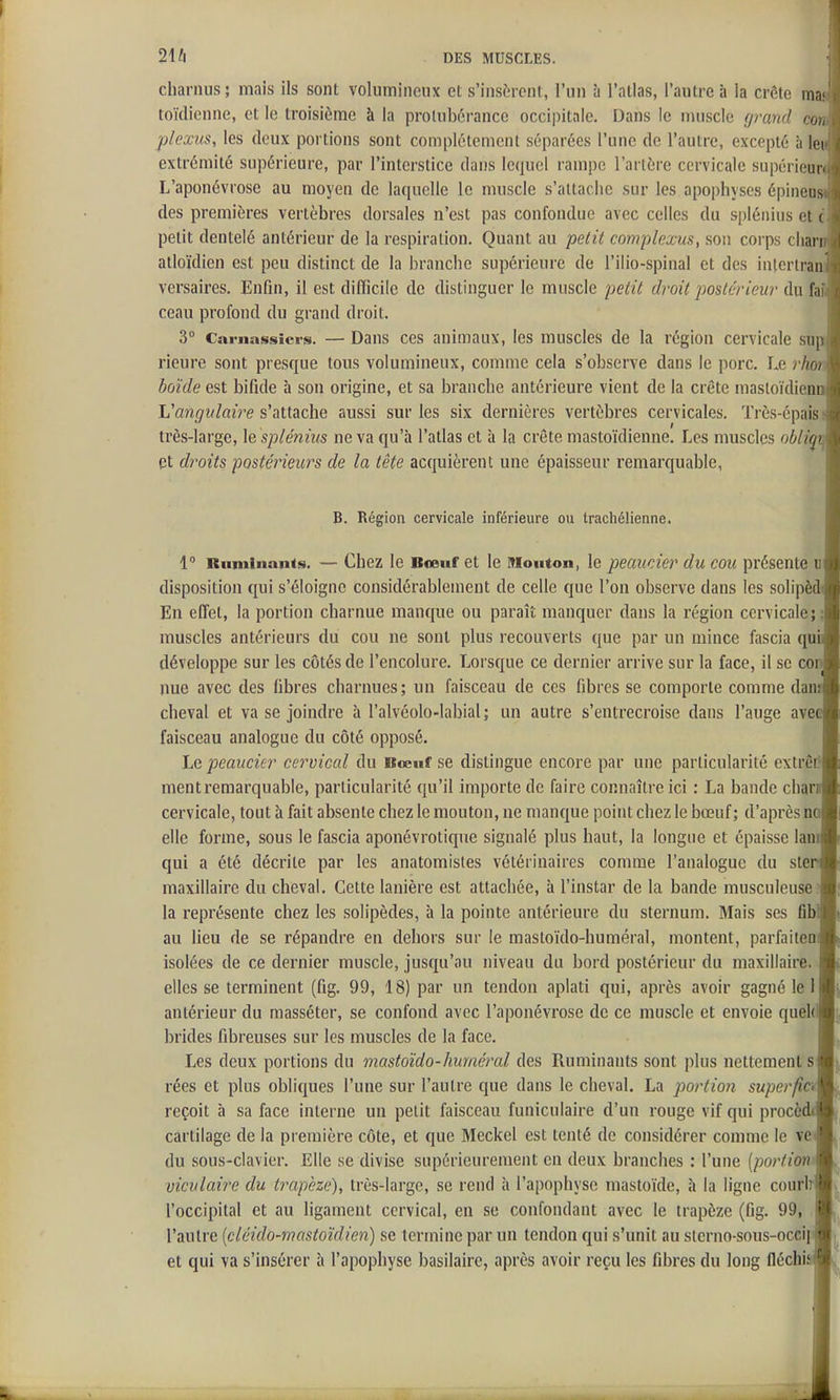 charnus; mais ils sont volumincnx et s'insèrent, l'un à l'atlas, l'autre à la crête mri toïdicnne, et le troisième à la protubérance occipitale. Dans le muscle fjrand a, plexus, les deux portions sont complètement séparées l'une de l'autre, excepté à Ici extrémité supérieure, par l'interstice dans lequel rampe l'artère cervicale supérieur. L'aponévrose au moyen de laquelle le muscle s'attache sur les apophyses épineiis des premières vertèbres dorsales n'est pas confondue avec celles du splénius et ( petit dentelé antérieur de la respiration. Quant au petit complexus, son corps clian atloïdien est peu distinct de la branche supérieure de l'ilio-spinal et des inlcriran versaires. Enfin, il est difficile de distinguer le muscle petit droit postérieur du f.i ceau profond du grand droit. 3° Carnassiers. — Dans ces animaux, les muscles de la région cervicale sup rieure sont presque tous volumineux, comme cela s'observe dans le porc. Le rhoi boïde est bifide à son origine, et sa branche antérieure vient de la crête masloïdieni Vangulaire s'attache aussi sur les six dernières vertèbres cervicales. Très-épais très-large, \e splénius ne va qu'à l'atlas et à la crête mastoïdienne. Les muscles obli^ qt droits postérieurs de la tête acquièrent une épaisseur remarquable, B. Région cervicale inférieure ou trachélienne. 1 Ruminants. — Chez le Bceuf et le Mouton, le peaucier du cou présente c disposition qui s'éloigne considérablement de celle que l'on observe dans les solipè En effet, la portion charnue manque ou paraît manquer dans la région cervicale; ; muscles antérieurs du cou ne sont plus recouverts que par un mince fascia qu' développe sur les côtés de l'encolure. Lorsque ce dernier arrive sur la face, il se co~ nue avec des fibres charnues; un faisceau de ces fibres se comporte comme dam cheval et va se joindre à l'alvéolo-labial; un autre s'entrecroise dans l'auge ave faisceau analogue du côté opposé. Le peaucier cervical du Bœuf se distingue encore par une particularité exlrêt? ment remarquable, particularité qu'il importe de faire connaître ici : La bande char cervicale, tout à fait absente chez le mouton, ne manque point chez le bœuf; d'après n' elle forme, sous le fascia aponévrotique signalé plus haut, la longue et épaisse lan qui a été décrite par les anatomisles vétérinaires comme l'analogue du ste: maxillaire du cheval. Cette lanière est attachée, à l'instar de la bande musculeuse? la représente chez les solipèdes, à la pointe antérieure du sternum. Mais ses fib au lieu de se répandre eu dehors sur le mastoïdo-huméral, montent, parfaiten isolées de ce dernier muscle, jusqu'au niveau du bord postérieur du maxillaire, elles se terminent (fig. 99, 18) par un tendon «nplati qui, après avoir gagné le) antérieur du masséter, se confond avec l'aponévrose de ce muscle et envoie quek brides fibreuses sur les muscles de la face. Les deux portions du mastoïdo-huméral des Ruminants sont plus nettement s rées et plus obliques l'une sur l'autre que dans le cheval. La portion superfîc reçoit à sa face interne un petit faisceau funiculaire d'un rouge vif qui procè cartilage de la première côte, et que Meckel est tenté de considérer comme le ve du sous-clavier. Elle se divise supérieurement en deux branches : l'une (portion vicidaire du trapèze), très-large, se rend à l'apophyse mastoïde, à la ligne courir l'occipital et au ligament cervical, en se confondant avec le trapèze (fig. 99, , l'autre [cléido-mastoïdien) se termine par un tendon qui s'unit au slerno-sous-oceif et qui va s'insérer à l'apophyse basilaire, après avoir reçu les fibres du long fléchi