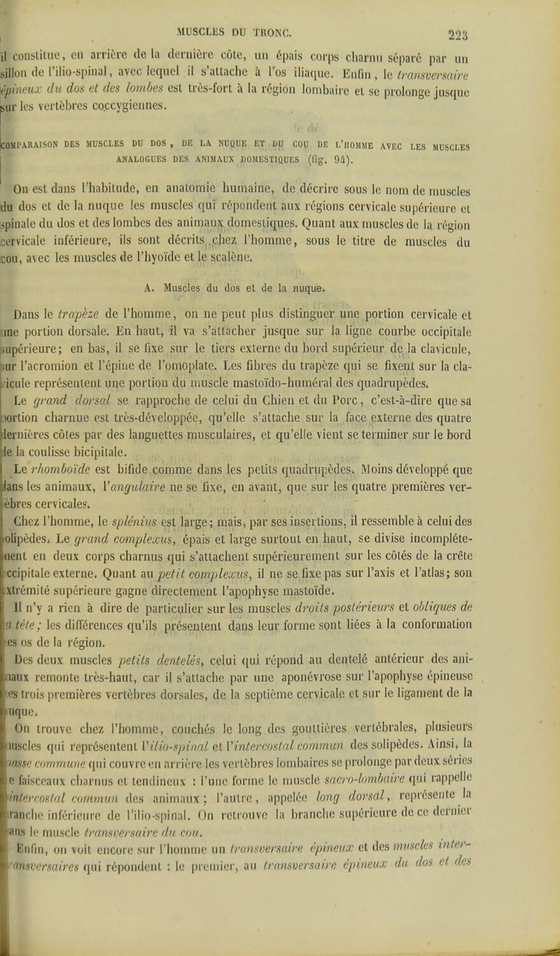 'il coiisiilue, en arrière delà dernière côlc, un épais corps cliarnu séparé par un sillon de l'ilio-spinal, avcclcqucl il s'attache à l'os iliaciuo. Enfui, k (ransversairc lépiiu'iLc du dos et des lombes est très-fort à la région lombaii-c et se prolonge jusque sur les vertèbres co.ccygiennes. COMPARAISON DES MUSCLES DU DOS, DE LA NUQUE. ET, DU COU DE L'iIOMME AVEC LES MUSCLES ANALOGUES DES ANIMAUX DOMESTIQUES (fig. 94). On est dans l'habitude, en anatomie humaine, de décrire sous le nom de muscles du dos et de la nuque les muscles qui répondent aux régions cervicale supérieure et jpinale du dos et des lombes des animaujj: domestiques. Quant aux muscles de la région cervicale inférieure, ils sont décrits .chez l'homme, sous le titre de muscles du cou, avec les muscles de l'hyoïde et le scalènc. A. Muscles du dos et de la nuque. Dans le trapèze de l'homme, on ne peut plus distinguer une portion cervicale et june portion dorsale. En haut, il va s'attacher jusque sur la ligne courbe occipitale supérieure; en bas, il se fixe sur le tiers externe du bord supérieur de la clavicule, iîur l'acromion et l'épine de l'omoplate. Les fibres du trapèze qui se fixent sur la cla- icule représentent une portion du muscle mastoïdo-huméral des quadrupèdes^ Le grand dorsal se rapproche de celui du Chien et du Porc, c'est-à-dire que sa iwrtion charnue est très-développée, qu'elle s'attache sur la face externe des quatre lernières côtes par des languettes musculaires, et qu'elle vient se terminer sur le bord ie la coulisse bicipilale. Le rhomboïde est bifide comme dans les petits quadrupèdes.» Moins développé que lans les animaux, Vangulaire ne se fixe, en avant, que sur les quatre premières ver- èbres cervicales. Chez l'homme, le splénius est large ; mais^ par ses insertions, il ressemble à celui des olipèdes. Le grand complexus, épais et large surtout en haut, se divise iucompléte- (lent en deux corps charnus qui s'attachent supérieurement sur les côtés de la crête ïccipitale externe. Quant au petit complexus, il ne se fixe pas sur l'axis et l'atlas; son xtrémité supérieure gagne directement l'apophyse mastoïde. Il n'y a rien à dire de particulier sur les muscles d7'0its postérieurs et obliques de a tète; les différences qu'ils présentent dans leur forme sont liées à la conformation es os de la région. Des deux muscles petits dentelés^ celui ([ul répond au dentelé antérieur des ani- naux remonte très-haut, car il s'attache par une aponévrose sur l'apophyse épineuse es trois premières vertèbres dorsales, de la septième cervicale et sur le ligament de la uque. On trouve chez l'homme, couchés le long des gouttières vertébrales, plusieurs iJuscles qui représentent l'ilio-spinal et Vintercostal commun des solipèdes. Ainsi* la ^asse commune qui couvre en arrière les vertèbres lombaires se prolonge par deux séries e faisceaux cliariuis et tendineux : l'une forme le muscle sacro-lombaire qui rappelle intercostal commun des animaux; l'autre, appelée long dorsal, représente la ranchc inférieure de l'ilio-spinal. On retrouve la branche supérieure de ce derni(;r ans le muscle iransversaire du cou. Enfin, on voit encore sur l'homme un transoersaire épineux et des muscles intei'- ansversaires qui répondent : le premier, au transoersaire épineux du dos et des