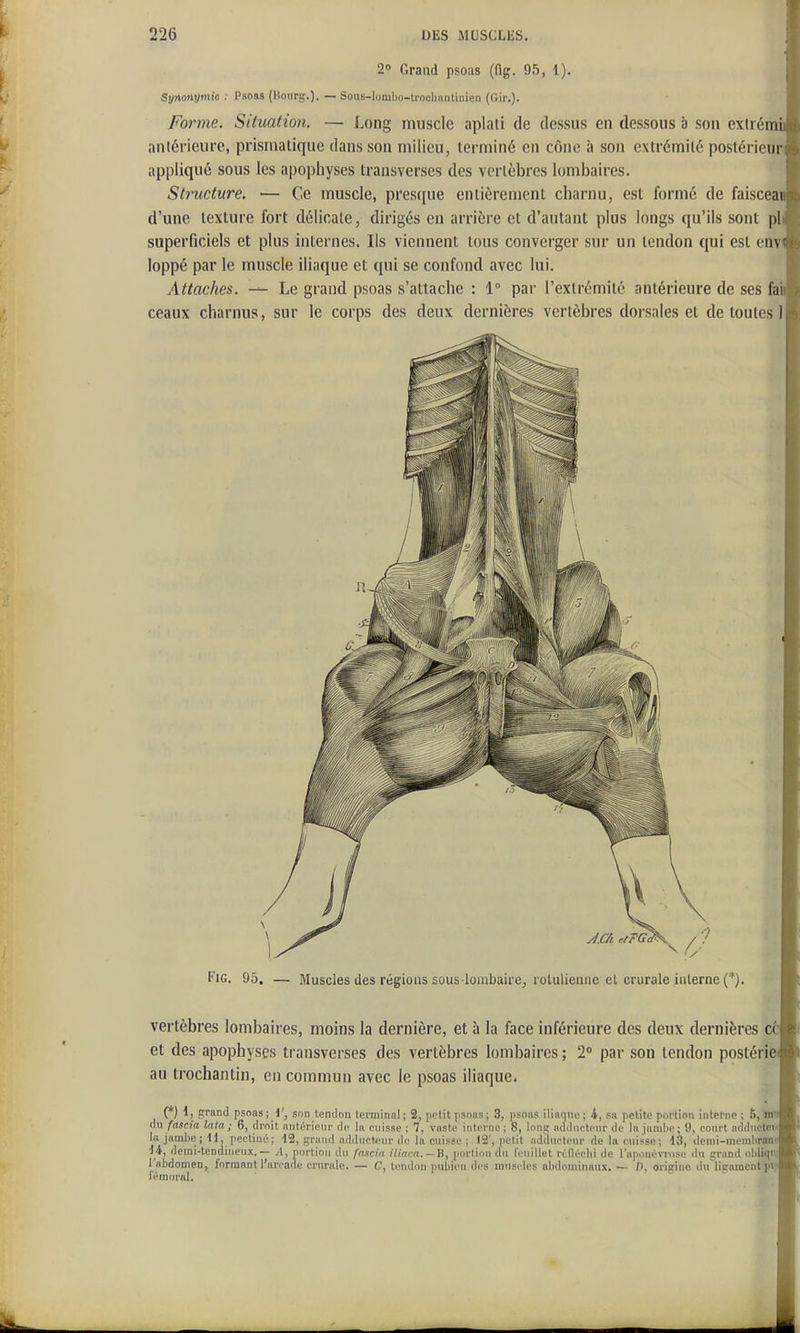 20 Grand psoiis (fig. 95, 1). Synonymie : Psoas (Bourg.). — Sous-lombo-troohantinien (Gir.). Forme. Situation. — Long muscle aplali de dessus en dessous à son exlrémi antérieure, prisnïatique dans son milieu, terminé en cône à son extrémité postérieur appliqué sous les apophyses transverses des vertèbres lombaires. Structure. — Ce muscle, presque entièrement charnu, est formé de faisceai d'une texture fort délicate, dirigés en arrière et d'autant plus longs qu'ils sont pl superficiels et plus internes. Ils viennent tous converger sur un tendon qui est env loppé par le muscle iliaque et qui se confond avec lui. Attaches. — Le grand psoas s'attache : 1 par l'extrémité antérieure de ses fai ceaux charnus, sur le corps des deux dernières vertèbres dorsales et de toutes 1 Fig. 95. — Muscles des régions sous-lombaire, rotuliennc et crurale interne (*). vertèbres lombaires, moins la dernière, et à la face inférieure des deux dernières ce et des apophyses transverses des vertèbres lombaires ; 2 par son tendon postérie au trochantin, en commun avec le psoas iliaque. (*) grand psoas; 1', son tendon terminal; 2, petit psoas; 3, psoas iliaque; i, sa petite portion interne ; 6, ' an fascia lata; 6, droit antérieur de la cuisse ; 7, vaste interne; 8, long adducteur de la jandii-; 9, court adducU la jambe; 11, pectine; 12, grand adduct^'ur de la cuisse ; 12', petit adducleiu- de la cuisse; 13, ileuii-niembr ii, demi-tendineux.— .1, nortinn du fascia iliaca.-'B, portion du feuillet rtlléclii de l'apoiu'vrose du grand obU l'abdomen, formant l'arcane crurale. — C, tendon pubien des muscles abdominaux. — D, Origine du^ligament fémoral. ^ i