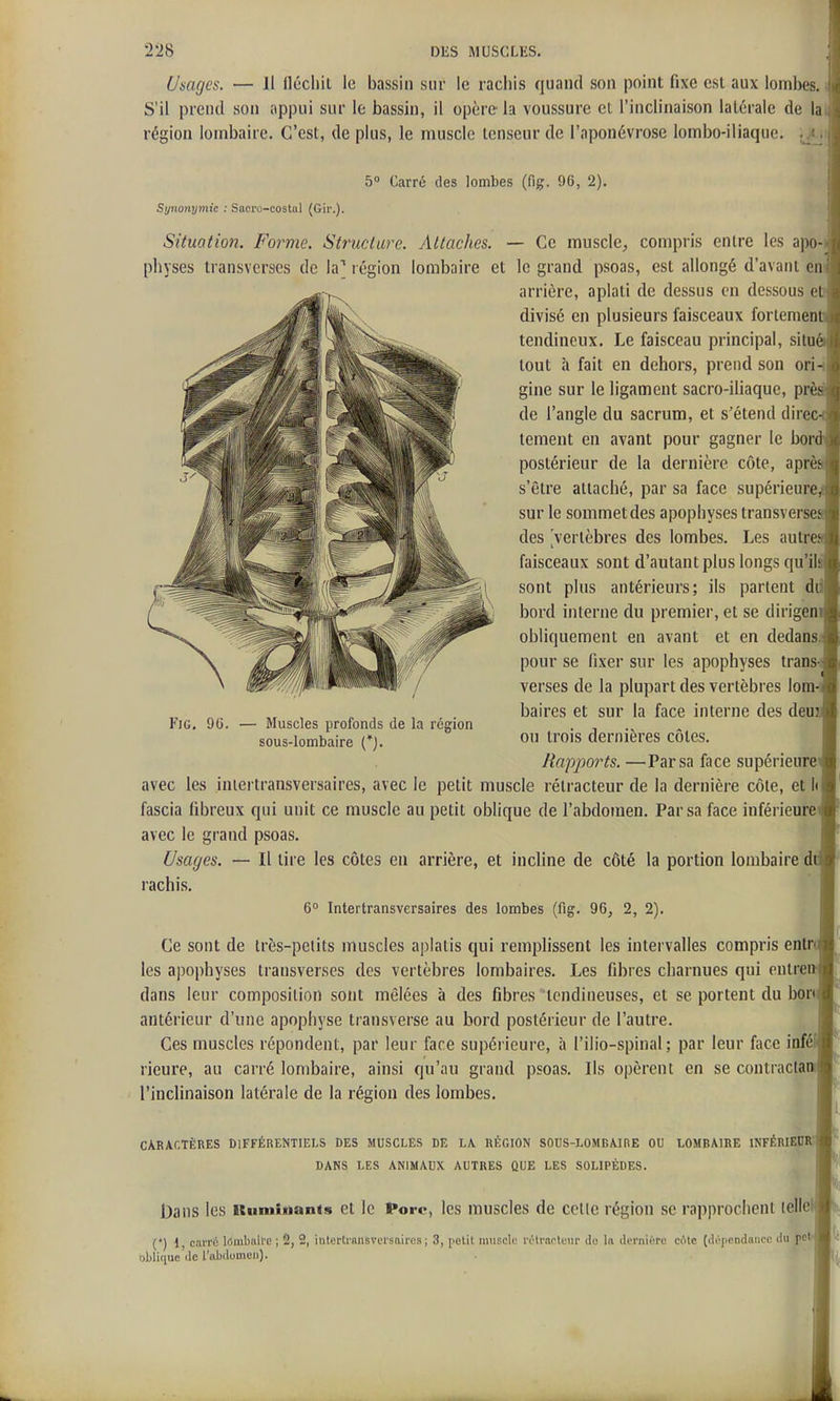 Usages. — Il llécliil le bassin sur le rachis quand son point fixe est aux lombes. S'il prend son appui sur le bassin, il opère la voussure et l'inclinaison latérale de I, région lombaire. C'est, de plus, le muscle tenseur de l'aponévrose lombo-iliaque. ;^j> 5° Carré des lombes (fig. 96, 2). Synonymie : Sacro-costal (Gir.). Situation. Foi^me. Structure. Attaches. — Ce muscle^ compris entre les apo^ physes transverses de la] région lombaire et le grand psoas, est allongé d'avant en; arrière, aplati de dessus en dessous e' divisé en plusieurs faisceaux fortemen tendineux. Le faisceau principal, situ' tout à fait en dehors, prend sou ori-i gine sur le ligament sacro-iliaque, prè de l'angle du sacrum, et s'étend direc teraent en avant pour gagner le bor postérieur de la dernière côte, apr' s'être attaché, par sa face supérieure sur le sommet des apophyses transvers des vertèbres des lombes. Les autre faisceaux sont d'autant plus longs qu'il sont plus antérieurs; ils partent dd bord interne du premier, et se dirigen obliquement en avant et en dedans pour se fixer sur les apophyses trans verses de la plupart des vertèbres lom- baires et sur la face interne des deu FiG, 96. — Muscles profonds de la région . , .. sous-lombaire (*). dernières cotes. Rapports. —Par sa face supérieure avec les iniertransversaires, avec le petit muscle rétracteur de la dernière côte, et li fascia fibreux qui unit ce muscle au petit oblique de l'abdomen. Par sa face inférieure avec le grand psoas. Usages. — Il tire les côtes en arrière, et incline de côté la portion lombaire d rachis. 6° Iniertransversaires des lombes (fig. 96, 2, 2). Ce sont de Irès-peiits muscles aplatis qui remplissent les intervalles compris entr les apophyses transverses des vertèbres lombaires. Les fibres charnues qui entre- dans leur composition sont mêlées à des fibres tendineuses, et se portent du bpr antérieur d'une apophyse transverse au bord postérieur de l'autre. Ces muscles répondent, par leur face supérieure, à l'ilio-spinal ; par leur face iafé rieure, au carré lombaire, ainsi qu'au grand psoas. Ils opèrent en se contractam l'inclinaison latérale de la région des lombes. CARACTÈRES DIFFÉRENTIELS DES MUSCLES DE LA RÉGION SOUS-LOMBAIRE OU LOMBAIRE 1NFÉRIE0 DANS LES ANIMAUX AUTRES QUE LES SOLIPÈDES. ^ 'I' Dans les iSumlMants et le Porc, les muscles de celle région se rapprochent telle (*) 1, carré lômbnire ; 2, 2, intertransversaircs; 3, petit muscle rétrnrteiir de In dernière cote (drjiendancc du pel oblique tic l'abdomen).