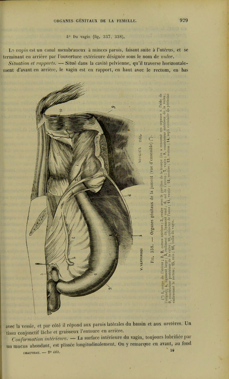 ào Du vagin (Rg. 337, 338). Lo vagin csl un canal iiieiiibraiioux à minces parois, faisant suite à l'utérus, et se terminant en arrière par l'ouverture extérieure désignée sous le nom de vulve. Situation et rapports. — Situé dans la cavité pelvienne, qu'il traverse Iiorizontale- ment d'avant en arrièie, le vagin est en rapport, en haut avec le rectum, en bas -!3 y. 3 6C c 00 0) o 1=-' H Sa- eo oj ^ g S ' 6- es n S 5 S'- .3 C 'a s —• « -S = ato — - ™ = Si avec la vessie, et par côté il répond aux parois latérales du bassin et aux uretères. Un tissu conjonctif lâclie et graisseux l'entoure en arrière. Conformation intérieure. — La surface intérieure du vagin, toujours lubniiéc par un mucus abondant, est plissée longitudinalemenl. On y remarffuc en avant, au fond CHAUVEAU. — 2« ëdil.