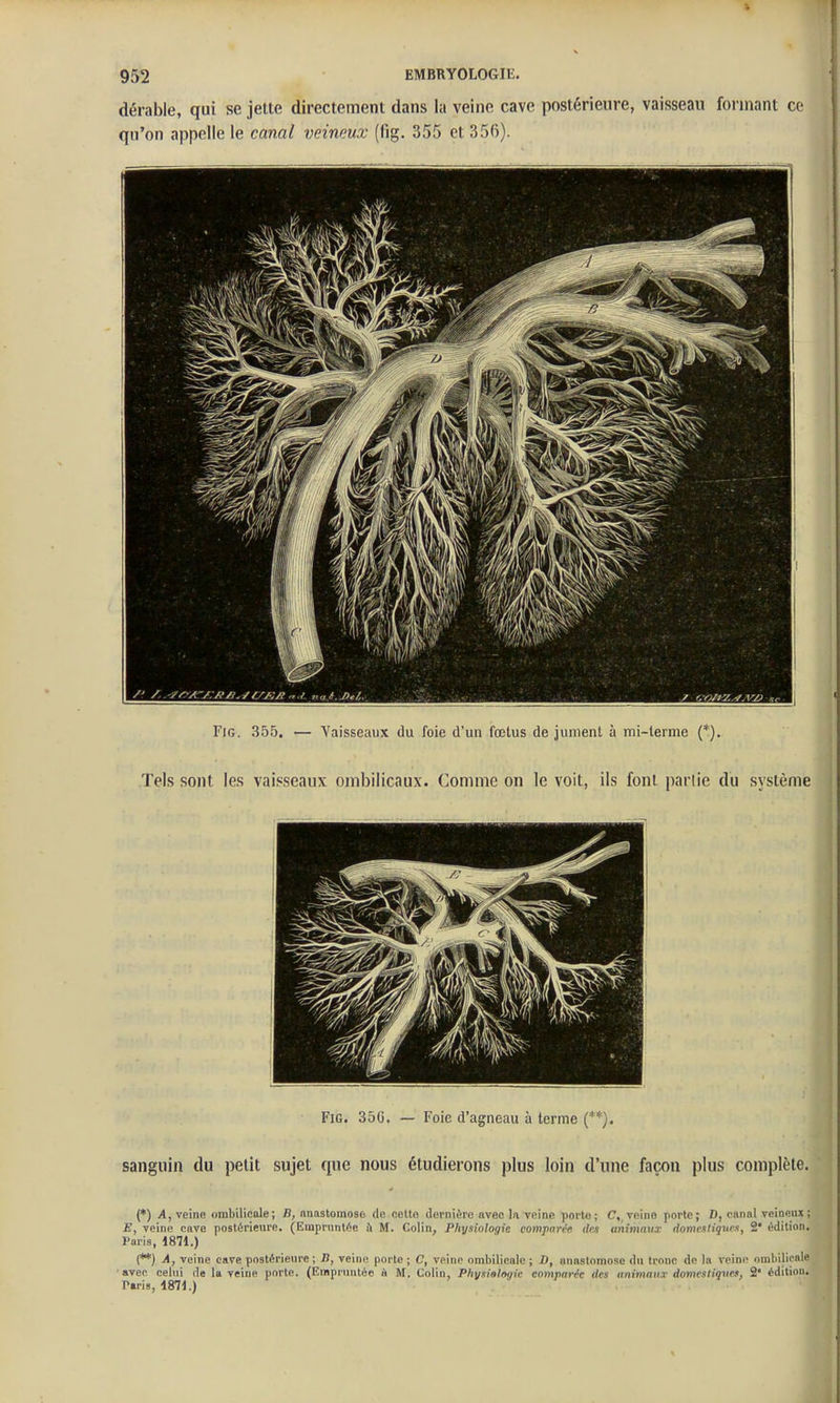 dérable, qui se jette directement dans la veine cave postérieure, vaisseau formant ce qu'on appelle le canal veineux (fig. 355 et 356). FiG. 355. — Vaisseaux du foie d'un fœtus de jument à mi-terme {*). Tels sont les vaisseaux ombilicaux. Comme on le voit, ils font parlie du système Fig. 35G. — Foie d'agneau à terme (*'). sanguin du petit sujet que nous étudierons plus loin d'une façon plus complète. (*) A, veine ombilicale ; B, nnastoinose de celtn dernière avec la veine porte ; C,, veino porte ; D, canal veineux ; E, veine cave postérieure. (EmpnintAe (i M. Colin, Physiologie compan'e. (ks animaux riotncutiqrtcx, 2* édition. Paris, 1871.) (*) A, veine cave postérieure ; D, veine porte ; C, veine ombilicale ; D, anastomose du tronc de la veine ombilicale ■ avec celui de la veine porte. (Empruntée ù M. Colin, Physiologie comparée (tes animaux domestiques, 2* édition. Paris, 1871.)