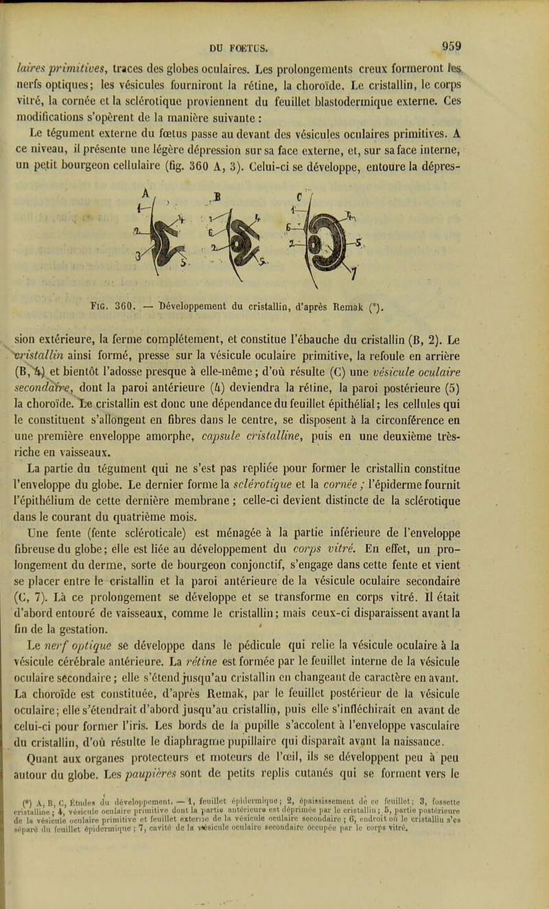 laires primitives, traces des globes oculaires. Les prolongements creux formeront le^ nerfs optiques; les vésicules fourniront la rétine, la choroïde. Le cristallin, le corps vitré, la cornée et la sclérotique proviennent du feuillet blastodermique externe. Ces modifications s'opèrent de la manière suivante : Le tégument externe du fœtus passe au devant des vésicules oculaires primitives. A ce niveau, il présente une légère dépression sur sa face externe, et, sur sa face interne, un pe.tit bourgeon cellulaire (fig. 360 A, 3). Celui-ci se développe, entoure la dépres- Fic. 360. — Développement du cristallin, d'après Remak (*). sion extérieure, la ferme complètement, et constitue l'ébauche du cristallin (B, 2). Le \ristallin ainsi formé, presse sur la vésicule oculaire primitive, la refoule en arrière (B,'*4) et bientôt l'adosse presque à elle-même; d'où résulte (C) une vésicule oculaire secondaire, dont la paroi antérieure {U) deviendra la réline, la paroi postérieure (5) la choroïde. Le cristallin est donc une dépendance du feuillet épithélial ; les cellules qui le constituent s'allongent en fibres dans le centre, se disposent à la circonférence en une première enveloppe amorphe, capsule cristalline, puis en une deuxième très- riche en vaisseaux. La partie du tégument qui ne s'est pas repliée pour former le cristallin constitue l'enveloppe du globe. Le dernier forme la sclérotique et la cornée ; l'épiderme fournit l'épithélium de cette dernière membrane ; celle-ci devient distincte de la sclérotique dans le courant du quatrième mois. Une fente (fente sclérolicale) est ménagée à la partie inférieure de l'enveloppe fibreuse du globe; elle est liée au développement du corps vitré. En effet, un pro- longem.ent du derme, sorte de bourgeon conjonctif, s'engage dans cette fente et vient se placer entre le cristallin et la paroi antérieure de la vésicule oculaire secondaire (C, 7). Là ce prolongement se développe et se transforme en corps vitré. Il était d'abord entouré de vaisseaux, comme le cristallin; mais ceux-ci disparaissent avant la fin de la gestation. ' Le 72erf optique se développe dans le pédicule qui relie la vésicule oculaire à la vésicule cérébrale antérieure. La rétine est formée par le feuillet interne de la vésicule oculaire secondaire; elle s'étend jusqu'au cristallin en changeant de caractère en avant. La choroïde est constituée, d'après Remak, par le feuillet postérieur de la vésicule oculaire; elle s'étendrait d'abord jusqu'au cristallin, puis elle s'infléchirait en avant de celui-ci pour former l'iris. Les bords de la pupille s'accolent à l'enveloppe vasculaire du cristallin, d'où résulte le diaphragme pupillairc qui disparaît avant la naissance. Quant aux organes protecteurs et moteurs de l'œil, ils se développent peu à peu autour du globe. Les paupières sont de. petits replis cutanés qui se forment vers le (*) A, B, c, Études du développement. — i, feuillet épidei'iniiiue ; 2, épnississement do ce feuillet; 3, fossette cristulline •' 4, vésicule oculaire primitive dout la itarùe aiitérieuro est déprimée par le cristniliu ; 5, partie postérieure de la vésicule oculaire primitive et feuillet cxterjDC de lu vésicule oculaire secondaire ; 0, endroit où le cristniliu s'cs séparé du feuillet épidcruiiquc ; 7, cavité do la vKésiculc oculaire secondaire Occupée par le eorps vitré.