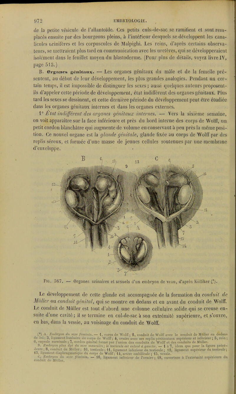1)72 EMIillYOLOGlE. de la petite vésicule de l'allantoïde. Ces petits culs-de-sac se rainideiil et sont rem- placés ensiiile par des bourgeons pleins, à l'intérieur desquels se développent les cana- licules iirinifèrcs et les corpuscules de Malpiglii. Les reins, d'après certains observa- teurs, se niellraient plus tard en communication avec les uretères, qui se développeraient isolément dans le feuillet moyen du blastoderme. (Pour plus de détails, voyez livre IV, page 5!S.) B. Organes gcnitnn^K. — Les orgaues génitaux du mâle et de la femelle pré- sentent, au début de leur développement, les plus grandes analogies. Pendant un cer- tain temps, il est impossible de distinguer les sexes ; aussi quel([ues auteurs proposent- ils d'appeler celte période de développement, état indifférent des organes génitaux. Plus tard les sexes se dessinent, et cette dernière période du développement peut être étudiée dans les organes génitaux internes et dans les organes externes. 1° Etat indifférent des organes génitaux internes. — Vers la sixième semaine, on voit apparaître sur la face inférieure et près du bord interne des corps de Wolff, un petit cordon blanchâtre qui augmente de volume en conservant à peu près la même posi- tion. Ce nouvel organe est la glande génitale, glande fixée au corps de Wolff par des replis séreux, et formée d'une tuasse de jeunes cellules soutenues par une membrane d'enveloppe. FiG. 367. — Organes urinaires et sexuels d'un embryon de veau, d'après KiiUiker (*)• Le développement de cette glande est accompagnée de la formation du conduit de Millier ou conduit génital, qui se montre en dedans et en avant du conduit de Wolff. Le conduit de Millier est tout d'abord une colonne cellulaire solide qui se creuse en- suite d'une cavité; il se termine en cul-de-sac à son extrémité supérieure, et s'ouvre, en bas, dans la vessie, au voisinage du conduit de Wolff. (*) A. Embryun du scxç féminin. — \ , corps du Wolff; 2, conduit de Wolff avec le conduit de Mrtller en dedans de loi ; 3, Hiçauient lombuii'e du coips de Wollf; 4, ovaire avec ses replis poritoiiéanx supérieur et inférieur; 5, rein ; G, eupsule surrénale ; 7, cordon génital formé pnr l'union des conduits de Wolll' et des conduits de MûUer. I). Embryon plus âfir du sc:ie masculi't ; le testicule est enlevé d gauche. — 1 il 7, idem que pour la fisuro précé- diMilu; 8, coniluit de Jlidler; dO, Icslieule ; 11, lipiment inl'érienr du testicule; 12, ligament supérieur du teslioule; 13, li!,'mniMit din)diro£;iiuitii|uo du corps de Wolir;'U, artère ombilicale ; 15, vessie. C. Kmlirunn du xcxc fcminin. — 10, ligament inférieur de l'ovaire: 18, ouverture ii l'extréniilé supérieure du conduit (le Millier.