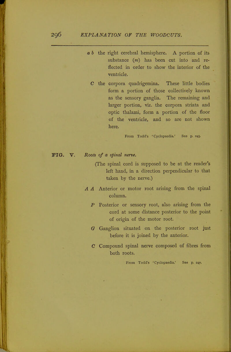 a b the right cerebral hemisphere. A portion of its substance (m) has been cut into and re- flected in order to show the interior of the ventricle. C the corpora quadrigemina. These little bodies form a portion of those collectively known as the sensory ganglia. The remaining and larger portion, viz. the corpora striata and optic thalami, form a portion of the floor of the ventricle, and so are not shown here. From Todd's 'Cyclopaedia.' See p. 245. FIG. V. Roots of a spinal nerve. (The spinal cord is supposed to be at the reader's left hand, in a direction perpendicular to that taken by the nerve.) A A Anterior or motor root arising from the spinal column. P Posterior or sensory root, also arising from the cord at some distance posterior to the point of origin of the motor root. G Ganglion situated on the posterior root just before it is joined by the anterior. C Compound spinal nerve composed of fibres from both roots. From Todd's 'Cyclopaedia.' See p. 247.