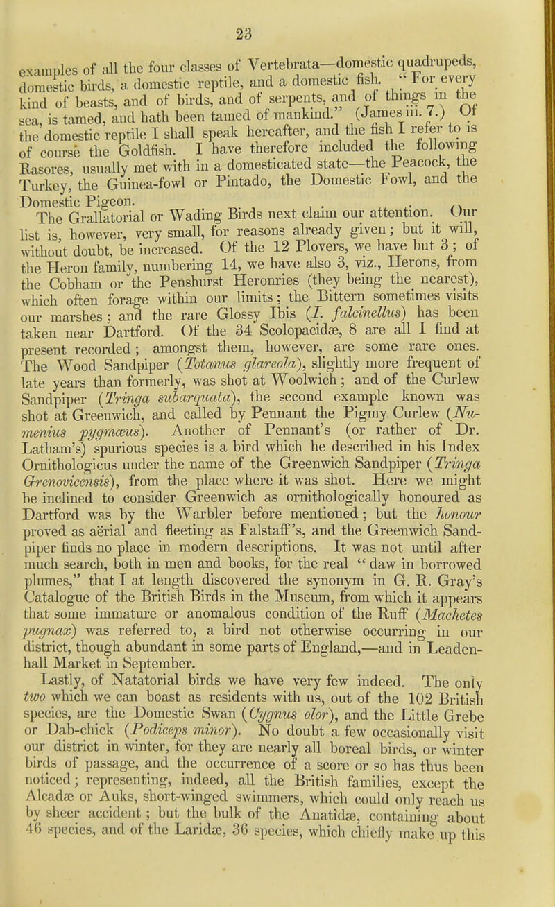 examples of all the four classes of Vertebrata-domestic quadrupeds, domestic bii-ds, a domestic reptile, and a domestic fish. For every kind of beasts, and of birds, and of serpents and of things m the sea, is tamed, and hath been tamed of mankind (James iii. /.) Ut the domestic reptile I shall speak hereafter, and the fish I refer to is of course the Goldfish. I have therefore included the following Rasores, usually met with in a domesticated state—the Feacock, the Turkey, the Guinea-fowl or Pintado, the Domestic Fowl, and the Domestic Pigeon. The Grallatorial or Wading Birds next claim our attention. Uur list is however, very small, for reasons already given; but it will, without doubt, be increased. Of the 12 Plovers, we have but 3 ; of the Heron family, numbering 14, we have also 3, viz., Herons, from the Cobham or the Penshurst Heronries (they being the nearest), which often forage within our limits; the Bittern sometimes visits our marshes ; and the rare Glossy Ibis (J. falcinellus) has been taken near Dartford. Of the 34 Scolopacidse, 8 are all I find at present recorded; amongst them, however, are some rare ones. The Wood Sandpiper {Totanus glareola), slightly more frequent of late years than formerly, was shot at Woolwich ; and of the Curlew Sandpiper (Tringa subarquata), the second example known was shot at Greenwich, and called by Pennant the Pigmy Curlew (iVw- menius pygmcms). Another of Pennant's (or rather of Dr. Latham's) spurious species is a bird which he described in his Index Ornithologicus under the name of the Greenwich Sandpiper {^Tringa Grenovicensis), from the place where it was shot. Here we might be inclined to consider Greenwich as ornithologically honoured as Dartford was by the Warbler before mentioned; but the honour proved as aerial and fleeting as FalstafF's, and the Greenwich Sand- piper finds no place in modern descriptions. It was not until after much search, both in men and books, for the real  daw in borrowed plumes, that I at length discovered the synonym in G. R. Gray's Catalogue of the British Birds in the Museum, from which it appears that some immature or anomalous condition of the Ruff {Machetes inignax) was referred to, a bird not otherwise occurring in our district, though abundant in some parts of England,—and in Leaden- hall Market in September. Lastly, of Natatorial birds we have very few indeed. The only two which we can boast as residents with us, out of the 102 British species, are the Domestic Swan {Oygnm olor), and the Little Grebe or Dab-chick {JPodiceps minor). No doubt a few occasionally visit our district in winter, for they are nearly all boreal birds, or winter birds of passage, and the occurrence of a score or so has thus been noticed; representing, indeed, all the British families, except the Alcadse or Auks, short-winged swimmers, which could only reach us by sheer accident; but the bulk of the Anatidje, containing about 46 species, and of the Laridse, 36 species, which chiefly make up this