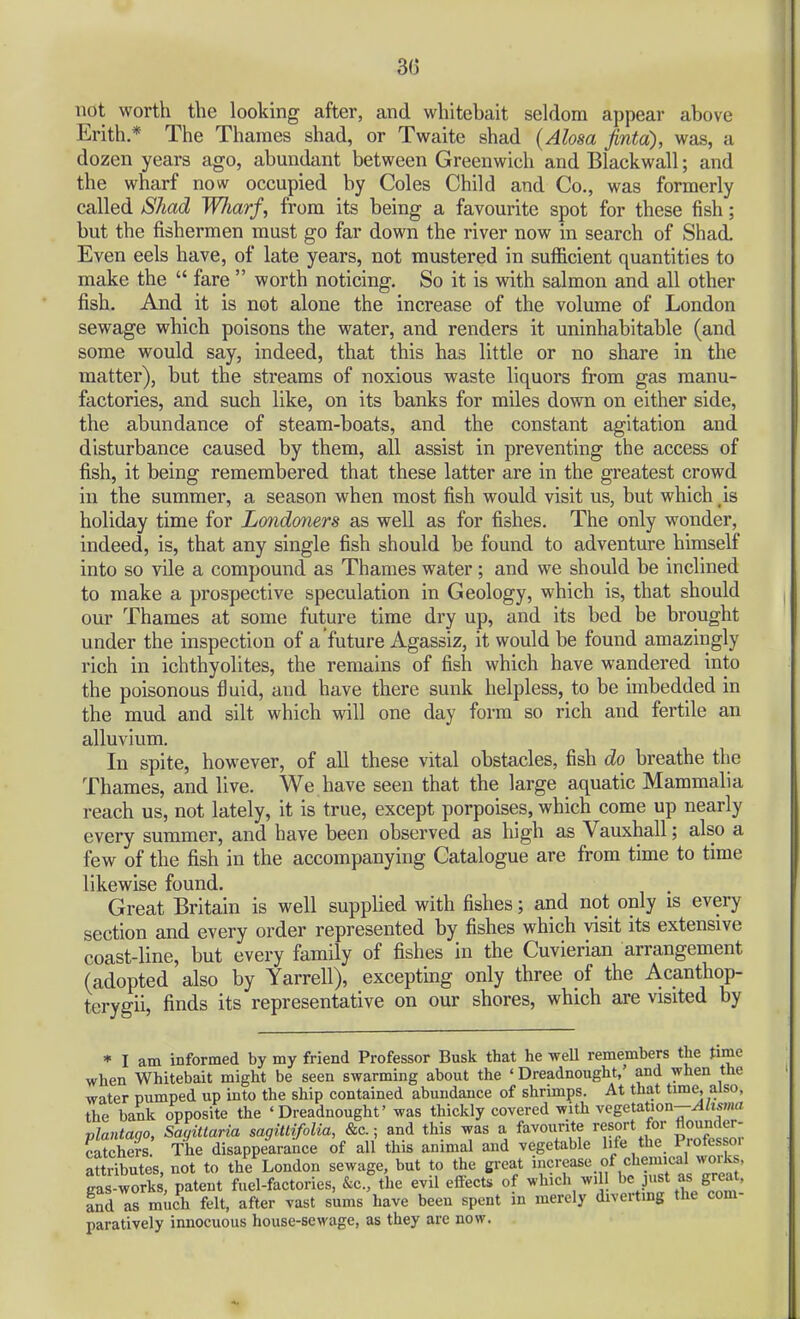 3(3 not worth the looking after, and whitebait seldom appear above Erith * The Thames shad, or Twaite shad (Alosa finta), was, a dozen years ago, abmidant between Greenwich and Blackwall; and the wharf now occupied by Coles Child and Co., was formerly called jShad Wiarf, from its being a favourite spot for these fish; but the fishermen must go far down the river now in search of Shad Even eels have, of late years, not mustered in sufficient quantities to make the  fare  worth noticing. So it is with salmon and all other fish. And it is not alone the increase of the volume of London sewage which poisons the water, and renders it uninhabitable (and some would say, indeed, that this has little or no share in the matter), but the streams of noxious waste liquors from gas manu- factories, and such like, on its banks for miles down on either side, the abundance of steam-boats, and the constant agitation and disturbance caused by them, all assist in preventing the access of fish, it being remembered that these latter are in the greatest crowd in the summer, a season when most fish would visit us, but which ,is holiday time for Londoners as well as for fishes. The only wonder, indeed, is, that any single fish should be found to adventure himself into so vile a compound as Thames water; and we should be inclined to make a prospective speculation in Geology, which is, that should our Thames at some future time dry up, and its bed be brought under the inspection of a future Agassiz, it would be found amazingly rich in ichthyolites, the remains of fish which have wandered into the poisonous fluid, and have there sunk helpless, to be imbedded in the mud and silt which will one day form so rich and fertile an alluvium. In spite, however, of aU these vital obstacles, fish do breathe the Thames, and live. We have seen that the large aquatic Mammalia reach us, not lately, it is true, except porpoises, which come up nearly every summer, and have been observed as high as Vauxhall; also a few of the fish in the accompanying Catalogue are from time to time likewise found. Great Britain is well supplied with fishes; and not only is every section and every order represented by fishes which visit its extensive coast-line, but every family of fishes in the Cuvierian arrangement (adopted also by Yarrell), excepting only three of the Acanthop- terygii, finds its representative on our shores, which are visited by * I am informed by my friend Professor Busk that he well remembers the time when Whitebait might be seen swarming about the ' Dreadnought,' and when the water pumped up into the ship contained abundance of shrimps. At that time, also, the bank opposite the 'Dreadnought' was thickly covered with vegetation-^to«a plantaqo, Saqitlaria sagittifolia, &c.; and this was a favourite resort for Jounder- ?atche?s The disappearance of all this animal and vegetable life the Professor aStes, not to the London sewage, but to the great increase of chemical works, Jas^orks, patent fuel-factories, .^cfthe evil effects of which wil be just as great, fnd as much felt, after vast sums have been spent in merely divertmg the com- paratively innocuous house-sewage, as they are now.