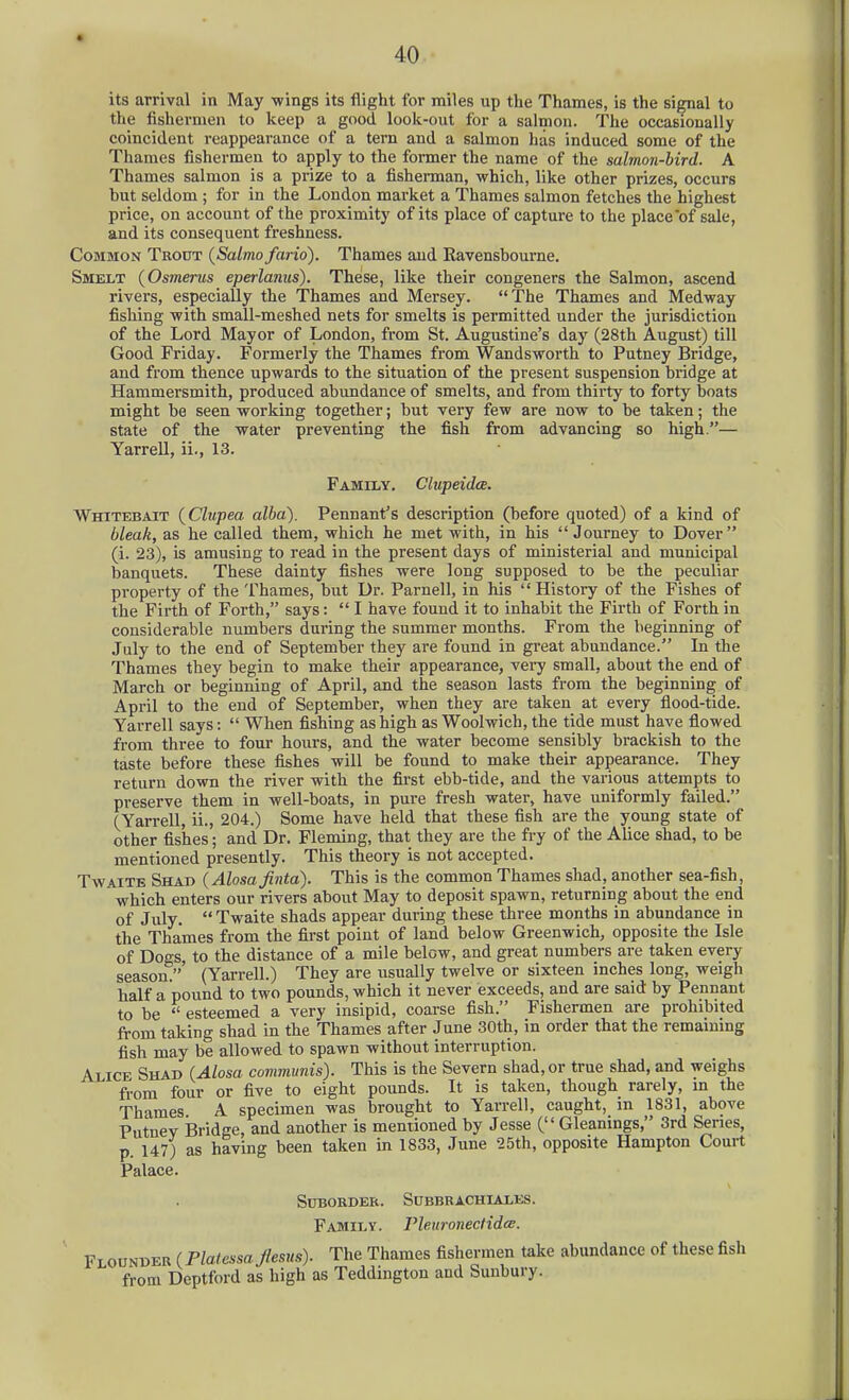 its arrival in May wings its flight for miles up the Thames, is the signal to the fishermen to keep a good look-out for a salmon. The occasionally coincident reappearance of a tern and a salmon has induced some of the Thames fishermen to apply to the former the name of the salmon-bird. A Thames salmon is a prize to a fisherman, which, like other prizes, occurs but seldom ; for in the London market a Thames salmon fetches the highest price, on account of the proximity of its place of capture to the place'of sale, and its consequent freshness. Common Trout {Salmo fario). Thames and Kavensbourne. Smelt {Osmerus eperlanus). These, like their congeners the Salmon, ascend rivers, especially the Thames and Mersey. The Thames and Medway fishing with small-meshed nets for smelts is permitted under the jurisdiction of the Lord Mayor of London, from St. Augustine's day (28th August) till Good Friday. Formerly the Thames from Wandsworth to Putney Bridge, and from thence upwards to the situation of the present suspension bridge at Hammersmith, produced abundance of smelts, and from thirty to forty boats might be seen working together; but very few are now to be taken; the state of the water preventing the fish from advancing so high.— Yarrell, ii., 13. Family. Clupeidce. Whitebait {Clupea alba). Pennant's description (before quoted) of a kind of bleak, as he called them, which he met with, in his Journey to Dover (i. 23), is amusing to read in the present days of ministerial and municipal banquets. These dainty fishes were long supposed to be the peculiar property of the Thames, but Ur. Parnell, in his  History of the Fishes of the Firth of Forth, says:  I have found it to inhabit the Firth of Forth in considerable numbers during the summer months. From the beginning of July to the end of September they are found in great abundance. In the Thames they begin to make their appearance, very small, about the end of March or beginning of April, and the season lasts from the beginning of April to the end of September, when they are taken at every flood-tide. Yarrell says:  When fishing as high as Woolwich, the tide must have flowed from three to four hours, and the water become sensibly brackish to the taste before these fishes will be found to make their appearance. They return down the river with the first ebb-tide, and the various attempts to preserve them in well-boats, in pure fresh water, have uniformly failed. (Yarrell, ii., 204.) Some have held that these fish are the yoimg state of other fishes; and Dr. Fleming, that they are the fry of the Alice shad, to be mentioned presently. This theory is not accepted. TwAiTE Shab {Alosajinta). This is the common Thames shad, another sea-fish, which enters our rivers about May to deposit spawn, returning about the end of July.  Twaite shads appear during these three months in abundance in the Thames from the first point of land below Greenwich, opposite the Isle of Dogs, to the distance of a mile below, and great numbers are taken every season.' (Yarrell.) They are usually twelve or sixteen inches long, weigh half a pound to two pounds, which it never exceeds, and are said by Pennant to be  esteemed a very insipid, coarse fish. Fishermen are prohibited from taking shad in the Thames after June 30th, in order that the remaining fish may be allowed to spawn without interruption. Alice Shad (Alosa communis). This is the Severn shad, or true shad, and weighs from four or five to eight pounds. It is taken, though rarely, in the Thames. A specimen was brought to Yarrell, caught, in 1831, above Putney iSridge, and another is mentioned by Jesse ( Gleanings, 3rd Series, p. 147) as having been taken in 1833, June 25th, opposite Hampton Court Palace. Suborder. Subbrachiales. Family, rieuronectidt^. Flounder (Platessa Jlesus). The Thames fishermen take abundance of these fish from Deptford as high as Teddington and Sunbury.