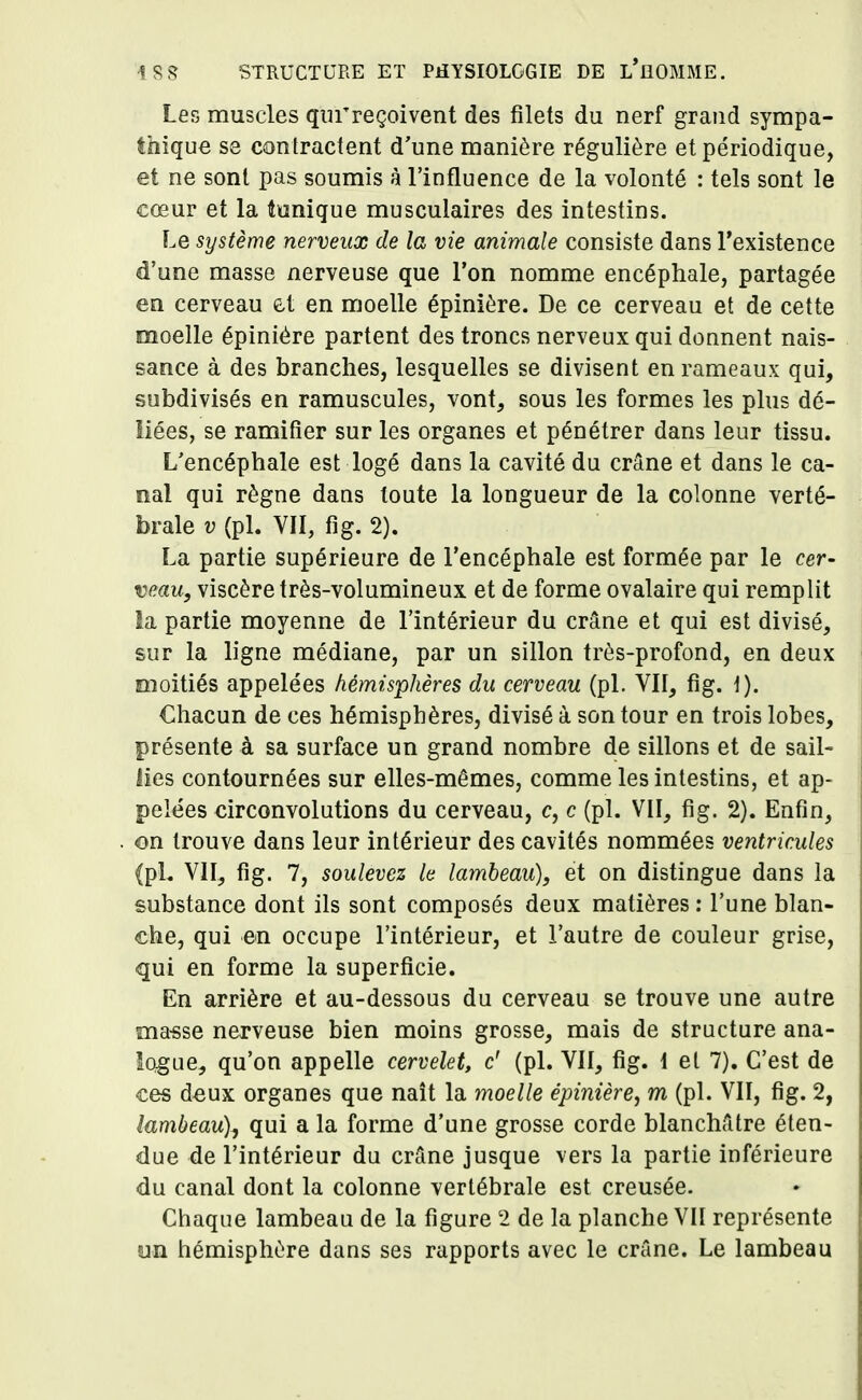 Les muscles qm'reçoivent des filets du nerf grand sympa- thique se contractent d'une manière régulière et périodique, et ne sont pas soumis à l'influence de la volonté : tels sont le cœur et la tunique musculaires des intestins. Le système nerveux de la vie animale consiste dans l'existence d'une masse nerveuse que l'on nomme encéphale, partagée en cerveau et en moelle épinière. De ce cerveau et de cette moelle épinière partent des troncs nerveux qui donnent nais- sance à des branches, lesquelles se divisent en rameaux qui, subdivisés en ramuscules, vont, sous les formes les plus dé- liées, se ramifier sur les organes et pénétrer dans leur tissu. L'encéphale est logé dans la cavité du crâne et dans le ca- nal qui règne dans toute la longueur de la colonne verté- brale v (pl. VII, fig. 2). La partie supérieure de l'encéphale est formée par le cer- veau, viscère très-volumineux et de forme ovalaire qui remplit la partie moyenne de l'intérieur du crâne et qui est divisé, sur la ligne médiane, par un sillon très-profond, en deux moitiés appelées hémisphères du cerveau (pl. VII, fig. t). Chacun de ces hémisphères, divisé à son tour en trois lobes, présente à sa surface un grand nombre de sillons et de sail- lies contournées sur elles-mêmes, comme les intestins, et ap- pelées circonvolutions du cerveau, c, c (pl. VII, fig. 2). Enfin, on trouve dans leur intérieur des cavités nommées ventricules (pL VII, fig. 7, soulevez le lambeau), et on distingue dans la substance dont ils sont composés deux matières : l'une blan- che, qui en occupe l'intérieur, et l'autre de couleur grise, qui en forme la superficie. En arrière et au-dessous du cerveau se trouve une autre masse nerveuse bien moins grosse, mais de structure ana- îogue, qu'on appelle cervelet, c' (pl. VII, fig. 1 et 7). C'est de ces deux organes que naît la moelle épinière, m (pl. VII, fig. 2, lambeau), qui a la forme d'une grosse corde blanchâtre éten- due de l'intérieur du crâne jusque vers la partie inférieure du canal dont la colonne vertébrale est creusée. Chaque lambeau de la figure 2 de la planche VII représente on hémisphère dans ses rapports avec le crâne. Le lambeau