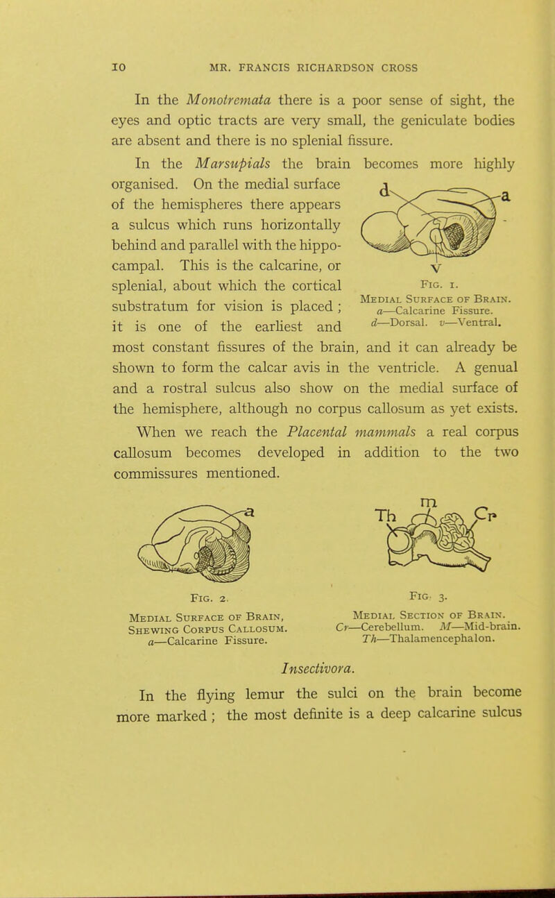 In the Monotremata there is a poor sense of sight, the eyes and optic tracts are very small, the geniculate bodies are absent and there is no splenial fissure. In the Marsupials the brain becomes more highly organised. On the medial surface of the hemispheres there appears a sulcus which runs horizontally behind and parallel with the hippo- campal. This is the calcarine, or splenial, about which the cortical substratum for vision is placed ; it is one of the earUest and most constant fissirres of the brain, and it can already be shown to form the calcar avis in the ventricle. A genual and a rostral sulcus also show on the medial surface of the hemisphere, although no corpus caUosum as yet exists. When we reach the Placental mammals a real corpus callosum becomes developed in addition to the two commissures mentioned. V Fig. I. Medial Surface of Brain. a—Calcarine Fissure. d—Dorsal, v—Ventral. Fig. 2. Medial Surface of Brain, Shewing Corpus Callosum. a—Calcarine Fissure. Fig. 3. Medial Section of Brain. Cr—Cerebellum. M—Mid-brain. Th—Thalamencephalon. Insectivora. In the flying lemur the sulci on the brain become more marked; the most definite is a deep calcarine sulcus