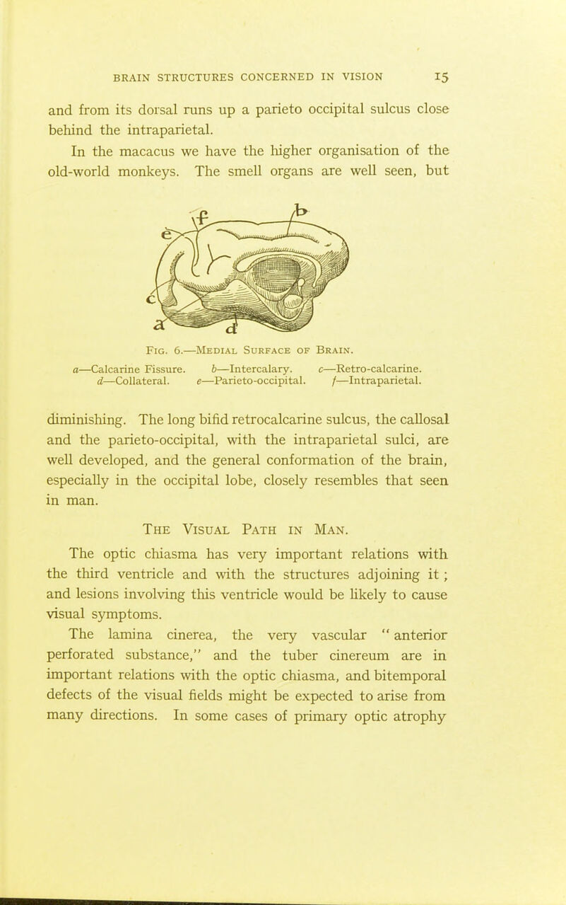and from its dorsal runs up a parieto occipital sulcus close behind the intraparietal. In the macacus we have the higher organisation of the old-world monkeys. The smell organs are well seen, but Fig. 6.—Medial Surface of Brain. a—Calcarine Fissure. b—Intercalary. c—Retro-calcarine. d—Collateral. e—Parieto-occipital. /—Intraparietal. diminishing. The long bifid retrocalcarine sulcus, the callosal and the parieto-occipital, with the intraparietal sulci, are well developed, and the general conformation of the brain, especially in the occipital lobe, closely resembles that seen in man. The Visual Path in Man. The optic chiasma has very important relations with the third ventricle and with the structures adjoining it; and lesions involving this ventricle would be Ukely to cause visual symptoms. The lamina cinerea, the very vascular  anterior perforated substance, and the tuber cinereum are in important relations with the optic chiasma, and bitemporal defects of the visual fields might be expected to arise from many directions. In some cases of primary optic atrophy