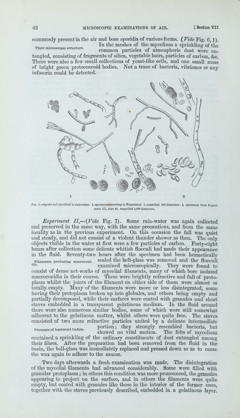 commonly present in the air and bore sporidia of various forms. {Vide Fig. 6,1). In the meshes of the mycelium a sprinkling- of the Their microscopic structure. ,• ■> ^ A„ „ • j , ~ common particles ol atmospheric dust were en- tangled, consisting of fragments of silica, vegetable hairs, particles of carbon, &c. There were also a few small collections of yeast-like cells, and one small mass of bright green protococcoid bodies. Not a trace of bacteria, vibriones or any infusoria could be detected. Fig. 6.—Spores and mycelium in rain-water: 1, specimens-occurring in Experiment I, magnified 400 diameters: 2, specimens from Experi- ment III, page 44, magnified 1,000 diameters. Experiment II,—(Vide Fig. 7). Some rain-water was again collected and preserved in the same way, with the same precautions, and from the same locality as in the previous experiment. On this occasion the fall was quiet and steady, and did not consist of a violent thunder shower as then. The only objects visible in the water at first were a few particles of carbon. Forty-eight hours after collection some delicate whitish flocculi had made their appearance in the fluid. Seventy-two hours after the specimen had been hermetically Filaments producing macroconi- sealed the bell-glass was removed and the flocculi dia- examined microscopically. They were found to consist of dense net-works of mycelial filaments, many of which bore isolated macroconidia in their course. These were brightly refractive and full of proto- plasm whilst the joints of the filament on either side of them were almost or totally empty. Many of the filaments were more or less disintegrated, some having their protoplasm broken up into globules, and others being empty and partially decomposed, while their surfaces were coated with granules and short staves embedded in a transparent gelatinous medium. In the fluid around there were also numerous similar bodies, some of which were still somewhat adherent to the gelatinous matter, whilst others were quite free. The staves consisted of two more refractive particles united by a delicate intermediate ..... portion; they strongly resembled bacteria, but Presence of bacteroid bodies. i , ' t, , 3 J rn, c i, c ' . showed no vital motion. The felts 01 mycelium contained a sprinkling of the ordinary constituents of dust entangled among their fibres. After the preparation had been removed from the fluid in the basin, the bell-glass was immediately replaced and pressed down so as to cause the wax again to adhere to the saucer. Two days afterwards a fresh examination was made. The disintegration of the mycelial filaments had advanced considerably. Some were filled with granular protoplasm; in others this condition was more pronounced, the granules appearing to project on the surface, and in others the filaments were quite empty, but coated with granules like those in the interior of the former ones, together with the staves previously described, embedded in a gelatinous layer.