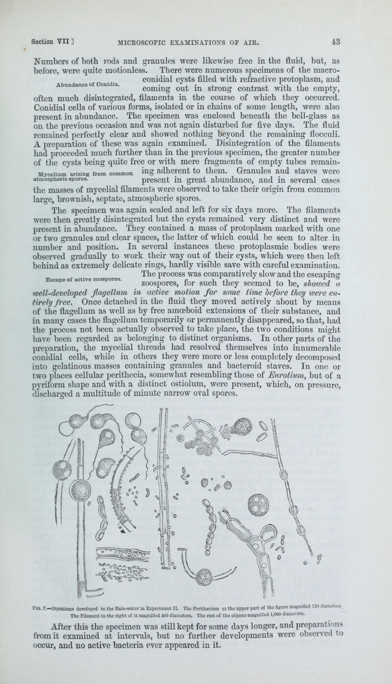 Numbers of both rods and granules were likewise free in the fluid, but, as before, were quite motionless. There were numerous specimens of the macro- conidial cysts filled with refractive protoplasm, and coming out in strong contrast with the empty, often much disintegrated, filaments in the course of which they occurred. Conidial cells of various forms, isolated or in chaius of some length, were also present in abundance. The specimen was enclosed beneath the bell-glass as on the previous occasion and was not again disturbed for five days. The fluid remained perfectly clear and showed nothing beyond the remaining flocculi. A preparation of these was again examined. Disintegration of the filaments had proceeded much further than in the previous specimen, the greater number of the cysts being quite free or with mere fragments of empty tubes remain- Myceiium arising from common ing adherent to them. Granules and staves were atmospheric spores. present in great abundance, and in several cases the masses of mycelial filaments were observed to take their origin from common large, brownish, septate, atmospheric spores. The specimen was again sealed and left for six days more. The filaments were then greatly disintegrated but the cysts remained very distinct and were present in abundance. They contained a mass of protoplasm marked with one or two granules and clear spaces, the latter of which could be seen to alter in number and position. In several instances these protoplasmic bodies were observed gradually to work their way out of their cysts, which were then left behind as extremely delicate rings, hardly visible save with careful examination. The process was comparatively slow and the escaping Escape of active zoospores. e \ i^i * , zoospores, tor such they seemed to be, showed a tcell-developed flagellum in active motion for some time before they were en- tirely free. Once detached in the fluid they moved actively about by means of the flagellum as well as by free amoeboid extensions of their substance, and in many cases the flagellum temporarily or permanently disappeared, so that, had the process not been actually observed to take place, the two conditions might have been regarded as belonging to distinct organisms. In other parts of the preparation, the mycelial threads had resolved themselves into innumerable conidial cells, while in others they were more or less completely decomposed into gelatinous masses containing granules and bacteroid staves. In one or two places cellular perithecia, somewhat resembling those of Eurotium, but of a pyriform shape and with a distinct ostiolum, were present, which, on pressure, discharged a multitude of minute narrow oval spores. Fig. 7.—Organisms developed in the Rain-water in Experiment II. The Perithecium at the upper part of the figure magnified 120 diameters, The Filament to the right of it magnified 400 diameters. The rest of the objects magnified 1,000 diameters. After this the specimen was still kept for some days longer, and preparations from it examined at intervals, but no further developments were observed to occur, and no active bacteria ever appeared in it.