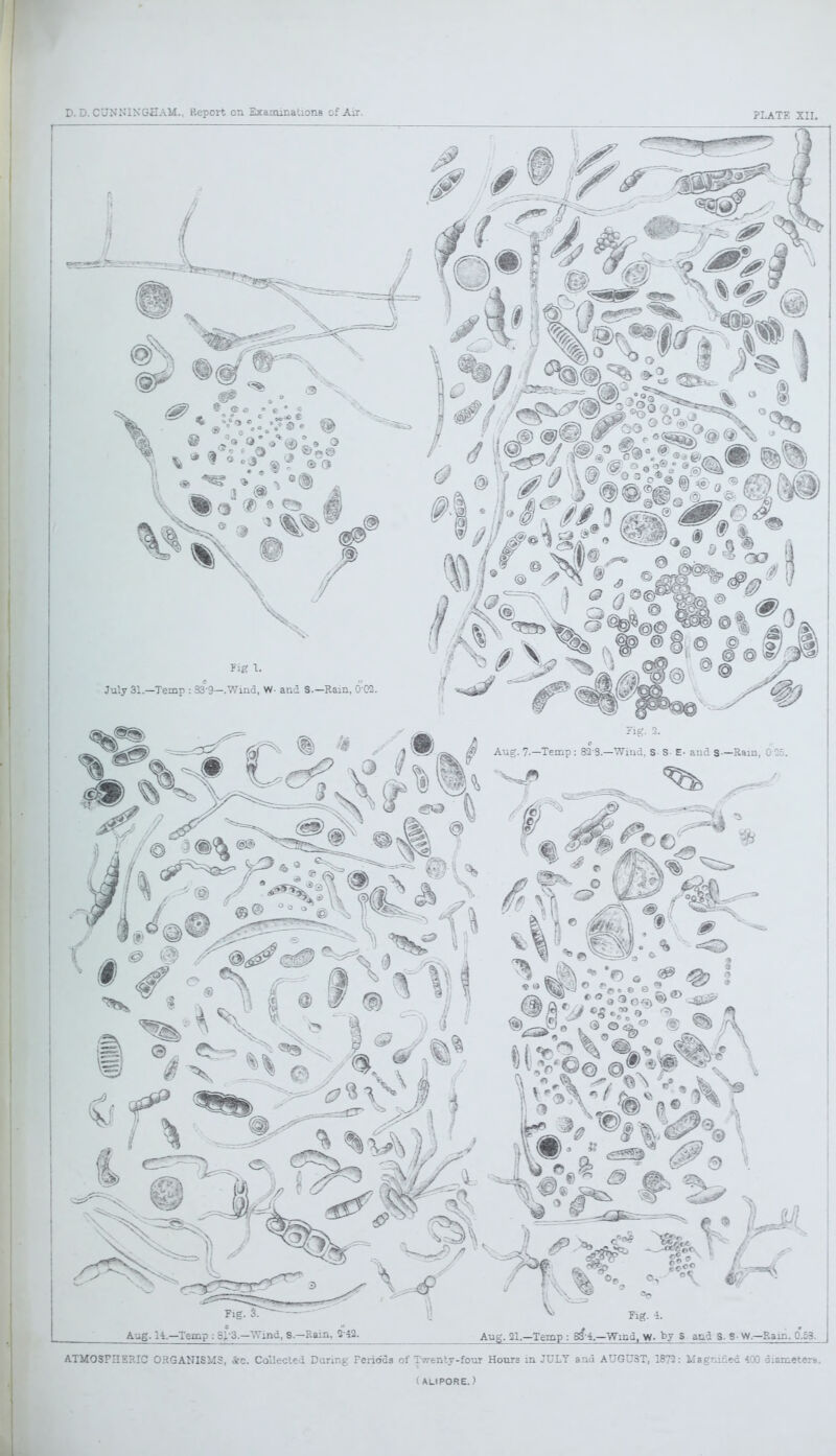 • 9 *%^fl? 3 Fig 1. July 31.—Temp : 33°9—.Wind, W- and S.—Rain, 0 02. 1) « Fig. 2. Aug. 7-—Temp: 82 3.—Wind, S S- E- and S— Ram, . - . rs e *y _ Fig. 3. Aug. 14.—Temp : 8}-3.—Wind, S.-Rain, 2 42. Aug. 21.—Temp : S3 4.—Wind, W- by S and S. 3-W — Rain. 0.53. ATMOSPHERIC ORGANISMS, Sec. Collected During Ferio'ds of Twenty-four Hours in JULY and AUGUST, 1873: Magnified 400 diameters. (ALIPORE.)