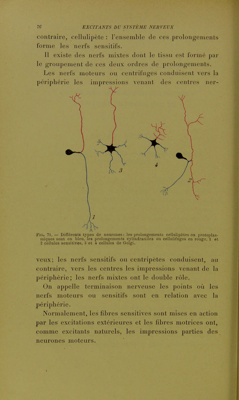 contraire, cclliilii)ète : Fensemble de ces prolongejuenls forme les nerfs sensitifs. Il existe des nerfs mixtes dont le tissu est formé par le groupement de ces deux ordres de prolongements. Les nerfs moteurs ou centrifuges conduisent vers la périphérie les impressions venant des centres ner- FiG. 71.— Différents types do neurones: les prolongomonts cellulip6tes ou protoplas- iniquos sont en bleu, les prolongements cylindraxilos ou collulifuges en rouge. 1 et 2 cellules sonsitives, 3 et 4 cellules de Golgi. veux; les nerfs sensitifs ou centripètes conduisent, au contraire, vers les centres les impressions venant de la périphérie; les nerfs mixtes ont le double rôle. On appelle terminaison nerveuse les points où les nerfs moteurs ou sensitifs sont en relation avec la périphérie. Normalement, les fibres sensitives sont mises en action par les excitations extérieures et les fibres motrices ont, comme excitants naturels, les impressions parties des neurones moteurs.
