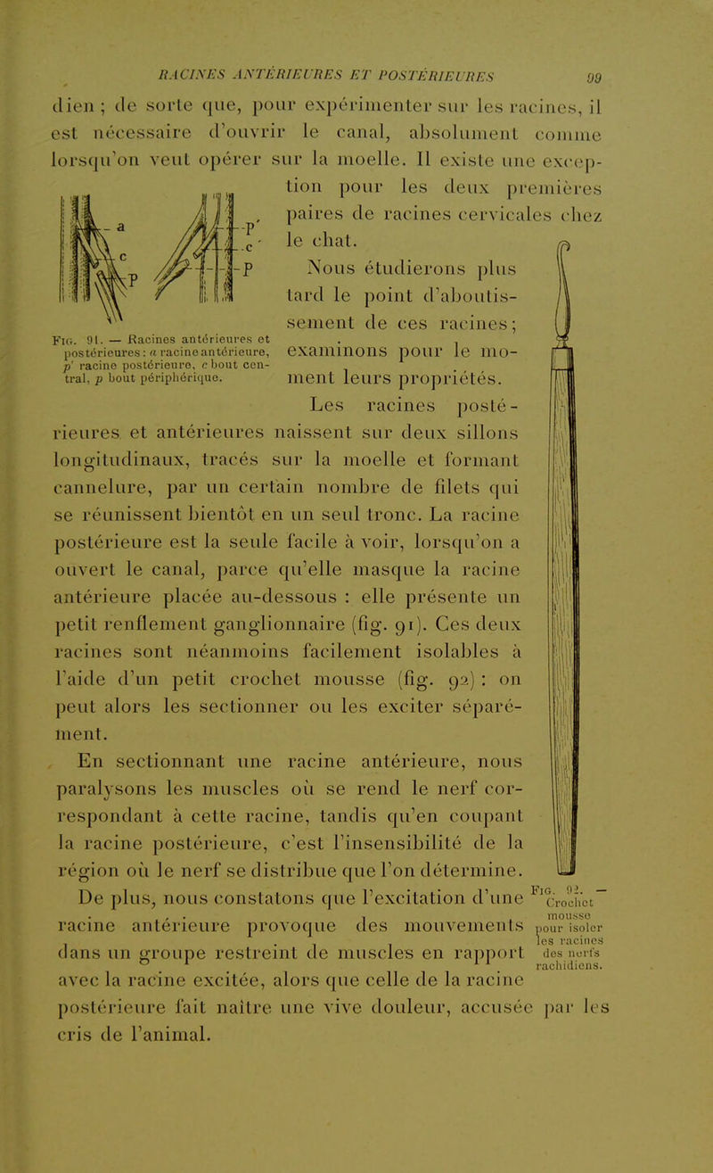 Pu;. 01. — Racines antérieures et postérieures: a racine antérieure, p' racine postérieure, c bout cen- tral, p bout périphérique. RACL\ES antkrifa:res et postérieures 09 tlien ; de sorte que, pour expérimenter sur les racines, il est nécessaire d'ouvrir le canal, absolument comme lorsqu'on veut opérer sur la moelle. Il existe une excep- tion pour les deux premières paires de racines cervicales chez le chat. Nous étudierons plus tard le point d'aboutis- sement de ces racines ; examinons pour le mo- ment leurs propriétés. Les racines posté- rieures et antérieures naissent sur deux sillons longitudinaux, tracés sur la moelle et formant cannelure, par un certain nombre de fdets qui se réunissent bientôt en un seul tronc. La racine postérieure est la seule facile à voir, lorsqu'on a ouvert le canal, parce qu'elle masque la racine antérieure placée au-dessous : elle présente un petit renflement ganglionnaire (fig. 91). Ces deux racines sont néanmoins facilement isolables à l'aide d'un petit crochet mousse (fig. 92) : on peut alors les sectionner ou les exciter séparé- ment. En sectionnant une racine antérieure, nous paralysons les muscles où se rend le nerf cor- respondant à cette racine, tandis qu'en coupant la racine postérieure, c'est l'insensibilité de la région où le nerf se distribue que l'on détermine. De plus, nous constatons que l'excitation d'une '^'crochet'' , , . , , mousse racme antérieure provoque des mouvements pour isoler les rue in es dans un groupe restreint de muscles en rapport <ies nerts , , . rachidicns. avec la racine excitée, alors que celle de la racine postérieure fait naître une vive douleur, accusée ])ar les cris de l'animal.
