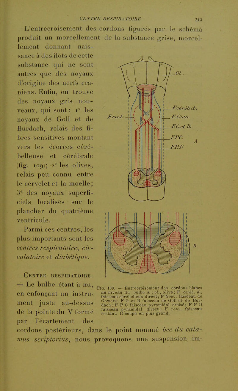 JP^rest CENTRE RESPIRATOIRE ns L'entrecroisement des cordons figurés par le schéma produit un morcellement de la substance grise, morcel- lement donnant nais- sance à des îlots de cette substance qui ne sont autres que des noyaux d'origine des nerfs crâ- niens. Enfin, on trouve des noyaux gris nou- veaux, qui sont : i° les noyaux de Goll et de Burdach, relais des fi- bres sensitives montant vers les écorces céré- belleuse et cérébrale (fig. 109); 2° les olives, relais peu connu entre le cervelet et la moelle; 3° des noyaux superfi- ciels localisés sur le plancher du quatrième ventricule. Parmi ces centres, les plus importants sont les centres respiratoire, cir- culatoire et diabétique. ï B Centre respiratoire — Le bulbe étant à nu en enfonçant un instru- ment juste au-dessus de la pointe du V formé par l'écartement des cordons postérieurs, dans le point nommé bec du cala- mus scriptorius, nous provoquons une suspension im- ' Fig. 109. — Entrecroisement des cordons blancs au niveau du bulbe A : oL, olivo ; F céréb. d., faisceau cérébelleux direct; F Gow., faisceau de Gowers; F G et B faisceau do Goll et do Bur- dach ; F P G faisceau pyramidal croisé ; F P D faisceau pyramidal direct; F 7'e.it., faisceau restant. B coupe en plus grand.