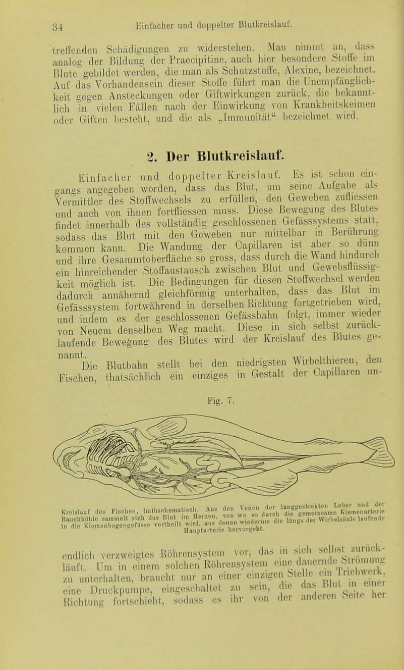 Einfacher und doppelter Blutkreislauf. treilciulcn ScJiäcligimgeu zu widerstehen. Mau luuinii an, dass analog der Bildung der Praecipitine, auch hier besondere Stofto im Blute gebildet werden, die man als Schutzstofl'e, Alexine, bezeichnet. Auf das Vorhandensein dieser StoRc führt man die Unem|)ianglich- keit gegen Ansteckungen oder Giftwirkungen zurück, die bekannt- lich in vielen Fällen nach der Einwirkimg von Krankheitskeimen oder Giften l)esteht, und die als „Immunität bezeichnet wird. 2. Der Blutkreislauf. Einfacher und doppelter Kreislauf. Es ist srhon eiu- o-angs angegeben worden, dass das Blut, um seine Aufgabe als Vermittler des Stoffwechsels zu erfüllen, den Geweben zulliesseii und auch von ihnen fortfliessen muss. Diese Bewegung des Blutes findet innerhalb des vollständig geschlossenen Gefässsystems statt, sodass das Blut mit den Geweben nm- mittelbar in Berührung kommen kann. Die Wandung der Capillaren ist aber so dunn und ihre Gesammtoberfläche so gross, dass durch die Wand hindurch ein hinreichender Stoffaustausch zwischen Blut und Gewebsilussig- keit möglich ist. Die Bedingungen für diesen Stoffwechsel werden dadurch annähernd gleichförmig unterhalten, dass das Blut im Gefässsystem fortwährend in derselben Richtung fortgetrieben wird, und indem es der geschlossenen Gefässbahn folgt, immer wieder von Neuem denselben Weg macht. Diese in sich selbst zurück- laufende Bewegung des Blutes wird der Kreislauf des Blutes ge- °^™Die Blutbahn stellt bei den niedrigsten Wirbelthieren, den Fischen, thatsächlich ein einziges in Gestalt der Capillaren un- Pig. 7. B>. Verion dui- laiiggestiokte» Leber und der Kreislauf des Fisclie.s, lialbsdieraatisoli. Aus ' .,/7;°''Keraeiiisame Kieincnarlerie Hauiiturleiie hervorgent. das in sich selbst zurück-