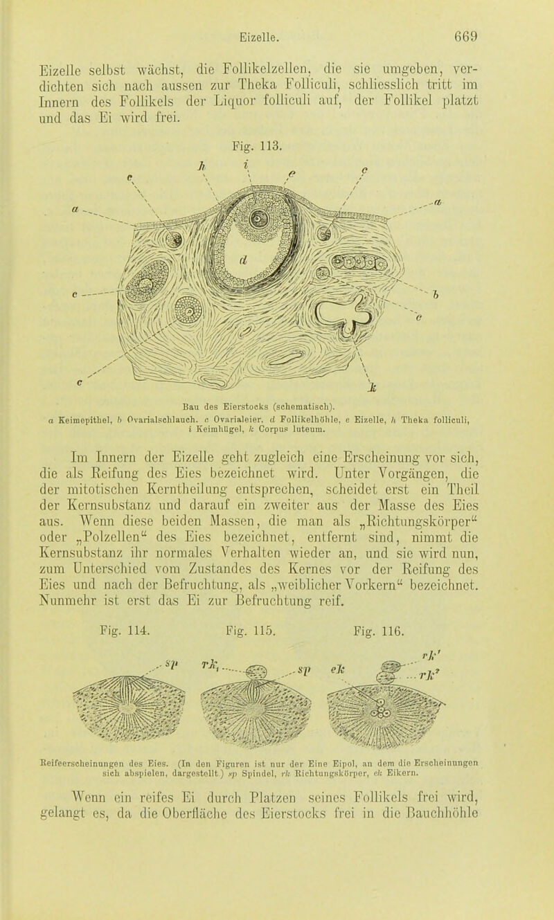 Eizelle selbst wächst, die FoUikelzellen. die sie umgeben, ver- dichten sich nach aussen zur Theka Folliculi, schliesslich tritt im Innern des Follikels dei- Liquoi- folliculi auf, der Follikel platzt und das Ei wird frei. Fig. 113. Bau des Eierstocks (schematisch). a Keimepithel, b Ovarialsohlauch. r, Ovarialeier. (( Follikelhöhle, e Eizelle, h Theka folliculi, i Keimlillgel, Ic Corpus luteum. Im Innern der Eizelle geht zugleich eine Erscheinung vor sich, die als Keifung des Eies bezeichnet wird. Unter Vorgängen, die der mitotischen Kerntheilung entsprechen, scheidet erst ein Theil der Kernsubstanz und darauf ein zweiter aus der Masse des Eies aus. Wenn diese beiden Massen, die man als „Richtiingskörper oder „Polzellen des Eies bezeichnet, entfernt sind, nimmt die Kernsubstanz ihr normales Verhalten wieder an, und sie wird nun, zum Unterschied vom Zustandes des Kernes vor der Reifung des Eies und nach der Befruchtung, als „weiblicher Vorkern bezeichnet. Nunmehr ist erst das Ei zur Befruchtung reif. Fig. 114. Fis. 115. Fig. 116. Keifeerscheinungen des Eies. (In den Figuren ist nur der Eine Eipol, an dem die Erscheinungen sich abspielen, dargestellt.) xp Spindel, r\s Riehtungskörper, '* Eikern. Wenn ein reifes Ei durch Platzen seines Follikels frei wird, gelangt es, da die Oberfläche des Eierstocks frei in die Bauchhöhle