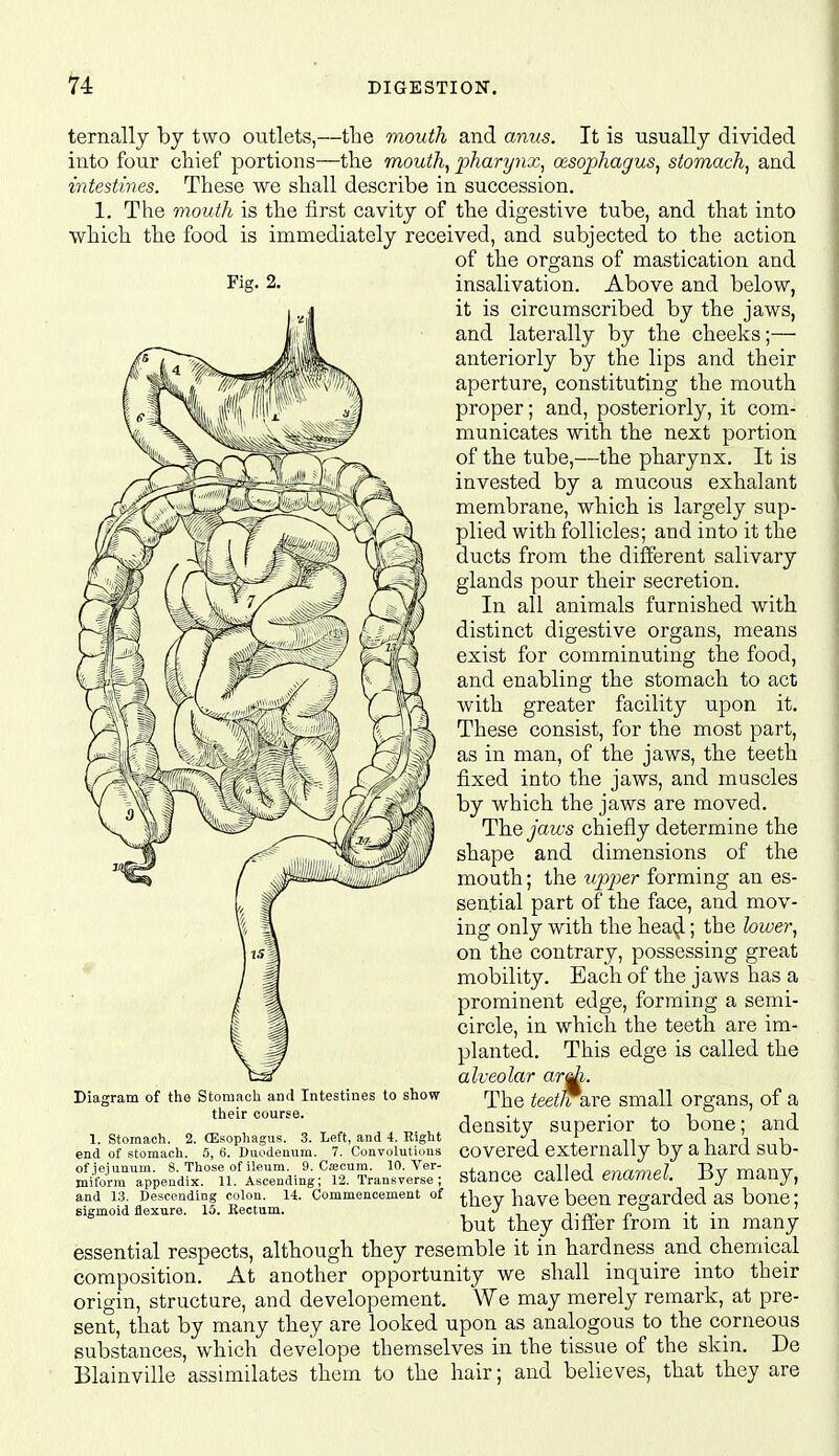 ternally by two outlets,—the mouth and anus. It is usually divided into four chief portions—the mouthy pharyyix^ cesopJiagus^ stomach, and intestines. These we shall describe in succession. 1. The mouth is the first cavity of the digestive tube, and that into which the food is immediately received, and subjected to the action of the organs of mastication and Fig- 2. insalivation. Above and below, it is circumscribed by the jaws, and laterally by the cheeks;— anteriorly by the lips and their aperture, constituting the mouth proper; and, posteriorly, it com- municates with the next portion of the tube,—the pharynx. It is invested by a mucous exhalant membrane, which is largely sup- plied with follicles; and into it the ducts from the different salivary glands pour their secretion. In all animals furnished with distinct digestive organs, means exist for comminuting the food, and enabling the stomach to act with greater facility upon it. These consist, for the most part, as in man, of the jaws, the teeth fixed into the jaws, and muscles by which the jaws are moved. The jaii's chiefly determine the shape and dimensions of the mouth; the tq^j^er forming an es- sential part of the face, and mov- ing only with the heai^; the lower, on the contrary, possessing great mobility. Each of the jaws has a prominent edge, forming a semi- circle, in which the teeth are im- planted. This edge is called the alveolar ardi. The teetlTBiVQ small organs, of a density superior to bone; and covered externally by a hard sub- stance called enamel. By many, they have been regarded as bone; but they differ from it in many essential respects, although they resemble it in hardness and chemical composition. At another opportunity we shall inquire into their origin, structure, and developement. We may merely remark, at pre- sent, that by many they are looked upon as analogous to the corneous substances, which develope themselves in the tissue of the skin. De Blainville assimilates them to the hair; and believes, that they are Diagram of the Stomach and Intestines to show their course. 1. Stomach. 2. (Esophagus. 3. Left, and 4. Eight end of stomach. 5, 6. Uiiodemim. 7. Convolutiuns of.iejuaum. 8. Those of ileum. 9. Cajcum. 10. Ver- miform appendix. 11. Ascending; 12. Transverse; and 1:3. Descending colon. 14. Commencement of sigmoid flexure. 15. Kectum.